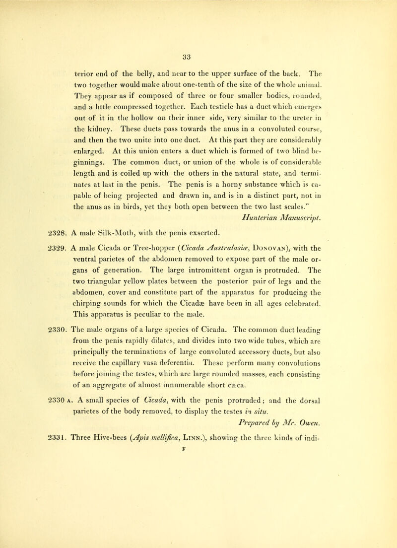 terior end of the belly, and near to the upper surface of the back. The two together would make about one-tenth of the size of the whole animal. They appear as if composed of three or four smaller bodies, rounded, and a little compressed together. Each testicle has a duct which emerges out of it in the hollow on their inner side, very similar to the ureter in the kidney. These ducts pass towards the anus in a convoluted course, and then the two unite into one duct. At this part they are considerably enlarged. At this union enters a duct which is formed of two blind be- ginnings. The common duct, or union of the whole is of considerable length and is coiled up with the others in the natural state, and termi- nates at last in the penis. The penis is a horny substance which is ca- pable of being projected and drawn in, and is in a distinct part, not in the anus as in birds, yet they both open between the two last scales. Hunterian Martuscript. 2328. A male Silk-Moth, with the penis exserted. 2329. A male Cicada or Tree-hopper {Cicada Australasia, Donovan), with the ventral parietes of the abdomen removed to expose part of the male or- gans of generation. The large intromittent organ is protruded. The two triangular yellow plates between the posterior pair of legs and the abdomen, cover and constitute part of the apparatus for producing the chirping soimds for which the Cicadae have been in all ages celebrated. This apparatus is peculiar to the male. 2330. The male organs of a large species of Cicada. The common duct leading from the penis rapidly dilates, and divides into two wide tubes, which are principally the terminations of large convoluted accessory ducts, but also receive the capillary vasa deferentia. These perform many convolutions before joining the testes, which are large rounded masses, each consisting of an aggregate of almost innumerable short caca. 2330 A. A small species of Cicada, with the penis protruded ; and the dorsal parietes of the body removed, to display the testes in situ. Prepared by Air. Owen. 2331. Three Hive-bees {Apis mellijica, Linn.), showing the three kinds of indi-