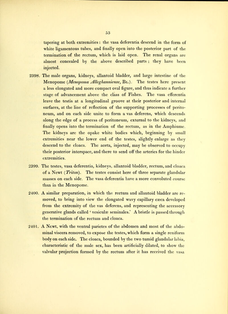 tapering at both extremities: the vasa deferentia descend in the form of white ligamentous tubes, and finally open into the posterior part of the termination of the rectum, which is laid open. The renal organs are almost concealed by the above described parts ; they have been injected. 2398. The male organs, kidneys, allantoid bladder, and large intestine of the Menopome {Menopoma AUeghanniense, Bl.). The testes here present a less elongated and more compact oval figure, and thus indicate a further stage of advancement above the class of Fishes. The vasa efFerentia leave the testis at a longitudinal groove at their posterior and internal surfaces, at the line of reflection of the supporting processes of perito- neum, and on each side unite to form a vas deferens, which descends along the edge of a process of peritoneum, external to the kidneys, and finally opens into the termination of the rectum, as in the Amphiume. The kidneys are the opake white bodies which, beginning by small extremities near the lower end of the testes, shghtly enlarge as they descend to the cloaca. The aorta, injected, may be observed to occupy their posterior interspace, and there to send off the arteries for the hinder extremities. 2399. The testes, vasa deferentia, kidneys, allantoid bladder, rectum, and cloaca of a Newt {Triton). The testes consist here of three separate glandular masses on each side. The vasa deferentia have a more convoluted course than in the Menopome. 2400. A similar preparation, in which the rectum and allantoid bladder are re- moved, to bring into view the elongated wavy capillary caeca developed from the extremity of the vas deferens, and representing the accessory generative glands called ' vesiculae seminales.' A bristle is passed through the termination of the rectum and cloaca. 2401. A Newt, with the ventral parietes of the abdomen and most of the abdo- minal viscera removed, to expose the testes, which form a single reniform body on each side. The cloaca, bounded by the two tumid glandular labia, characteristic of the male sex, has been artificially dilated, to show the valvular projection formed by the rectum after it has received the vasa