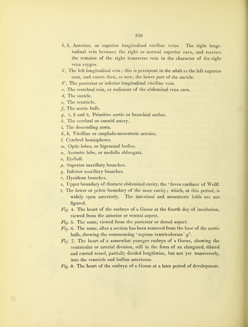 b, Anterior, or superior longitudinal vitelline veins. The right longi- tudinal vein becomes the right or normal superior cava, and receives the remains of the right transverse vein in the character of the right vena azygos. b\ The left longitudinal vein ; this is persistent in the adult as the left superior cava, and enters then, as now, the lower part of the auricle. 6, The posterior or inferior longitudinal vitelline vein. c, The vertebral vein, or rudiment of the abdominal vena cava. d, The auricle. e, The ventricle. f, The aortic bulb, g, 1,2 and 3, Primitive aortic or branchial arches. h, The cerebral or carotid artery. i, The descending aorta. k, k, Vitelline or omphalo-mesenteric arteries. /, Cerebral hemispheres. m, Optic lobes, or bigeminal bodies. n, Acoustic lobe, or medulla oblongata, 0, Eyeball, p, Superior maxillary branches. q. Inferior maxillary branches, r, Hyoidean branches, s. Upper boundary of thoracic abdominal cavity, the * fovea cardiaca' of Wolff. The lower or pelvic boundary of the same cavity; which, at this period, is widely open anteriorly. The intestinal and mesenteric folds are not figured. Fig. 4, The heart of the embryo of a Goose at the fourth day of incubation, viewed from the anterior or ventral aspect. Fig. 5. The same, viewed from the posterior or dorsal aspect. Fig. 6. The same, after a section has been removed from the base of the aortic bulb, showing the commencing 'septum ventriculorum' Fig. 7- The heart of a somewhat younger embryo of a Goose, showing the ventricular or arterial division, still in the form of an elongated, dilated and curved vessel, partially divided lengthwise, but not yet transversely, into the ventricle and bulbus arteriosus. Fig. 8, The heart of the embryo of a Goose at a later period of development.