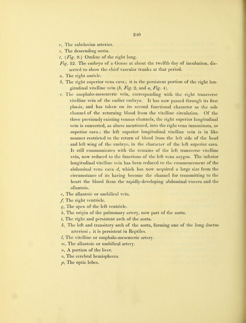 The subclavian arteries. s, The descending aorta. t, {Fig. 9.) Outhne of the right lung. Fig. 12. The embryo of a Goose at about the twelfth day of incubation, dis- sected to show the chief vascular trunks at that period. a, The right auricle. b, The right superior vena cava; it is the persistent portion of the right lon- gitudinal vitelline vein (b, Fig. 2, and a, Fig. 4). c, The omphalo-mesenteric vein, corresponding with the right transverse vitelline vein of the earlier embryo. It has now passed through its first phasis, and has taken on its second functional character as the sole channel of the returning blood from the vitelline circulation. Of the three previously existing venous channels, the right superior longitudinal vein is converted, as above mentioned, into the right vena innominata, or superior cava ; the left superior longitudinal vitelline vein is in like manner restricted to the return of blood from the left side of the head and left wing of the embryo, in the character of the left superior cava. It still communicates with the remains of the left transverse vitelline vein, now reduced to the functions of the left vena azygos. The inferior longitudinal vitelline vein has been reduced to the commencement of the abdominal vena cava d, which has now acquired a large size from the circumstance of its having become the channel for transmitting to the heart the blood from the rapidly-developing abdominal viscera and the allantois. e, The allantoic or umbilical vein, J, The right ventricle. g, The apex of the left ventricle. h, The origin of the pulmonary artery, now part of the aorta. i, The right and persistent arch of the aorta. k, The left and transitory arch of the aorta, forming one of the long ductus arteriosi ; it is persistent in Reptiles. /, The vitelline or omphalo-mesenteric artery. 7/1, The allantoic or umbilical artery. ?i, A portion of the liver. o, The cerebral hemispheres. p, The optic lobes.