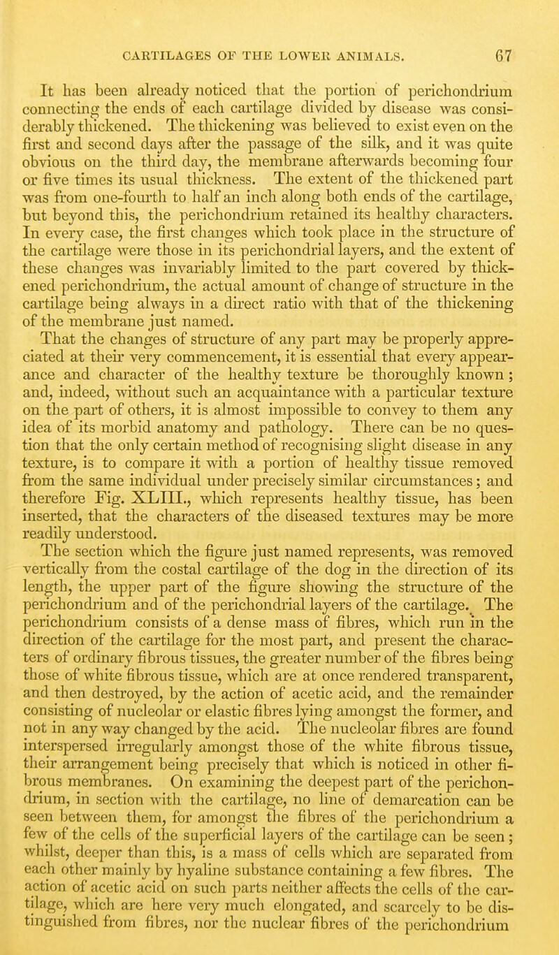 It has been already noticed that the portion of perichondrium connecting the ends of each cartihige divided by disease was consi- derably thickened. The thickening was believed to exist even on the first and second days after the passage of the silk, and it was quite obvious on the third day, the membrane afterwards becoming four or five times its usual thickness. The extent of the thickened part was fi'om one-fourth to half an inch along both ends of the cartilage, but beyond this, the perichondrium retained its healthy characters. In every case, the first changes which took place in the structure of the cartilage Avere those in its perichondria! layers, and the extent of these changes was invariably limited to the part covered by thick- ened perichondrium, the actual amount of change of structure in the cartilage being always in a direct ratio with that of the thickening of the membrane just named. That the changes of structure of any part may be properly appre- ciated at their very commencement, it is essential that every appear- ance and character of the healthy texture be thoroughly known; and, indeed, without such an acquaintance with a particular texture on the part of others, it is almost impossible to convey to them any idea of its morbid anatomy and pathology. There can be no ques- tion that the only certain method of recognising slight disease in any texture, is to compare it with a portion of healthy tissue removed from the same individual under precisely similar circumstances; and therefore Fig. XLIII., which represents healthy tissue, has been inserted, that the characters of the diseased textures may be more readily understood. The section which the figure just named represents, was removed vertically fi'om the costal cartilage of the dog in the direction of its length, the upper part of the figure showing the structure of the perichondi'ium and of the perichondrial layers of the cartilage. The perichondrium consists of a dense mass of fibres, which run in the direction of the cartilage for the most part, and present the charac- ters of ordinary fibrous tissues, the greater number of the fibres being those of white fibrous tissue, which are at once rendered transparent, and then destroyed, by the action of acetic acid, and the remainder consisting of nucleolar or elastic fibres lying amongst the former, and not in any way changed by the acid. The nucleolar fibres are found interspersed irregularly amongst those of the white fibrous tissue, their arrangement being precisely that which is noticed in other fi- l:)rous membranes. On examining the deepest part of the perichon- drium, in section with the cartilage, no line of demarcation can be seen between them, for amongst tlie fibres of the perichondrium a few of the cells of the superficial layers of the cartilage can be seen ; whilst, deeper than this, is a mass of cells which are sepai'ated from each other mainly by hyaline substance containing a few fibres. The action of acetic acid on such parts neither affects the cells of the car- tilage, which are here very much elongated, and scarcely to be dis- tinguished from fibres, nor the nuclear fibres of the perichondrium