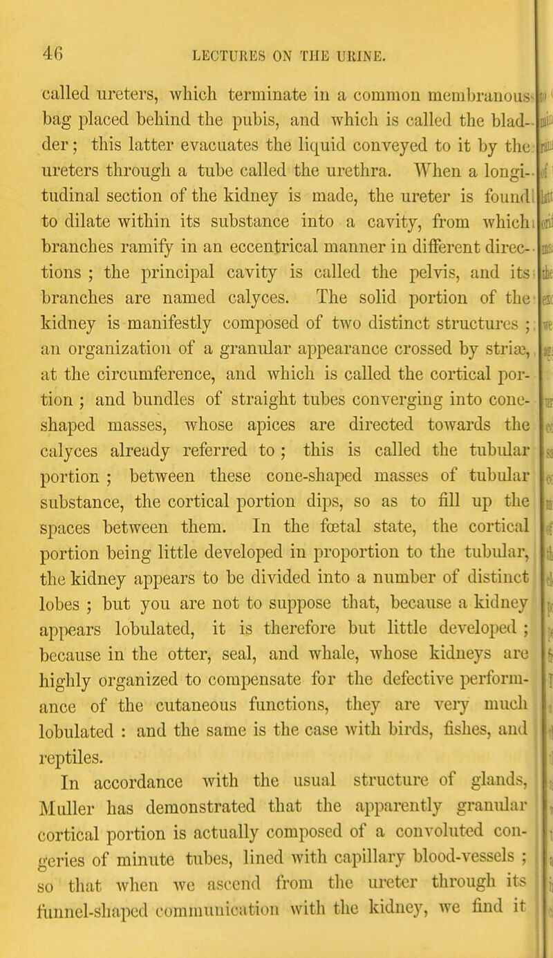 called ureters, which terminate in a common membranous- bag placed behind the pubis, and which is called the blad- der ; this latter evacuates the liquid conveyed to it by the ureters through a tube called the urethra. When a longi- to dilate within its substance into a cavity, from which branches ramify in an eccentrical manner in different direc- tions ; the principal cavity is called the pelvis, and its branches are named calyces. The solid portion of the kidney is manifestly composed of two distinct structures ; an organization of a granular appearance crossed by stria3, at the circumference, and which is called the cortical por- tion ; and bundles of straight tubes converging into cone- shaped masses, whose apices are directed towards the calyces already referred to ; this is called the tubidar portion ; between these cone-shaped masses of tubular substance, the cortical portion dips, so as to fill up the spaces between them. In the foetal state, the cortical portion being little developed in proportion to the tubidar, the kidney appears to be divided into a number of distinct lobes ; but you are not to suppose that, because a kidney appears lobulated, it is therefore but little developed ; because in the otter, seal, and whale, whose kidneys are highly organized to compensate for the defective perform- ance of the cutaneous functions, they are veiy much lobulated : and the same is the case with birds, fishes, and i-eptiles. In accordance with the usual structure of glands, Muller has demonstrated that the apparently granular cortical portion is actually composed of a convoluted con- geries of minute tubes, lined with capillary blood-vessels ; so that when we ascend from the ureter through its tunnel-shaped communication with the kidney, we find it 0