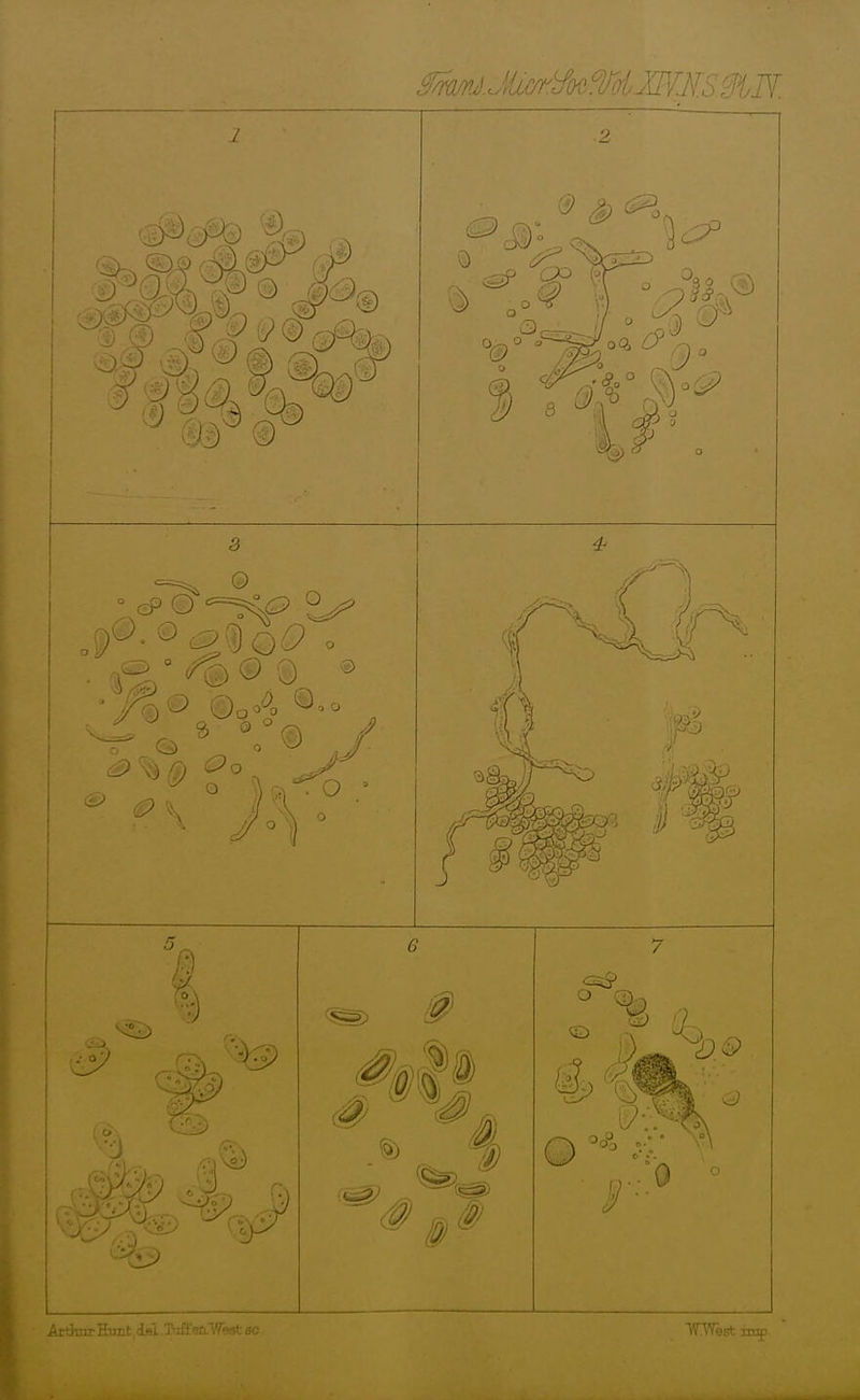 2 AtthijrHimt.iel.T'lffai'Wastsc OVest imp