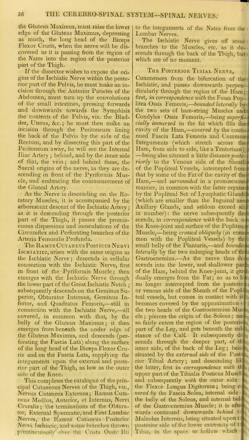 the Gluteus Maximus, must raise the lower edge of the Gluteus Maximus, depressing as much, the long head of the Biceps flexor Cruris, when the nerve will be dis- covered as it is passing from the region of the Nates into the region of the posterior part of the Thigh. If the dissector wishes to expose the ori- gins of the Ischiatic Nerve within the poste- rior part of the Pelvis, he must make an in- cision through the Anterior Parietes of the Abdomen, must turn up the convolutions of tlie small intestines, pressing forwards and downwards towards tlie Symphisis the contents of the Pelvis, viz. the Blad- der, Uterus, &c.; he must then make an incision through the Peritoneum lining the back of the Pelvis by the side of the Rectum, and by dissecting this part of the Peritoneum away, he will see the Internal Iliac Artery ; behind, and by the inner side of that, the vein; and behind these, the Saeral origins of the nerve, as they are de- scending in front of the Pyriformis Mus- cle, and embracing the commencement of the Gluteal Artery. As the Nerve is descending on the Ro- tatory Muscles, it is accompanied by the arborescent descent of the Ischiatic Artery; as it is descending through the posterior part of the Thigh, it passes the promis- cuous dispersions and inosculations of the Circumflex and Perforating branches of the Arteiia Femoralis Profunda. The Ramus Cutaneus Posticus Nervi IscHiATici, arises with the same origins as the Ischiatic Nerve; descends in cellular connection with the Ischiatic Nerve, first in front of the Pyriformis Muscle; then emerges with the Ischiatic Nerve tlirough the lower part of the Great Ischiatic Notch ; subsequently descends on the Geminus Su- perior, Obturator Intcrnus, Geminus In- ferior, and Quadralus Femoris,—still in connection with the Ischiatic Nerve,—all covered, in common with that, by the belly of the Gluteus Maximus; it tlien emerges from beneath the under edge of tlie Gluteus Maximus, and descends (per- forating the Fascia Lata) along the surface of the long head of the Biceps Flexor Cru- ris and on the Fascia Lata, supplying the integuments upon the external and poste- rior ]iart of the Thigh, as low as the outer side of the Knee. This completes the catalbgue of the prin- cipal Cutaneous Nerves of the Thigh, viz., Nervus Cutaneus Externus; Ramus Cuta- neus Medius, Anterior, et Internus, Nervi Cruralis; the terminations of tlie Obtura- tor, External Spermatic, and First Lumbar Nerves, the Ramus Cutaneus Posterior Npi-vi Ischiatic, find some iM-nnclies tlirown promiscuouilj'' over the Crista Ossis Ilii to the integuments of the Nates from the Lumbar Nerves. The Ischiatic Nerve gives off some branches to the Muscles, etc. as it de-- scends through the back of the Thigh, butt which are of no moment. The Posterior Tibial Nerve, Commences from the bifurcation of the- Ischiatic, and passes downwards peqien-- dicularly through the region of the Ham;: first, in correspondence with the Fossa Pop- - litea Ossis Femoris,—bounded luterrd/i/ by the two sets of ham-string Muscles and Condyles Ossis Femoris,—being svperji- cially immersed in the fat which fills Uie cavity of the Ham,—covered by the conti- nued Fascia Lata Femoris and Common Integuments (which stretch across the Ham, from side to side, like a Tentorium). —being also situated a little distance poste- rior/?/ to the Venous side of the Sheatli of the Popliteal Vessels, intercepted froir that by some of the Fat of the cavity of the Ham,—and surrounded in a promiscuouj manner, in common with the latter organs' by tlie Popliteal Set of Lymphatic Glands (which are smaller tiian the Inguinal anc Axillary Glands, and seldom exceed sir in number): the nerve subsequently de-f scends, in correspondence with the back o the Knee-joint and surface of Uie Popliteu. Muscle,—being crossed obliquely (in conn mon with tiie Popliteal Vessels) by thd small belly of the Planiaris,—and boiindct laterally by the two enlai-ging heads of tht ^ Gastrocnemius.—As the nerve thus dft 3 scends into the lower, and shallower paK n of the Ham, behind the Knee-joint, it grr (; dually emerges from tlie Fat; so as to bi it no longer intercepted from the posterici t or venous side of the Shealli of tlie PopM t» teal vessels, but comes in contact witli in w becomes covered by the approximation < } the two heads of the Gastrocnemius Musi »« cle; pierces the origin of tlie Soleus; am so fairly enters the region of tlie posteric part of the Leg, and gets beneatli the sul f. stance of the Calf. It subsequently dr. scends tlirough the deeper part, of th :j. inner side, of tlie back of tlie Leg; beit j^^ situated by tlie c.xtcrnul side of the Posl4 rior Tibial Artery; and descending lil the latter, first iii correspondc7u:c with th upper part of the Tibialis Posticus Muscl *, and subsequently vuth tlie outer side the Flexor Longus Digitomra; being c.JL, vercd by the Fascia Solea, internal side 1^ the belly of the Soleus, and internal betlL of tlie Gastrocnemius Muscle; it is wards continued downwai-ds behind tM« Maleolus Intcrnus, being situated upon l«f ^ posterior side of the lower cxiremily * f Tibia, in the space or hollow which ■