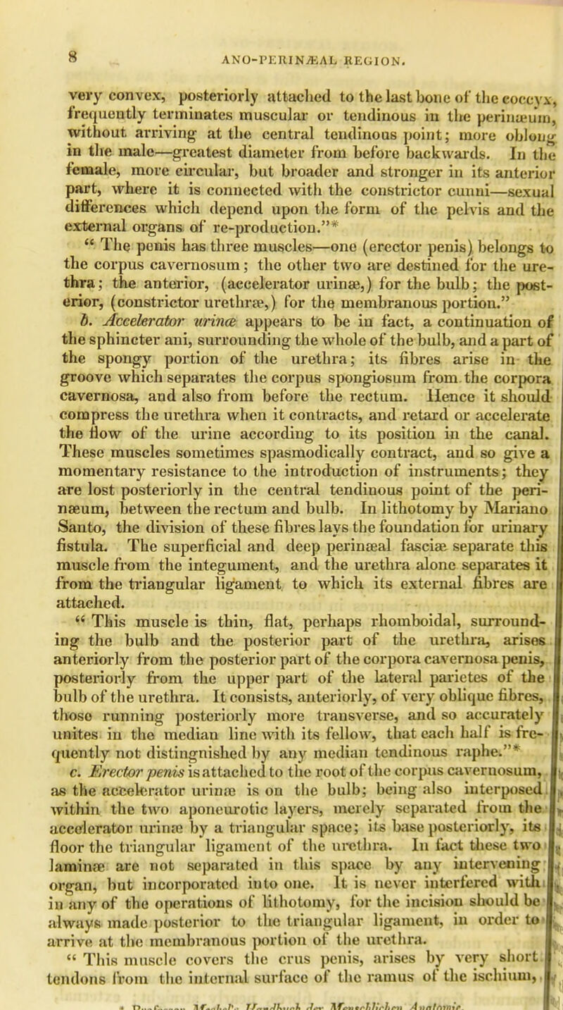 s very convex, posteriorly attached to the last bone of the cocc v.\, frequently terminates muscular or tendinous in the perinu'iun, without arriving at the central tendinous point; more oolong in the male—greatest diameter from before backwards. In the; female, more circular, but broader and stronger in its anterior part, where it is connected with the constrictor cunni—sexual differences which depend upon the form of the pelvis and the external organs of re-production.*  The penis has three muscles—one (erector penis) belongs to the corpus cavernosum; the other two are destined for the ure- thra; the anterior, (accelerator urinae,) for the bulb; the post- erior, (constrictor urethree,) for the membranous portion. b. Accelerator urince appears to be in fact, a continuation of the sphincter ani, surrounding the whole of the bulb, and a part of the spongy portion of the urethra; its fibres arise in the groove which separates the corpus spongiosum from, the corpora cavernosa, and also from before the rectum. Hence it should compress the urethra when it contracts, and retard or accelerate the flow of the urine according to its position in the canal. These muscles sometimes spasmodically contract, and so give a momentary resistance to the introduction of instruments; they are lost posteriorly in the central tendinous point of the peri- naeum, between the rectum and bulb. In lithotomy by Mariano Santo, the division of these fibres lays the foundation for urinary fistula. The superficial and deep perinaeal fasciae separate this muscle from the integument, and the urethra alone separates it from the triangular ligament to which its external fibres are attached.  This muscle is thin, flat, perhaps rhomboidal, surround- ing the bulb and the posterior part of the urethra, arises anteriorly from the posterior part of the corpora cavernosa penis, posteriorly from the upper part of the lateral parietes of the bulb of the urethra. It consists, anteriorly, of very oblique fibres, those running posteriorly more transverse, and so accurately unites in the median line with its fellow, that each half is fre- Ij, quently not distingnished by any median tendinous raphe.* c. Erector penis is attached to the root of the corpus cavernosum, I, as the accelerator urinae is on the bulb; being also interposed.L within the two aponeurotic layers, merely separated from the L accelerator urinre by a triangular space; its base posteriorly, its floor the triangular ligament of the urethra. In fact these two I, laminae are not separated in this space by any intervening L organ, but incorporated into one. It is never interfered withlj in any of the operations of lithotomy, for the incision should be L always made posterior to the triangular ligament, in order to- arrive at the membranous portion of the urethra.  This muscle covers the cms penis, arises by very short tendons from the internal surface of the ramus of the ischium,