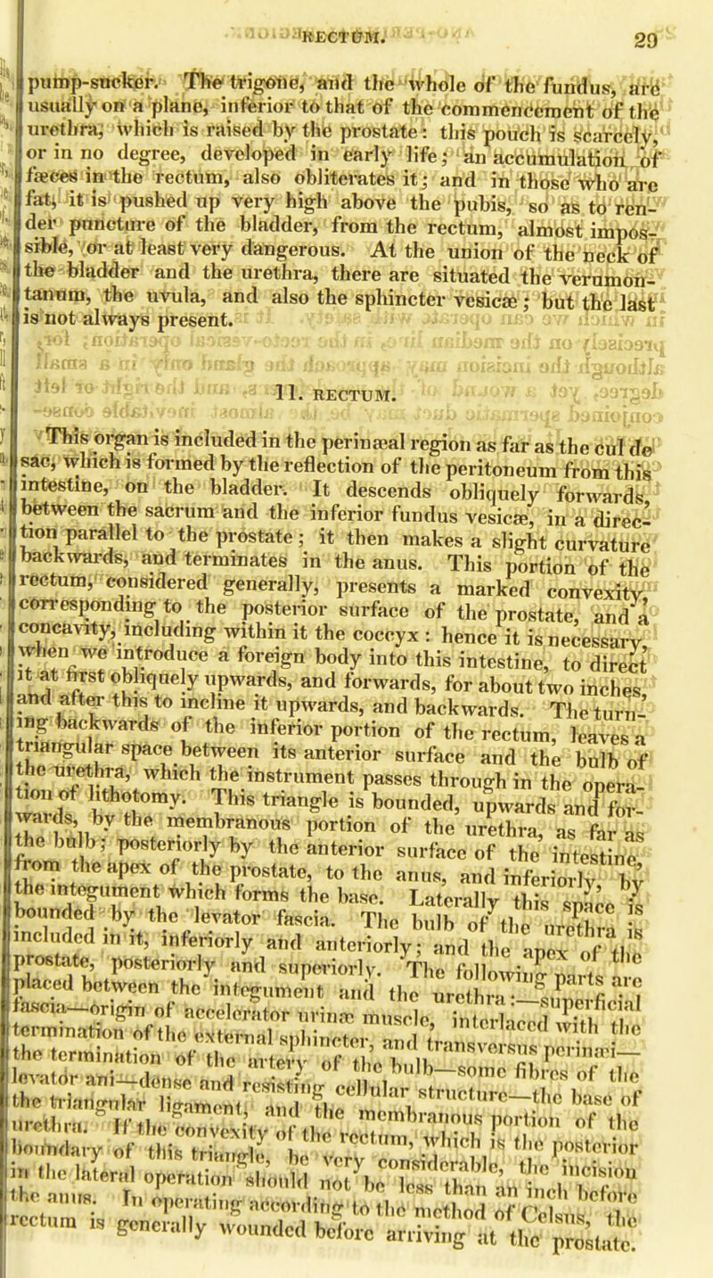 pump-sucker. The trigone, and the whole of the fundus, are usually on a plane, inferior to that of the commencement of the urethra, which is raised by the prostate: this pouch is scarcely, or in no degree, developed in early life j an accumulation1 6t faeces in the rectum, also obliterates it; and in those who are fat, it is pushed up very high above the pubis, so as to ren- der puncture of the bladder, from the rectum, almost impos- sible, or at least very dangerous. At the union of the neck of the bladder and the urethra, there are situated the verumon- tanum, the uvula, and also the sphincter vesicas; but the last is not always present. *-iol ;noitsi9<jo ujoraav-oJem &di ns tort'd aeAbsm odi no (laaiDaiq llama s iiiytixo httsi-g sdi doao'iqqH. yarn noigfoni adi dguodili? Jtol to M^ rre/D bt«s< ?a iqq^REtrruM: »eaob sfdsJivBfti Jaomh? between tion parallel to the prostate ; it then makes a slight curvature backwards, and terminates in the anus. This portion of the rectum, considered generally, presents a marked convexity corresponding'to the posterior surface of the prostate, and a concavity, including within it the coccyx : hence it is necessary, when we introduce a foreign body into this intestine, to direct it at first obliquely upwards, and forwards, for about two inches, and after this to incline it upwards, and backwards. The turn- ing backwards of the inferior portion of the rectum, leaves a triangu ar space between its anterior surface and the bulb of the urethra which the instrument passes through in the opera- tion of lithotomy. This triangle is bounded, upwards an d for wards by the membranous portion of the urethra as far a the bulb; posteriorly by the anterior surface of the in test ne from the apex of the prostate, to the anus, and infer orlv bv the integument which forms the base. Laterallv i)Z l!?' ? bounded by the levator fascia. The bu o of tl 2! 8 mcMed in it, inferiorly and anteriorly; and 1, ^! prostate, posteriorly and superiorly Th/f.l • P ti,C placed between thc'integuin^t3 th^Sfe ffig ^ fascia-origiu of accelerator urina, M&^trfi^^^ rectum is generally wounded before fUol^JS^S