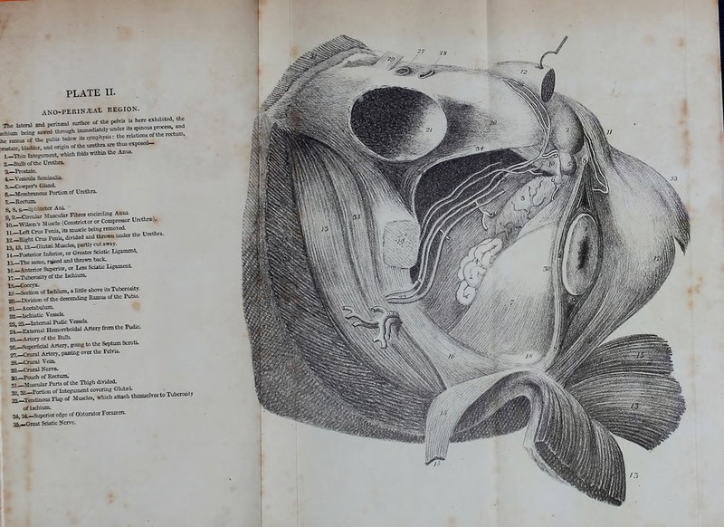 PLATE II. ANO-PERINiEAl REGION. » nf the oelvis is here exhibited, the *- •f T^TbtL 1 r*Ls of the he ramus of the pubis below ,ts symphysis. the  rosea! bladder, and origin of the UriHhra arc -P-1- L_Thin Integument, which folds within the Amis. 2.—Bulb of the Urethra, a—Prostate. 4. —Yesicub Seminalis. 5. —Cowper^ Gland. Membranous Portion of Urethra. 7.—Rectum. a ^ fr—^biacter And. ' o. 9._Circul>r Muscular Fibres encircling Anns. ,£^ort Mosa, IConstricto, o, Compressor Urethra,). ,1._raCTuiFe.us,iBmuSclet»ngimotc4 ji_Bigbt Crus Penis, divided and thrown under the Urethra. 13,13,lA-Glubei Muscles, partly cut away. It-Posterior Inferior, or Greater Sciatic ligament. J.5.—The ssme, ra>sed and thrown back. 16-Anterior Superior, or I** Scia^ 17._Tuberosityof the Ischium. ^l2c2«t of Ischium, a hole above its Tuberosity. ^Division of the descending Ramus of the Pubu. 21__ Acetabulum. gi__ijchiaDc Vessels. 53. 2S._Intema! Pudic Vessels. st-Eiternal Hemorrhoidal Artery from the Fudic 2i—Artery of the Bulb. a^Sn^rncial Artery, going to the Septum Scrota. 2T._Cmral Artery, passing over the Pelvis. 2S.—Crural Vena. 29. —Cnrral Serve. 30. —Pouch of Hectum. 31^Muscular Parts of the Thigh divided. ~. .pornun of Integument covering Gluta:L |^*r^p?MuSc,. which atuchU.msd.es..Tubercty of lschiiim- 31. ai_Supcriot edge of Obturator Foramen. &_Great Sciatic San.