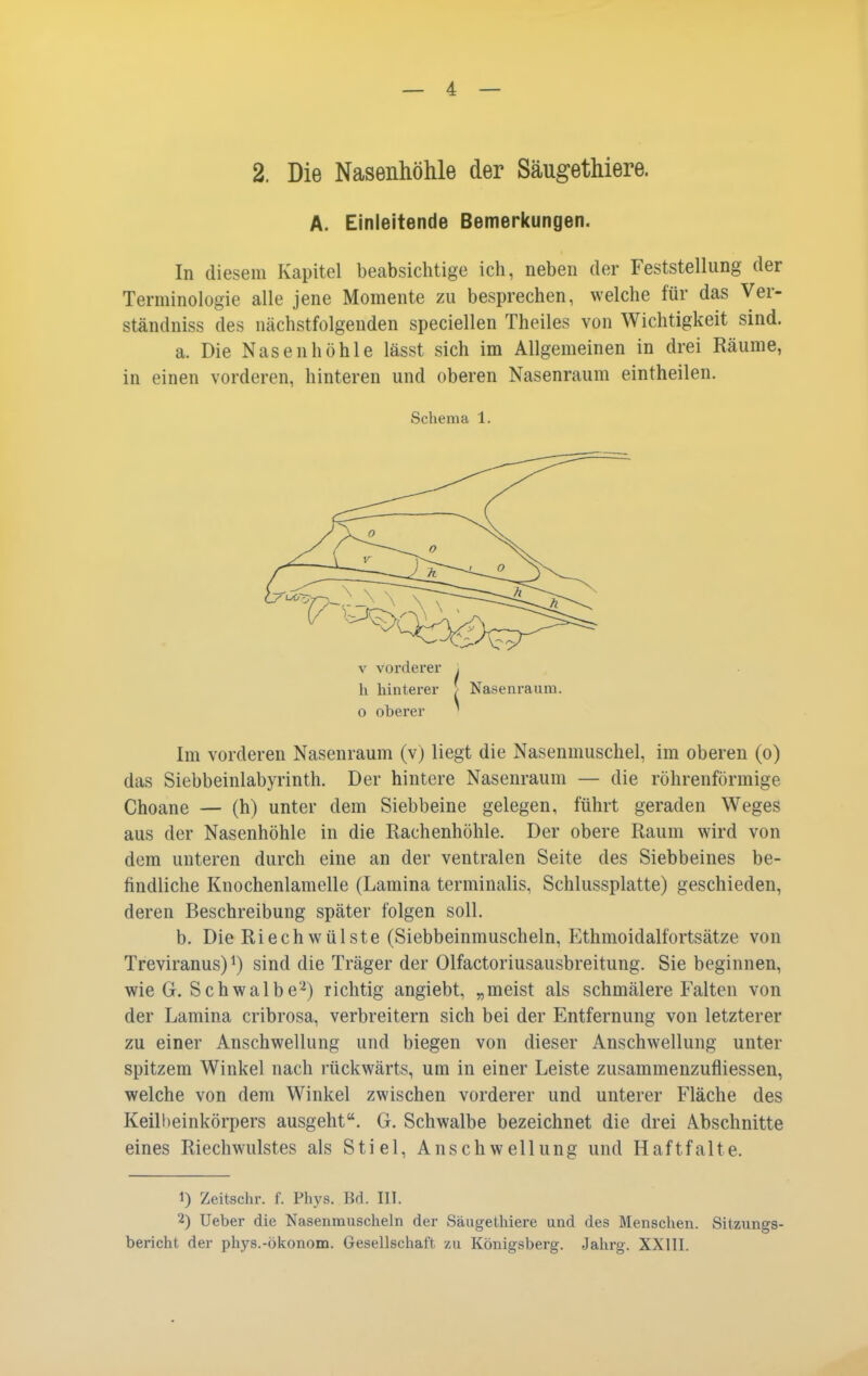 A. Einleitende Bemerkungen. In diesem Kapitel beabsichtige ich, neben der Feststellung der Terminologie alle jene Momente zu besprechen, welche für das Ver- ständniss des nächstfolgenden speciellen Theiles von Wichtigkeit sind. a. Die Nasenhöhle lässt sich im Allgemeinen in drei Räume, in einen vorderen, hinteren und oberen Nasenraum eintheilen. Schema 1. V vorderer ■ Ii hinterer [ Nasenraum. o oberer ' Im vorderen Nasenraum (v) liegt die Nasenmuschel, im oberen (o) das Siebbeinlabyrinth. Der hintere Nasenraum — die röhrenförmige Choane — (h) unter dem Siebbeine gelegen, führt geraden Weges aus der Nasenhöhle in die Rachenhöhle. Der obere Raum wird von dem unteren durch eine an der ventralen Seite des Siebbeines be- findliche Knochenlamelle (Lamina terminalis, Schlussplatte) geschieden, deren Beschreibung später folgen soll. b. Die Riech Wülste (Siebbeinmuscheln, Ethmoidalfortsätze von Treviranus) ^) sind die Träger der Olfactoriusausbreitung. Sie beginnen, wie G. Schwalbe^) richtig angiebt, „meist als schmälere Falten von der Lamina cribrosa, verbreitern sich bei der Entfernung von letzterer zu einer Anschwellung und biegen von dieser Anschwellung unter spitzem Winkel nach rückwärts, um in einer Leiste zusammenzufliessen, welche von dem Winkel zwischen vorderer und unterer Fläche des Keillieinkörpers ausgeht. G. Schwalbe bezeichnet die drei Abschnitte eines Riechwulstes als Stiel, Anschwellung und Haftfalte. 1) Zeitschr. f. Phys. Bd. III. 2) Ueber die Nasenmuscheln der Säugethiere und des Menschen. Sitzungs- bericht der phys.-Ökonom. Gesellschaft zu Königsberg. .Jahrg. XXllI.