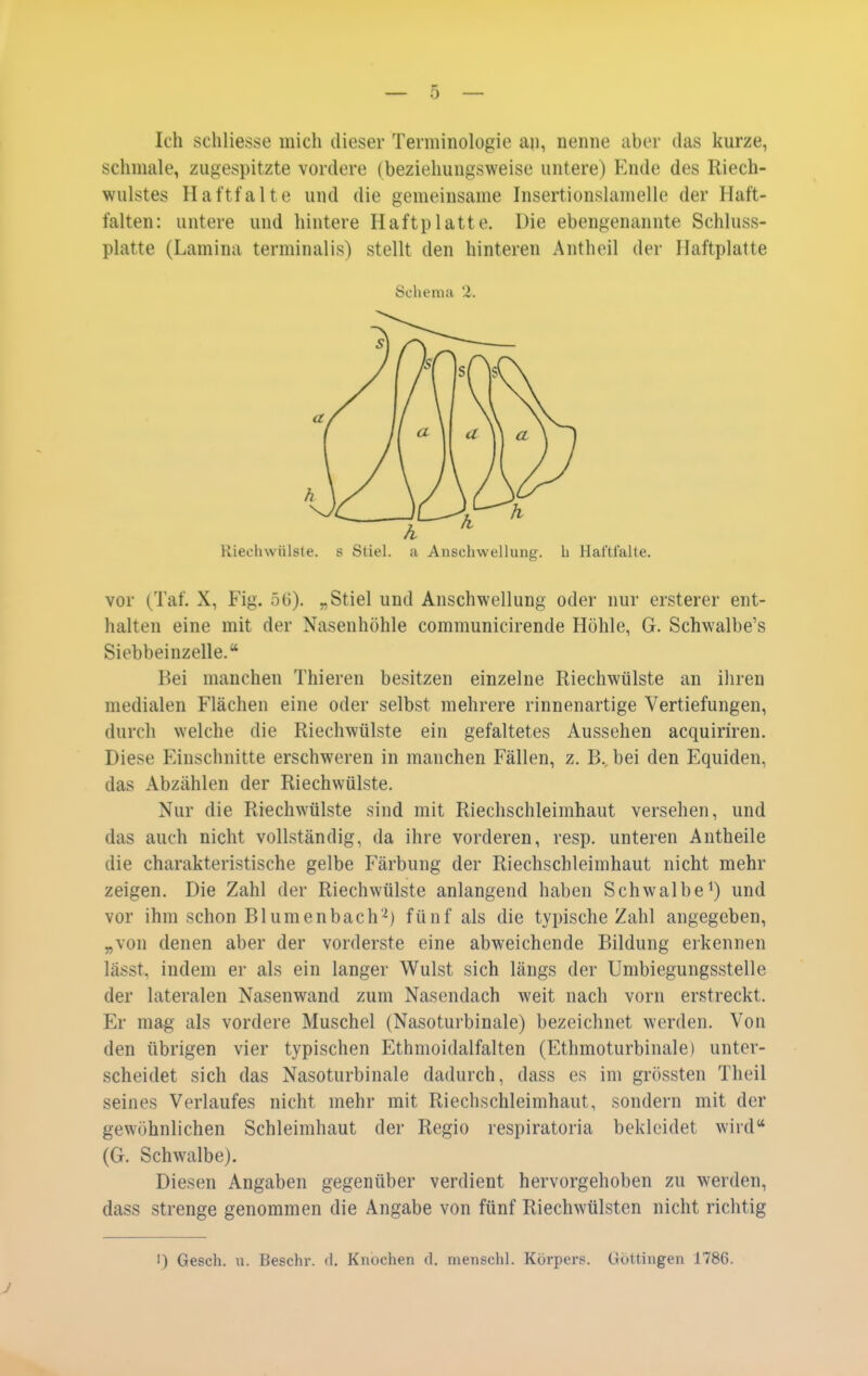 Ich schliesse mich dieser Terminologie an, nenne aber das kurze, schmale, zugespitzte vordere (beziehungsweise untere) Ende des Riech- wulstes Haftfalte und die gemeinsame Insertionslamelle der Haft- falten: untere und hintere Haftplatte. Die ebengenannte Schluss- platte (Lamina terminalis) stellt den hinteren Antheil der Haftplatte Schema 2. Rieehwülste. s Stiel, a Anschwellung, b Haftl'alte. vor (Taf. X, Fig. öG). „Stiel und Anschwellung oder nur ersterer ent- halten eine mit der Nasenhöhle communicirende Höhle, G. Schwalbe's Siebbeinzelle. Bei manchen Thieren besitzen einzelne Riechwülste an ihren medialen Flächen eine oder selbst mehrere rinnenartige Vertiefungen, durch welche die Riechwülste ein gefaltetes Aussehen acquiriren. Diese Einschnitte erschweren in manchen Fällen, z. B.. bei den Equiden, das Abzählen der Riechwülste. Nur die Riechwülste sind mit Riechschleimhaut versehen, und das auch nicht vollständig, da ihre vorderen, resp. unteren Autheile die charakteristische gelbe Färbung der Riechschleimhaut nicht mehr zeigen. Die Zahl der Riechwülste anlangend haben Schwalbe^) und vor ihm schon Blumenbach'^) fünf als die typische Zahl angegeben, „von denen aber der vorderste eine abweichende Bildung erkennen lässt, indem er als ein langer Wulst sich längs der Umbiegungsstelle der lateralen Nasenwand zum Nasendach weit nach vom erstreckt. Er mag als vordere Muschel (Nasoturbinale) bezeichnet werden. Von den übrigen vier typischen Ethmoidalfalten (Ethmoturbinale) unter- scheidet sich das Nasoturbinale dadurch, dass es im grössten Theil seines Verlaufes nicht mehr mit Riechschleimhaut, sondern mit der gewöhnlichen Schleimhaut der Regio respiratoria bekleidet wird (G. Schwalbe). Diesen Angaben gegenüber verdient hervorgehoben zu werden, dass strenge genommen die Angabe von fünf Riechwülsten nicht richtig 1) Gesch. u. Beschr. d. Knochen d. menschl. Körpers. Güttingen 1786.