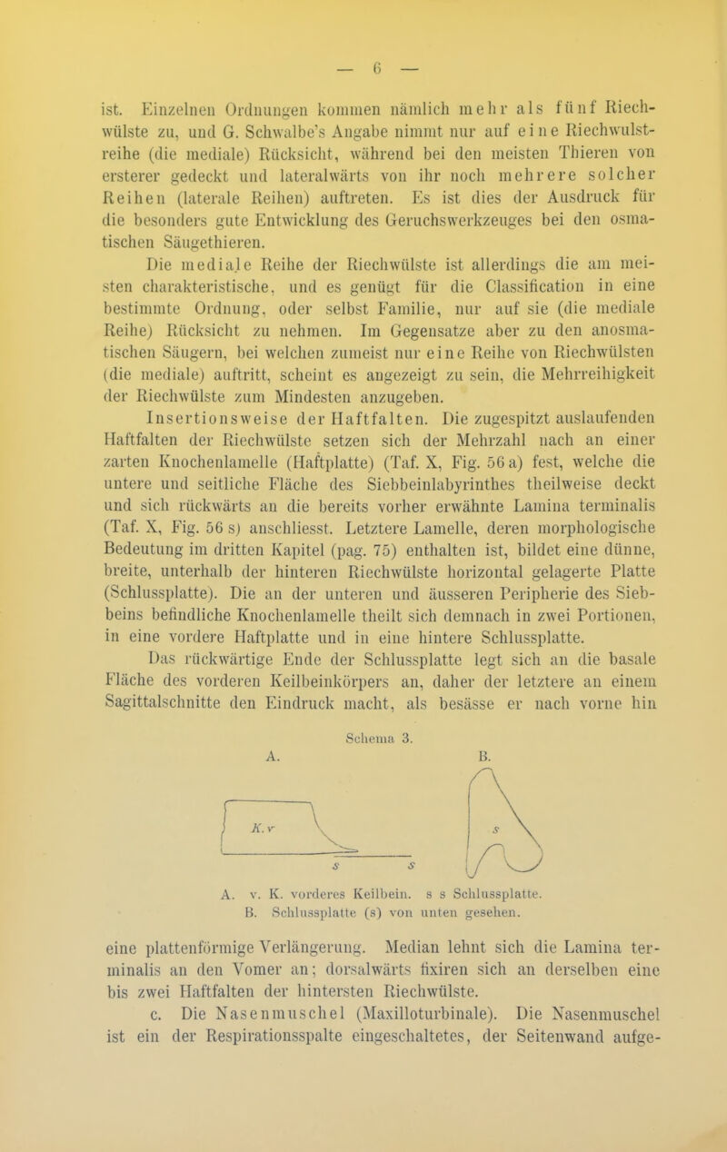 ist. Einzelnen Ordnungen kommen nämlich mehr als fünf Riech- wülste zu, und G. Schwalbe's Angabe nimmt nur auf eine Riechwulst- reihe (die mediale) Rücksicht, während bei den meisten Thieren von ersterer gedeckt und lateralwärts von ihr noch mehrere solcher Reihen (laterale Reihen) auftreten. Es ist dies der Ausdruck für die besonders gute Entwicklung des Geruchswerkzeuges bei den osma- tischen Säugethieren. Die mediale Reihe der Riechwülste ist allerdings die am mei- sten charakteristische, und es genügt für die Classification in eine bestimmte Ordnung, oder selbst Familie, nur auf sie (die mediale Reihe) Rücksicht zu nehmen. Im Gegensatze aber zu den anosma- tischen Säugern, bei welchen zumeist nur eine Reihe von Riechwülsten (die mediale) auftritt, scheint es angezeigt zu sein, die Mehrreihigkeit der Riechwülste zum Mindesten anzugeben. Insertionsweise der Haftfalten. Die zugespitzt auslaufenden Haftfalten der Riechwülste setzen sich der Mehrzahl nach an einer zarten Knochenlamelle (Haftplatte) (Taf. X, Fig. 56 a) fest, welche die untere und seitliche Fläche des Siebbeinlabyrinthes theilweise deckt und sich rückwärts an die bereits vorher erwähnte Lamina terminalis (Taf. X, Fig. 56 sj anschliesst. Letztere Lamelle, deren morphologische Bedeutung im dritten Kapitel (pag. 75) entlialten ist, bildet eine dünne, breite, unterhalb der hinteren Riechwülste horizontal gelagerte Platte (Schlussplatte). Die an der unteren und äusseren Peripherie des Sieb- beins befindliche Knochenlamelle theilt sich demnach in zwei Portionen, in eine vordere Haftplatte und in eine hintere Schlussplatte. Das rückwärtige Ende der Schlussplatte legt sich an die basale Fläche des vorderen Keilbeinkörpers an, daher der letztere an einem Sagittalschnitte den Eindruck macht, als besässe er nach vorne hin Schema 3. A. B. A. V. K. vorderes Keilbein, s s Sclilussplatte. B. Schlussplatte (s) von unten gesehen. eine plattenförmige Verlängerung. Median lehnt sich die Lamina ter- minalis an den Vomer an; dorsalwärts tixiren sich an derselben eine bis zwei Haftfalten der hintersten Riechwülste. c. Die Nasenmuschel (Maxilloturbinale). Die Nasenmuschel ist ein der Respirationsspalte eingeschaltetes, der Seitenwand aufge-