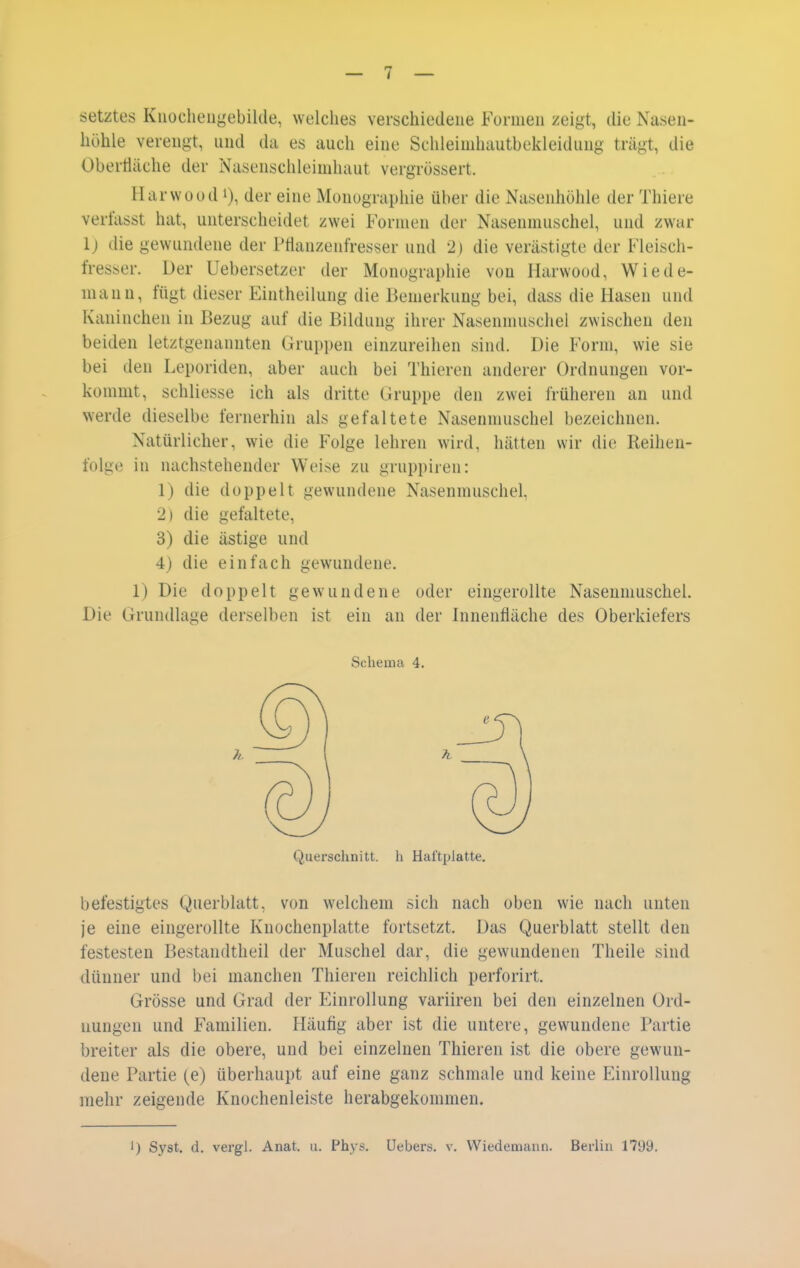 setztes Kuocheugebilde, welches verschiedene Formen zeigt, die Nasen- höhle verengt, nnd da es auch eine Schieindiautbekleidiing trägt, die Obertiäche der Nasenschleimhaut vergrössert. Harwuod der eine Monugraphie über die Nasenhöhle der Thiere verfasst hat, unterscheidet zwei Formen der Nasenmuschel, und zwar l) die gewundene der Ptlanzenfresser und 2) die verästigte der Fleisch- fresser. Der Uebersetzer der Monographie von Harwood, Wiede- mann, fügt dieser Eintheilung die Bemerkung bei, dass die Hasen und Kaninchen in Bezug auf die Bildung ihrer Nasenmuschel zwischen den beiden letztgenannten Gruppen einzureihen sind. Die Form, wie sie bei den Leporiden, aber auch bei Thieren anderer Ordnungen vor- kommt, schliesse ich als dritte Gruppe den zwei früheren an und werde dieselbe fernerhin als gefaltete Nasenmuschel bezeichnen. Natürlicher, wie die Folge lehren wird, hätten wir die Reihen- folge in nachstehender Weise zu gruppiren: 1) die doppelt gewundene Nasenmuschel, 2) die gefaltete, 3) die ästige und 4) die einfach gewundene. 1) Die doppelt gewundene oder eingerollte Nasenmuschel. Die Grundlage derselben ist ein an der Innenfläche des Oberkiefers befestigtes Querblatt, von welchem sich nach oben wie nach unten je eine eingerollte Knochenplatte fortsetzt. Das Querblatt stellt den festesten Bestandtheil der Muschel dar, die gewundenen Theile sind dünner und bei manchen Thieren reichlich perforirt. Grösse und Grad der Einrollung variiren bei den einzelnen Ord- nungen und Familien. Häufig aber ist die untere, gewundene Partie breiter als die obere, und bei einzelnen Thieren ist die obere gewun- dene Partie (e) überhaupt auf eine ganz schmale und keine Einrollung mehr zeigende Knochenleiste herabgekommen. 1) Syst. d. vergl. Anat. a. Phy?. Hebers, v. VViedemaiin. Berlin 1799. Schema 4. Quersclinitt. h HaftpJatte.
