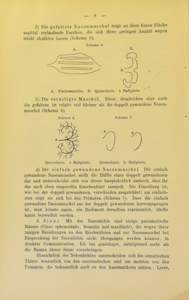2) Die gefaltete Nasenmuschel zeigt an ihrer freien Fläche sagittal verlaufende Furchen, die sich ihrer geringen Anzahl wegen leicht abzählen lassen (Schema 5). Schema 5. A. Flächenansicht. B. Querschnitt, h Haftplatte. 3) Die verästigte Muschel. Diese, desgleichen aber auch die gefaltete, ist relativ viel kleiner als die doppelt gewundene Nasen- muschel (Schema 6). Schema 6. Schema 7. Qnei-schnitt. h Haftplatte. Querschnitt, h. Haftphvtte. 4) Die einfach gewundene Nasenniuschel. Die einfach gewundene Nasenmuschel stellt die Hälfte einer doppelt gewundenen dar und unterscheidet sich von dieser hauptsächlich dadurch, dass ihr das nach oben eingerollte Knochenblatt mangelt. Die Einrollung ist, wie bei der doppelt gewundenen, verschieden ausgebildet; am einfach- sten zeigt sie sich bei den Primaten (Schema 7). Dass die einfach gewundene Nasenmuschel aus der doppelt gewundenen hervorgegangen ist, man könnte sagen, ein Rudiment derselben repräsentirt, dürfte kaum bezweifelt werden. d. S i n u s. Mit der Nasenhöhle sind einige pneumatische Räume (Sinus sphenoidalis, frontalis und maxillaris), die wegen ihrer innigen Beziehungen zu den Riechwülsten und zur Nasenmuschel bei Besprechung der Nasenhöhle nicht übergangen werden können, in direkter Communication. Ich bin genöthiget, anticipirend mehr als die Namen dieser Sinus vorzubringen. Hinsichtlich der Nebenhöhlen unterscheiden sich die osmatischen Thiere wesentlich von den anosmatischen und am meisten von den Primaten, die bekanntlich auch zu den Anosmatikern zählen, Leere,