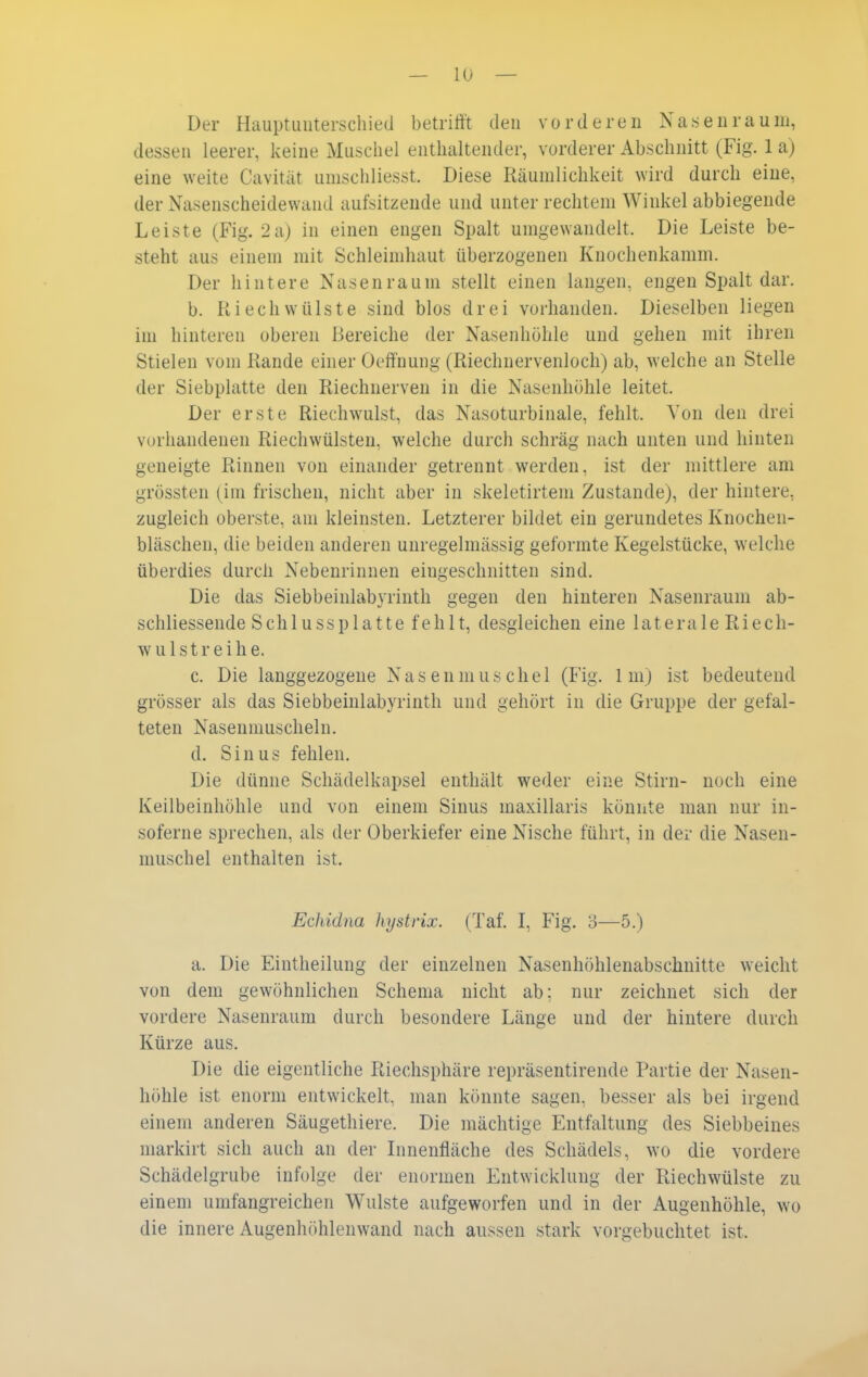 Der Haupt unterschied betrifft den vorderen Nasen räum, dessen leerer, keine Muschel enthaltender, vorderer Abschnitt (Fig. 1 a) eine weite Cavität umschliesst. Diese Räumlichkeit wird durch eine, der Nasenscheidewand aufsitzende und unter rechtem Winkel abbiegende Leiste (Fig. 2a) in einen engen Spalt umgewandelt. Die Leiste be- steht aus einem mit Schleimhaut überzogenen Knochenkamm. Der hintere Nasenraum stellt einen langen, engen Spalt dar. b. Riech Wülste sind blos drei vorhanden. Dieselben liegen im hinteren oberen Bereiche der Nasenhöhle und gehen mit ihren Stielen vom Rande einer Oeffnung (Rieclinervenloch) ab, welche an Stelle der Siebplatte den Riechnerven in die Nasenhöhle leitet. Der erste Riechwulst, das Nasoturbinale, fehlt. Von den drei vorhandenen Riechwülsten, welche durch schräg nach unten und hinten geneigte Rinnen von einander getrennt werden, ist der mittlere am grössten (im frischen, nicht aber in skeletirtem Zustande), der hintere, zugleich oberste, am kleinsten. Letzterer bildet ein gerundetes Knochen- bläschen, die beiden anderen unregelmässig geformte Kegelstücke, welche überdies durch Nebenrinnen eingeschnitten sind. Die das Siebbeinlabyrinth gegen den hinteren Nasenraum ab- schliessende Schlussplatte fehlt, desgleichen eine laterale Riech- wulstreihe. c. Die langgezogene Nasenmuschel (Fig. Im) ist bedeutend grösser als das Siebbeinlabyrinth und gehört in die Gruppe der gefal- teten Nasenmuscheln. d. Sinus fehlen. Die dünne Schädelkapsel enthält weder eine Stirn- noch eine Keilbeinliöhle und von einem Sinus maxillaris könnte man nur in- soferne sprechen, als der Oberkiefer eine Nische führt, in der die Nasen- muschel enthalten ist. Echidna hystrix. (Taf. I, Fig. o—5.) a. Die Eintheilung der einzelnen Nasenhöhlenabschnitte weicht von dem gewöhnlichen Schema nicht ab: nur zeichnet sich der vordere Nasenraum durch besondere Länge und der hintere durch Kürze aus. Die die eigentliche Riechsphäre repräsentirende Partie der Nasen- höhle ist enorm entwickelt, man könnte sagen, besser als bei irgend einem anderen Säugethiere. Die mächtige Entfaltung des Siebbeines markirt sich auch an der Linenfläche des Schädels, wo die vordere Schädelgrube infolge der enormen Entwicklung der Riechwülste zu einem umfangreichen Wulste aufgeworfen und in der Augenhöhle, wo die innere Augenhöhlenwand nach aussen stark vorgebuchtet ist.