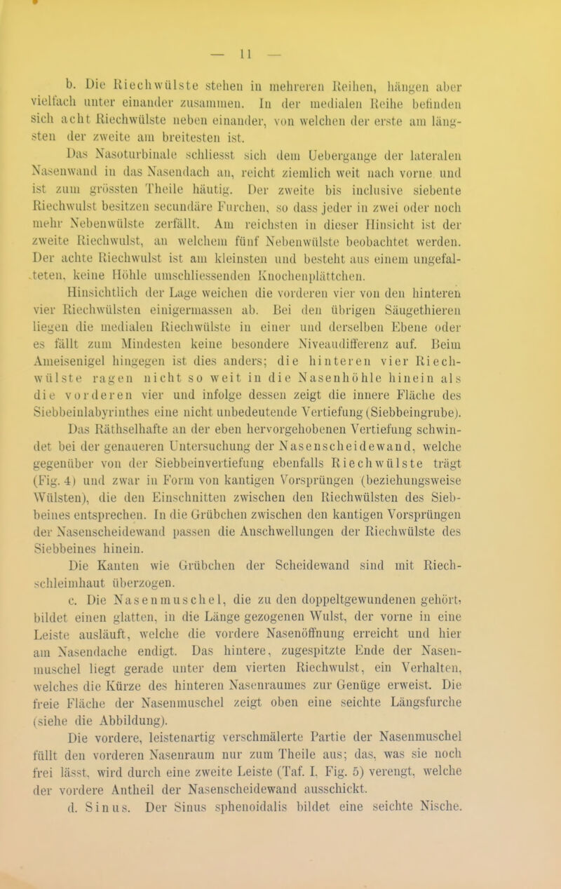 b. Diu Riech Wülste stehen in meiireren Reihen, hängen aber vielfach unter einander zusammen. In der medialen Reihe beünden sich acht Riechwülste neben einander, von welchen der erste am läng- sten der /weite am breitesten ist. Das Nasoturbinale schliesst sich dem Uebergange der lateralen Nasenwand in das Nasendach an, reicht ziemlich weit nach vorne und ist zum grössten Theile häutig. Der zweite bis inclusive siebente Riechwulst besitzen secundäre Furchen, so dass jeder in zwei oder noch mehr Nebenwülste zerfällt. Am reichsten in dieser Hinsicht ist der zweite Riechwulst, an welchem fünf Nebeuwülste beobachtet werden. Der achte Riechwulst ist am kleinsten und besteht aus einem ungefal- .teten, keine Höhle umschliessenden Knochenplättchen. Hinsichtlich der Lage weichen die vorderen vier von den hinteren vier Riechwülsten einigermassen ab. Bei den übrigen Säugethieren liegen die medialen Riechwülste in einer und derselben Ebene oder es fällt zum Mindesten keine besondere Niveaudifferenz auf. Beim Ameisenigel hingegen ist dies anders; die hinteren vier Riech- wülste ragen nicht so weit in die Nasenhöhle hinein als die vorderen vier und infolge dessen zeigt die innere Fläche des Siebbeinlabyrinthes eine nicht unbedeutende Vertiefung (Siebbeingrube). Das Räthselhafte an der eben hervorgehobenen Vertiefung schwin- det bei der genaueren Untersuchung der Nasenscheidewand, welche gegenüber von der Siebbeinvertiefung ebenfalls Riechwülste trägt (Fig. 4) und zwar in Form von kantigen Vorsprüngen (beziehungsweise Wülsten), die den Einschnitten zwischen den Riechwülsten des Sieb- beines entsprechen. In die Grübchen zwischen den kantigen Vorsprüngen der Nasenscheidewand passen die Anschwellungen der Riechwülste des Siebbeines hinein. Die Kauten wie Grübchen der Scheidewand sind mit Riech- Schleimhaut überzogen. c. Die Nas e n m us ch e 1, die zu den doppeltgewundenen gehörti bildet einen glatten, in die Länge gezogenen Wulst, der vorne in eine Leiste ausläuft, welche die vordere Nasenöffnung erreicht und hier am Nasendache endigt. Das hintere, zugespitzte Ende der Nasen- muschel liegt gerade unter dem vierten Riechwulst, ein Verhalten, welches die Kürze des hinteren Nasenraumes zur Genüge erweist. Die freie Fläche der Nasenmuschel zeigt oben eine seichte Längsfurche (siehe die Abbildung). Die vordere, leistenartig verschmälerte Partie der Nasenmuschel füllt den vorderen Nasenraum nur zum Theile aus; das, was sie noch frei lässt, wird durch eine zweite Leiste (Taf. L Fig. 5) verengt, welche der vordere Antheil der Nasenscheidewand ausschickt. d. Sinus. Der Sinus sphenoidalis bildet eine seichte Nische.