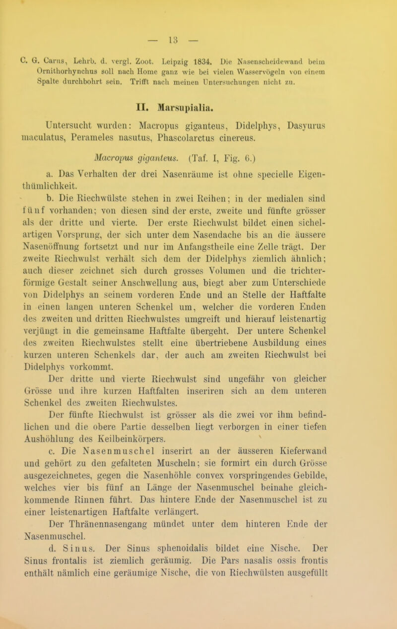 C. G. Oanis, Lehrb. d. vergl. Zoot. Leipzig 1834. Die Nasensclieidewand beim Ornitliorliynchus soll nach Home ganz wie bei vielen Wasservögeln von einem Spalte durchbohrt sein. Trifft nach meinen Untersuchungen nicht zu. II. Marsupialia. Untersucht wurden: Macropus giganteus, Didelphys, Dasyurus maculatus, Perameles nasutus, Phascolarctus cinereus. Macropus giganteus. {Tai. I, Fig. G.) a. Das Verhalten der drei Nasenräunie ist ohne specielle Eigen- thümlichkeit. b. Die Riechwülste stehen in zwei Reihen; in der medialen sind fünf vorhanden; von diesen sind der erste, zweite und fünfte grösser als der dritte und vierte. Der erste Riechwulst bildet einen sichel- artigen Vorsprung, der sich unter dem Nasendache bis an die äussere Nasenöflfnung fortsetzt und nur im Aufangstheile eine Zelle trägt. Der zweite Riechwulst verhält sich dem der Didelphys ziemlich ähnlich; auch dieser zeichnet sich durch grosses Volumen und die trichter- förmige Gestalt seiner Anschwellung aus, biegt aber zum Unterschiede von Didelphys an seinem vorderen Ende und an Stelle der Haftfalte in einen langen unteren Schenkel um, welcher die vorderen Enden des zweiten und dritten Riechwulstes umgreift und hierauf leistenartig verjüngt in die gemeinsame Haftfalte übergeht. Der untere Schenkel des zweiten Riechwulstes stellt eine übertriebene Ausbildung eines kurzen unteren Schenkels dar, der auch am zweiten Riechwulst bei Didelphys vorkommt. Der dritte und vierte Riechwulst sind ungefähr von gleicher Grösse und ihre kurzen Haftfalten inseriren sich an dem unteren Schenkel des zweiten Riechwulstes. Der fünfte Riechwulst ist grösser als die zwei vor ihm befind- lichen und die obere Partie desselben liegt verborgen in einer tiefen Aushöhlung des Keilbeinkörpers. c. Die Nasenmuschel inserirt an der äusseren Kieferwand und gehört zu den gefalteten Muscheln; sie formirt ein durch Grösse ausgezeichnetes, gegen die Nasenhöhle convex vorspringendes Gebilde, welches vier bis fünf an Länge der Nasenmuschel beinahe gleich- kommende Rinnen führt. Das hintere Ende der Nasenmuschel ist zu einer leistenartigen Haftfalte verlängert. Der Thränennasengang mündet unter dem hinteren Ende der Nasenmuschel. d. Sinus. Der Sinus sphenoidalis bildet eine Nische. Der Sinus frontalis ist ziemlich geräumig. Die Pars nasalis ossis frontis enthält nämlich eine geräumige Nische, die von Riechwülsten ausgefüllt