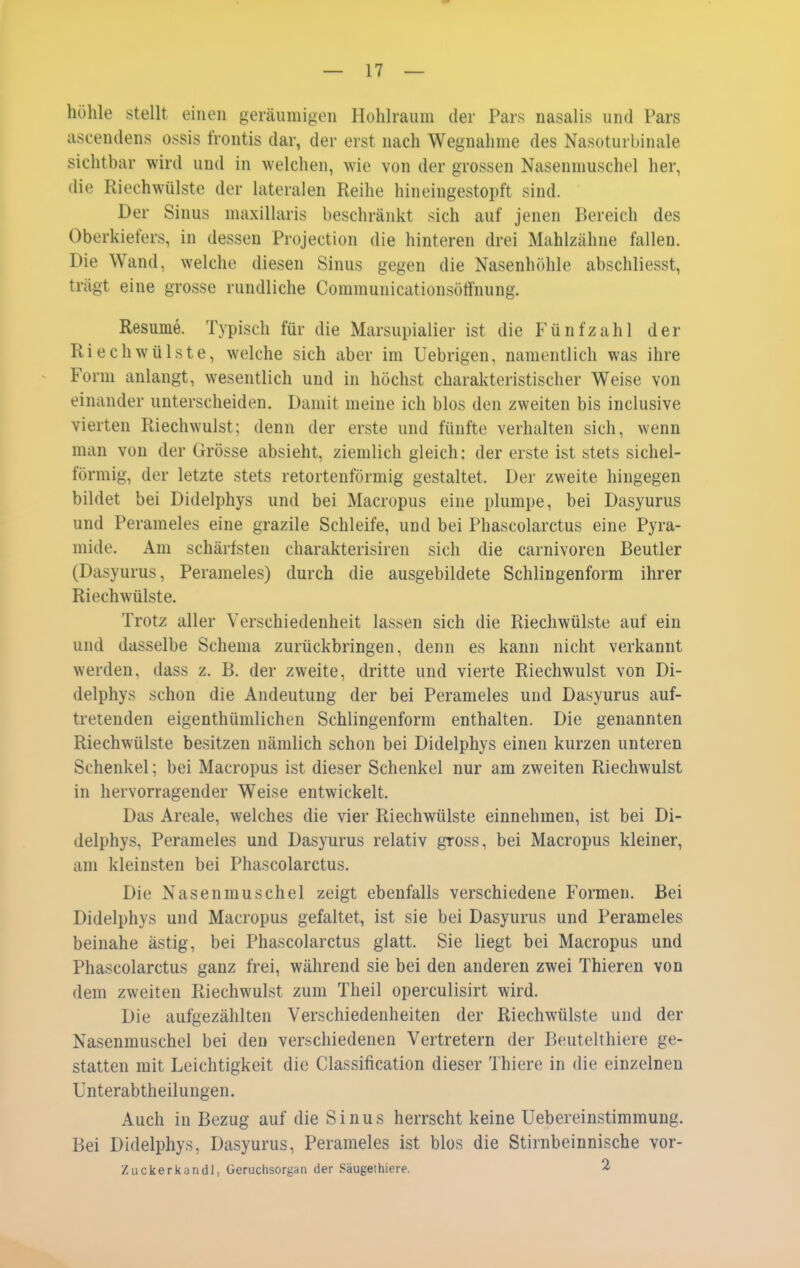 höhle stellt einen geräumigen Hohlraum der Pars nasalis und Pars ascendens ossis frontis dar, der erst nach Wegnahme des Nasoturbinale sichtbar wird und in welchen, wie von der grossen Nasenmuschel her, die Riechwülste der lateralen Reihe hineingestopft sind. Der Sinus maxillaris beschränlvt sich auf jenen Bereich des Oberkiefers, in dessen Projection die hinteren drei Mahlzähne fallen. Die Wand, welche diesen Sinus gegen die Nasenhöhle abschliesst, trägt eine grosse rundliche Communicationsötfnung, Resume. Typisch für die Marsupialier ist die Fünf zahl der Riech Wülste, welche sich aber im Uebrigen, namentlich was ihre Form anlangt, wesentlich und in höchst charakteristischer Weise von einander unterscheiden. Damit meine ich blos den zweiten bis inclusive vierten Riechwulst; denn der erste und fünfte verhalten sich, wenn man von der Grösse absieht, ziemlich gleich: der erste ist stets sichel- förmig, der letzte stets retortenförmig gestaltet. Der zweite hingegen bildet bei Didelphys und bei Macropus eine plumpe, bei Dasyurus und Perameles eine grazile Schleife, und bei Phascolarctus eine Pyra- mide. Am schärfsten cliarakterisiren sich die carnivoren Beutler (Dasyurus, Perameles) durch die ausgebildete Schlingenform ihrer Riechwülste. Trotz aller Verschiedenheit lassen sich die Riechwülste auf ein und dasselbe Schema zurückbringen, denn es kann nicht verkannt werden, dass z. B. der zweite, dritte und vierte Riechwulst von Di- delphys schon die Andeutung der bei Perameles und Dasyurus auf- tretenden eigenthümlichen Schlingenform enthalten. Die genannten Riechwülste besitzen nämlich schon bei Didelphys einen kurzen unteren Schenkel; bei Macropus ist dieser Schenkel nur am zweiten Riechwulst in hervorragender Weise entwickelt. Das Areale, welches die vier Riechwülste einnehmen, ist bei Di- delphys, Perameles und Dasyurus relativ gross, bei Macropus kleiner, am kleinsten bei Phascolarctus. Die Nasenmuschel zeigt ebenfalls verschiedene Formen. Bei Didelphys und Macropus gefaltet, ist sie bei Dasyurus und Perameles beinahe ästig, bei Phascolarctus glatt. Sie liegt bei Macropus und Phascolarctus ganz frei, während sie bei den anderen zwei Thieren von dem zweiten Riechwulst zum Theil operculisirt wird. Die aufgezählten Verschiedenheiten der Riechwülste und der Nasenmuschel bei den verschiedenen Vertretern der Beutelthiere ge- statten mit Leichtigkeit die Classification dieser Thiere in die einzelnen Unterabtheilungen. Auch in Bezug auf die Sinus herrscht keine Uebereinstimmung. Bei Didelphys, Dasyurus, Perameles ist blos die Stirnbeinnische vor- Zuckerkandl, Geruchsorgan der Säugethiere. 2.