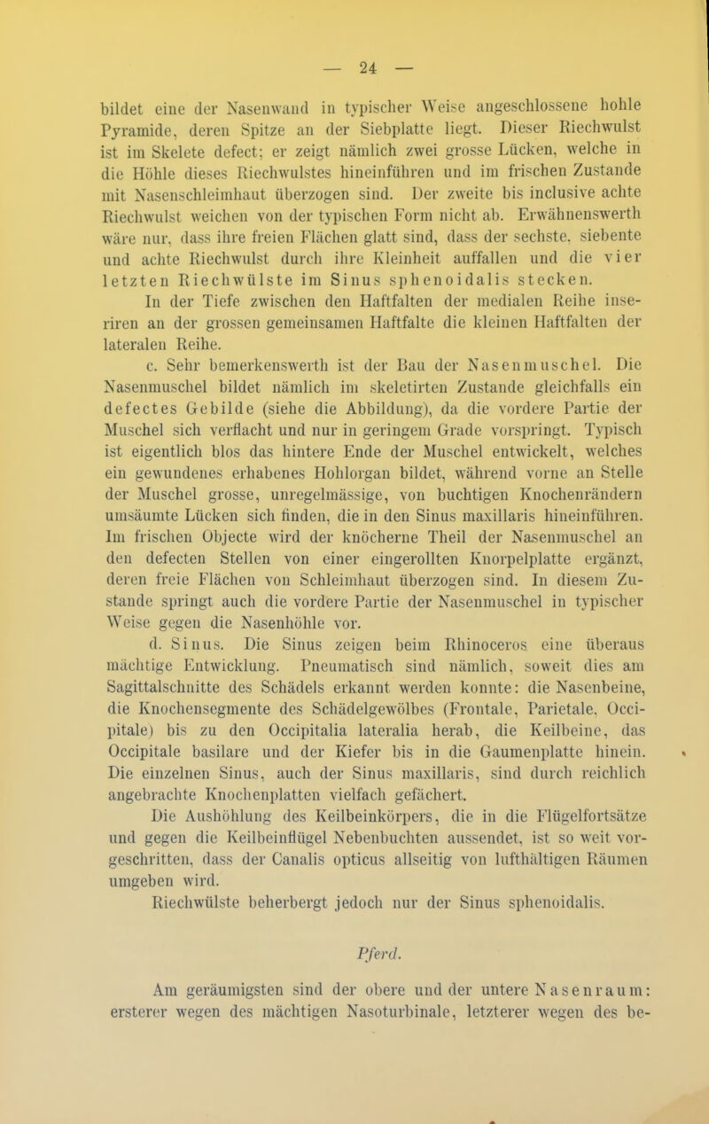 bildet eine der Nasenwand in typischer Weise angeschlossene hohle Pyramide, deren Spitze an der Siebplatte liegt. Dieser Riechwiilst ist im Skelete defect; er zeigt nämlich zwei grosse Lücken, welche in die Höhle dieses Riechwulstes hineinführen und im frischen Zustande mit Nasenschleimhaut überzogen sind. Der zweite bis inclusive achte Riechwulst weichen von der typischen Form nicht ab. Erwähnenswerth wäre nur, dass ihre freien Flächen glatt sind, dass der sechste, siebente und achte Riechwulst durch ihre Kleinheit auffallen und die vier letzten Riechwülste im Sinus sphenoidalis stecken. In der Tiefe zwischen den Haftfalten der medialen Reihe inse- riren an der grossen gemeinsamen Haftfalte die kleinen Haftfalten der lateralen Reihe. c. Sehr bemerkenswerth ist der Bau der Nasenmuschel. Die Nasenmuschel bildet nämlich im skeletirten Zustande gleichfalls ein defectes Gebilde (siehe die Abbildung), da die vordere Partie der Muschel sich verflacht und nur in geringem Grade vorspringt. Typisch ist eigentlich blos das hintere Ende der Muschel entwickelt, welches ein gewundenes erhabenes Hohlorgan bildet, ^vährend vorne an Stelle der Muschel grosse, unregelmässige, von buchtigen Knochenrändern umsäumte Lücken sich finden, die in den Sinus maxillaris hineinführen. Im frischen Objecte wird der knöcherne Theil der Nasenmuschel an den defecten Stellen von einer eingerollten Knorpelplatte ergänzt, deren freie Flächen von Schleimhaut überzogen sind. In diesem Zu- stande springt auch die vordere Partie der Nasenmuschel in typischer Weise gegen die Nasenhöhle vor. d. Sinus. Die Sinus zeigen beim Rhinoceros eine überaus mächtige Entwicklung. Pneumatisch sind nämlich, soweit dies am Sagittalschnitte des Schädels erkannt werden konnte: die Nasenbeine, die Knochensegmente des Schädelgewölbes (Frontale, Parietale, Occi- pitale) bis zu den Occipitalia lateralia herab, die Keilbeine, das Occipitale basilare und der Kiefer bis in die Gaumenplatte hinein. Die einzelnen Sinus, auch der Sinus maxillaris, sind durch reichlich angebrachte Knochenplatten vielfach gefächert. Die Aushöhlung des Keilbeinkörpers, die in die Fitigelfortsätze und gegen die Keilbeinfiügel Nebenbuchten aussendet, ist so weit vor- geschritten, dass der Canalis opticus allseitig von lufthältigen Räumen umgeben wird. Riechwülste beherbergt jedoch nur der Sinus sphenoidalis. Pferd. Am geräumigsten sind der obere und der untere Nasenraum: ersterer wegen des mächtigen Nasoturbinale, letzterer wegen des be-