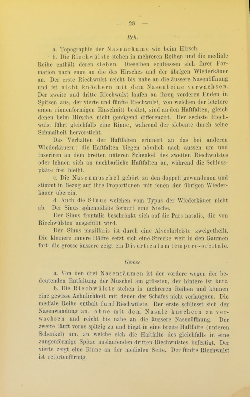 lieh. a. Topographie der Nasen räume wie beim Hirsch. b. Die Riech Wülste stehen in mehreren Reihen und die mediale Reihe enthält deren sieben. Dieselben schliessen sich ihrer For- mation nach enge an die des Hirsches und der übrigen Wiederkäuer an. Der erste Riechwulst reicht bis nahe an die äussere Nasenöffnung und ist nicht knöchern mit dem Nasenbeine verwachsen. Der zweite und dritte Riechwulst laufen an ihren vorderen Enden in Spitzen aus, der vierte und fünfte Riechwulst, von welchen der letztere einen rinnenförmigen Einschnitt besitzt, sind an den Haftfalten, gleich denen beim Hirsche, nicht genügend differenzirt. Der sechste Riech- wulst führt gleichfalls eine Rinne, während der siebente durch seine Schmalheit hervorsticht. Das Verhalten der Haftfalten erinnert an das bei anderen Wiederkäuern: die Haftfalten biegen nämlich nach aussen um und inseriren an dem breiten unteren Schenkel des zweiten Riechwulstes oder lehnen sich an nachbarliche Haftfalten an, während die Schluss- platte ft-ei bleibt. c. Die Nasenmuschel gehört zu den doppelt gewundenen und stimmt in Bezug auf ihre Proportionen mit jenen der übrigen Wieder- käuer übei'ein, d. Auch die Sinus weichen vom Typus der Wiederkäuer nicht ab. Der Sinus sphenoidalis formirt eine Nische. Der Sinus frontalis beschränkt sich auf die Pars nasalis, die von Riechwülsten ausgefüllt wird. Der Sinus maxillaris ist durch eine Alveolarleiste zweigetlieilt. Die kleinere innere Hälfte setzt sich eine Strecke weit in den Gaumen fort; die grosse äussere zeigt ein Diverticulum temporo-orbitale. Gemse. a. Von den drei Nasen räumen ist der vordere wegen der be- deutenden Entfaltung der Muschel am grössten, der hintere ist kurz. b. Die Riech Wülste stehen in mehreren Reihen und können eine gewisse Aehnlichkeit mit denen des Schafes nicht verläugnen. Die mediale Reihe enthält fünf Riechwülste. Der erste schliesst sich der Nasenwandung an, ohne mit dem' Nasale knöchern zu ver- wachsen und reicht bis nahe an die äussere Nasenöffnung. Der zweite läuft vorne spitzig zu und biegt in eine breite Haftfalte (unteren Schenkel) um, an welche sich die Haftfalte des gleichfalls in eine zungenförmige Spitze auslaufenden dritten Riechwulstes befestigt. Der vierte zeigt eine Rinne an der medialen Seite. Der fünfte Riechwulst ist retortenförmig.