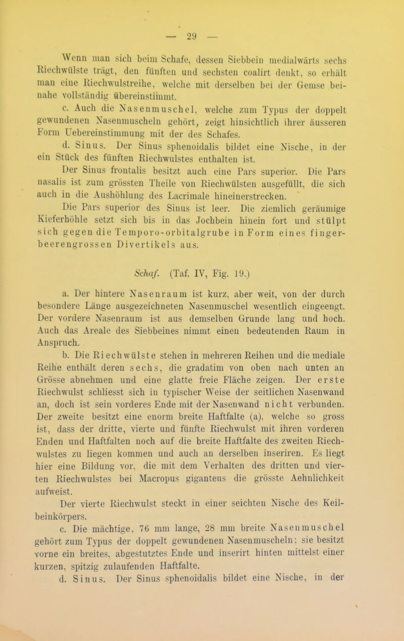 Wenn man sich beim Schafe, dessen Siebbein medialwärts sechs Riechwülste tragt, den fünften und sechsten coalirt denlvt, so erhält man eine Riechwulstreihe, welche mit derselben bei der Gemse bei- nahe vollständig- übereinstimmt. c. Auch die Nasenmuschel, welche zum Typus der doppelt gewundenen Nasenmuscheln gehört, zeigt hinsichtlich ihrer äusseren Form üebereinstimmung mit der des Schafes. d. Sinus. Der Sinus sphenoidalis bildet eine Nische, in der ein Stück des fünften Riechwulstes enthalten ist. Der Sinus frontalis besitzt auch eine Pars superior. Die Pars nasalis ist zum grössten Theile von Riecliwülsten ausgefüllt, die sich auch in die Aushöhlung des Lacrimale hineinerstrecken. Die Pars superior des Sinus ist leer. Die ziemlich geräumige Kieferhöhle setzt sich bis in das Jochbein hinein fort und stülpt sich gegen die Temporo-orbitalgrube in Form eines finger- beerengrossen Divertikels aus. Schaf. (Taf. IV, Fig. 19.) a. Der hintere Nasenraum ist kurz, aber weit, von der durch besondere Länge ausgezeichneten Nasenmuschel wesentlich eingeengt. Der vordere Nasenraum ist aus demselben Grunde lang und hoch. Auch das Areale des Siebbeines nimmt einen bedeutenden Raum in Anspruch. b. Die Riechwülste stehen in mehreren Reihen und die mediale Reihe enthält deren sechs, die gradatim von oben nach unten an Grösse abnehmen und eine glatte freie Fläche zeigen. Der erste Riechwulst schliesst sich in typischer Weise der seitlichen Nasenwand an, doch ist sein vorderes Ende mit der Nasenwand nicht verbunden. Der zweite besitzt eine enorm breite Haftfalte (a), welche so gross ist, dass der dritte, vierte und fünfte Riechwulst mit ihren vorderen Enden und Haftfalten noch auf die breite Haftfalte des zweiten Riech- wulstes zu liegen kommen und auch an derselben inseriren. Es liegt hier eine Bildung vor. die mit dem Verhalten des dritten und vier- ten Riechwulstes bei Macropus giganteus die grösste Aehnlichkeit aufweist. Der vierte Riechwulst steckt in einer seichten Nische des Keil- beinkörpers. c. Die mächtige, 76 mm lange, 28 mm breite Nasenmuschel gehört zum Typus der doppelt gewundenen Nasenmuscheln; sie besitzt vorne ein breites, abgestutztes Ende und inserirt hinten mittelst einer kurzen, spitzig zulaufenden Haftfalte. d. Sinus. Der Sinus sphenoidalis bildet eine Nische, in der