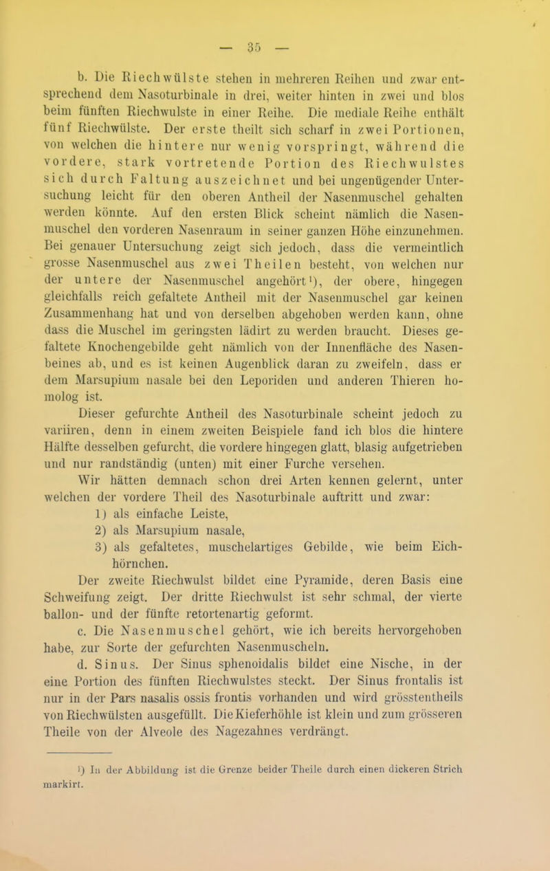 sprechend dem Nasoturbinale in drei, weiter hinten in zwei und blos beim fünften Riechwulste in einer Reihe. Die mediale Reihe enthält fünf Riechwülste. Der erste theilt sich scharf in zwei Portionen, von welchen die hintere nur wenig vorspringt, während die vordere, stark vortretende Portion des Riechwulstes sich durch Faltung auszeichnet und bei ungenügender Unter- suchung leicht für den oberen Antheil der Nasenmuschel gehalten werden könnte. Auf den ersten Blick scheint nämlich die Nasen- muschel den vorderen Nasenraum in seiner ganzen Höhe einzunehmen. Bei genauer Untersuchung zeigt sich jedoch, dass die vermeintlich grosse Nasenmuschel aus zwei Theilen besteht, von welchen nur der untere der Nasenmuschel angehört'), der obere, hingegen gleichfalls reich gefaltete Antheil mit der Nasenmuschel gar keinen Zusammenhang hat und von derselben abgehoben werden kann, ohne dass die Muschel im geringsten lädirt zu werden braucht. Dieses ge- faltete Knochengebilde geht nämlich von der Innenfläche des Nasen- beines tib, und es ist keinen Augenblick daran zu zweifeln, dass er dem Marsupium nasale bei den Leporiden und anderen Thieren ho- molog ist. Dieser gefurchte Antheil des Nasoturbinale scheint jedoch zu variiren, denn in einem zweiten Beispiele fand ich blos die hintere Hälfte desselben gefurcht, die vordere hingegen glatt, blasig aufgetrieben und nur randständig (unten) mit einer Furche versehen. Wir hätten demnach schon drei Arten kennen gelernt, unter welchen der vordere Theil des Nasoturbinale auftritt und zwar: 1) als einfache Leiste, 2) als Marsupium nasale, 3) als gefaltetes, muschelartiges Gebilde, wie beim Eich- hörnchen. Der zweite Riechwulst bildet eine Pyramide, deren Basis eine Schweifung zeigt. Der dritte Riechwulst ist sehr schmal, der vierte ballon- und der fünfte retortenartig geformt. c. Die Nasenmuschel gehört, wie ich bereits hervorgehoben habe, zur Sorte der gefurchten Nasenmuscheln. d. Sinus. Der Sinus sphenoidalis bildet eine Nische, in der eine Portion des fünften Riechwulstes steckt. Der Sinus frontalis ist nur in der Pars nasalis ossis frontis vorhanden und wird grösstentheils von Riechwülsten ausgefüllt. Die Kieferhöhle ist klein und zum grösseren Theile von der Alveole des Nagezahnes verdrängt. 1) In der Abbildung ist die Grenze beider Theile durch einen dickeren Strich markirt.