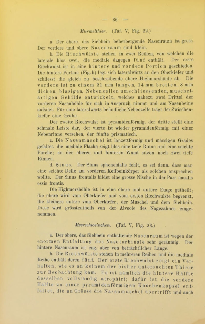 Murmelthier. (Taf. V, Fig. 22.) a. Der obere, das Siebbein beherbergende Nasenraum ist gross. Der vordere und obere Nasen räum sind klein. b. Die Riechwülste stehen in zwei Reihen, von welchen die laterale blos zwei, die mediale dagegen fünf enthält. Der erste Riechwulst ist in eine hintere und vordere Portion geschieden. Die hintere Portion (Fig. h) legt sich lateralwärts an den Oberkiefer und schliesst die gleich zu beschreibende obere Highmorshöhle ab. Die vordere ist zu einem 21 mm langen, 14 mm breiten, 8 mm dicken, blasigen, Nebenzellen umschliessenden, muschel- artigen Gebilde entwickelt, welches nahezu zwei Drittel der vorderen Nasenhöhle für sich in Anspruch nimmt und am Nasenbeine aufsitzt. Für eine lateralwärts befindliche Nebenzelle trägt der Zwischen- kiefer eine Grube. Der zweite Riechwulst ist pyramidenförmig, der dritte stellt eine schmale Leiste dar, der vierte ist wieder pyramidenförmig, mit einer Nebenrinne versehen, der fünfte prismatisch. c. Die Nasenmuschel ist lanzettförmig und mässigen Grades gefaltet, die mediale Fläche zeigt blos eine tiefe Rinne und eine seichte Furche; an der oberen und hinteren Wand sitzen noch zwei tiefe Rinnen. d. Sinus, Der Sinus sphenoidalis fehlt, es sei denn, dass man eine seichte Delle am vorderen Keilbeinkörper als solchen ansprechen wollte. Der Sinus frontalis bildet eine grosse Nische in der Pars nasalis ossis frontis. Die Highmorshöhle ist in eine obere und untere Etage getheilt; die obere wird vom Oberkiefer und vom ersten Riechwulste begrenzt, die kleinere untere vom Oberkiefer, der Muschel und dem Siebbein. Diese wird grösstentheils von der Alveole des Nagezahnes einge- nommen. Meerschweinchen. (Taf. V, Fig. 23.) a. Der obere, das Siebbein enthaltende Nasenraum ist wegen der enormen Entfaltung des Nasoturbinale sehr geräumig. Der hintere Nasenraum ist eng, aber von beträchtlicher Länge. b. Die Riech Wülste stehen in mehreren Reihen und die mediale Reihe enthält deren fünf. Der erste Riechwulst zeigt ein Ver- halten, wie es an keinem der bisher untersuchten Thiere zur Beobachtung kam. Es ist nämlich die hintere Hälfte desselben vollständig atrophirt; dafür ist die vordere Hälfte zu einer pyramidenförmigen Knochenkapsel ent- faltet, die an Grösse die Nasenmuschel übertrifft und auch