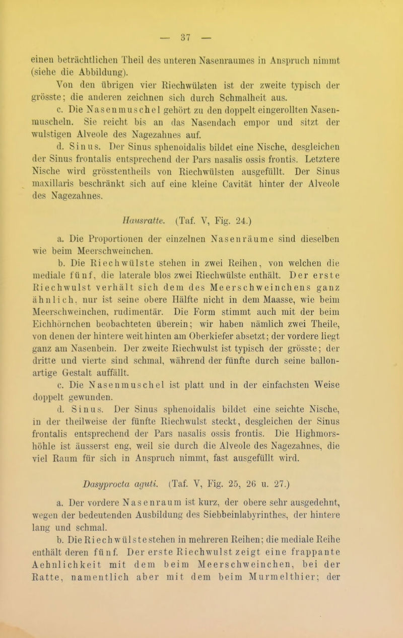 einen beträchtlichen Theil des unteren Nasenraumes in Anspruch nimmt (siehe die Abbildung). Von den übrigen vier Riechwülsten ist der zweite typisch der grösste; die anderen zeichnen sich durch Schmalheit aus. c. Die Nasenmuschel gehört zu den doppelt eingerollten Nasen- muscheln. Sie reicht bis an das Nasendach empor und sitzt der wulstigen Alveole des Nagezahnes auf. d. Sinus. Der Sinus sphenoidalis bildet eine Nische, desgleichen der Sinus frontalis entsprechend der Pars nasalis ossis frontis. Letztere Nische wird grösstentheils von Riechwülsten ausgefüllt. Der Sinus maxillaris beschränkt sich auf eine kleine Cavität hinter der Alveole des Nagezahnes. Hausratte. (Taf. V, Fig. 24.) a. Die Proportionen der einzelnen Nasen räume sind dieselben wie beim Meerschweinchen. b. Die Riech Wülste stehen in zwei Reihen, von welchen die mediale fünf, die laterale blos zwei Riecliwülste enthält. Der erste Riechwulst verhält sich dem des Meerschweinchens ganz ähnlich, nur ist seine obere Hälfte nicht in dem Maasse, wie beim Meerschweinchen, rudimentär. Die Form stimmt auch mit der beim Eichhörnchen beobachteten überein; wir haben nämlich zwei Theile, von denen der hintere weit hinten am Oberkiefer absetzt; der vordere liegt ganz am Nasenbein. Der zweite Riechwulst ist typisch der grösste; der dritte und vierte sind schmal, während der fünfte durch seine ballon- artige Gestalt auffällt. c. Die Nasenmuschel ist platt und in der einfachsten Weise doppelt gewunden. d. Sinus. Der Sinus sphenoidalis bildet eine seichte Nische, in der theilweise der fünfte Riechwulst steckt, desgleichen der Sinus frontalis entsprechend der Pars nasalis ossis frontis. Die Highmors- höhle ist äusserst eng, weil sie durch die Alveole des Nagezahnes, die viel Raum für sich in Anspruch nimmt, fast ausgefüllt wird. Dasyprocta aguti. (Taf. V, Fig. 25, 2G u. 27.) a. Der vordere Nasen räum ist kurz, der obere sehr ausgedehnt, wegen der bedeutenden Ausbildung des Siebbeinlabyrinthes, der hintere lang und schmal. b. Die Riech Wülste stehen in mehreren Reihen; die mediale Reihe enthält deren fünf. Der erste Riechwulst zeigt eine frappante Aehnlichkeit mit dem beim Meerschweinchen, bei der Ratte, namentlich aber mit dem beim Murmelthier; der
