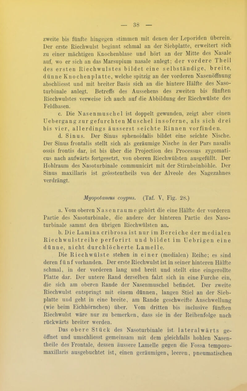 zweite bis fünfte hingegen .stimmen mit denen der Leporiden überein. Der erste Riechwulst beginnt schmal an der Siebplatte, erweitert sich zu einer mächtigen Knochenblase und hört an der Mitte des Nasale auf, wo er sich an das Marsupium nasale anlegt; der vordere Theil des ersten Riechwulstes bildet eine selbständige, breite, dünne Knochen platte, welche spitzig an der vorderen Nasenöffnung abschliesst und mit breiter Basis sich an die hintere Hälfte des Naso- turbinale anlegt. Betreffs des Aussehens des zweiten bis fünften Riechwulstes verweise ich auch auf die Abbildung der Riechwülste des Feldhasen. c. Die Nasenmuschel ist doppelt gewunden, zeigt aber einen Uebergang zur gefurchten Muschel insoferne, als sich drei bis vier, allerdings äusserst seichte Rinnen vorfinden. d. Sinus. Der Sinus sphenoidalis bildet eine seichte Nische. Der Sinus frontalis stellt sich als geräumige Nische in der Pars nasalis ossis frontis dar, ist bis über die Projection des Processus zygoraati- cus nach aufwärts fortgesetzt, von oberen Riechwülsten ausgefüllt. Der Hohlraum des Nasoturbinale communicirt mit der Stirnbeinhöhie. Der Sinus maxillaris ist grösstentheils von der Alveole des Nagezahnes verdrängt. Myopotamus coypus. (Taf. V, Fig. 28.) a. Vom oberen Nasen räume gehört die eine Hälfte der vorderen Partie des Nasoturbinale, die andere der hinteren Partie des Naso- turbinale sammt den übrigen Riechwülsten an. b. Die Lamina cribrosa ist nur im Bereiche der medialen Riech wulstreihe perforirt und bildet im Uebrigen eine dünne, nicht durchlöcherte Lamelle. Die Riech Wülste stehen in einer (medialen) Reihe; es sind deren fünf vorhanden. Der erste Riechwulst ist in seiner hinteren Hälfte schmal, in der vorderen lang und breit und stellt eine eingerollte Platte dar. Der untere Rand derselben falzt sich in eine Furche ein, die sich am oberen Rande der Nasenmuschel befindet. Der zweite Riechwulst entspringt mit einem dünnen, langen Stiel an der Sieb- platte und geht in eine breite, am Rande geschweifte Anschwellung (wie beim Eichhörnchen) über. Vom dritten bis inclusive fünften Riechwulst wäre nur zu bemerken, dass sie in der Reihenfolge nach rückwärts breiter werden. Das obere Stück des Nasoturbinale ist lateralwärts ge- öffnet und umschliesst gemeinsam mit dem gleichfalls hohlen Nasen- theile des Frontale, dessen äussere Lamelle gegen die Fossa temporo- maxillaris ausgebuchtet ist, einen geräumigen, leeren, pneumatischen