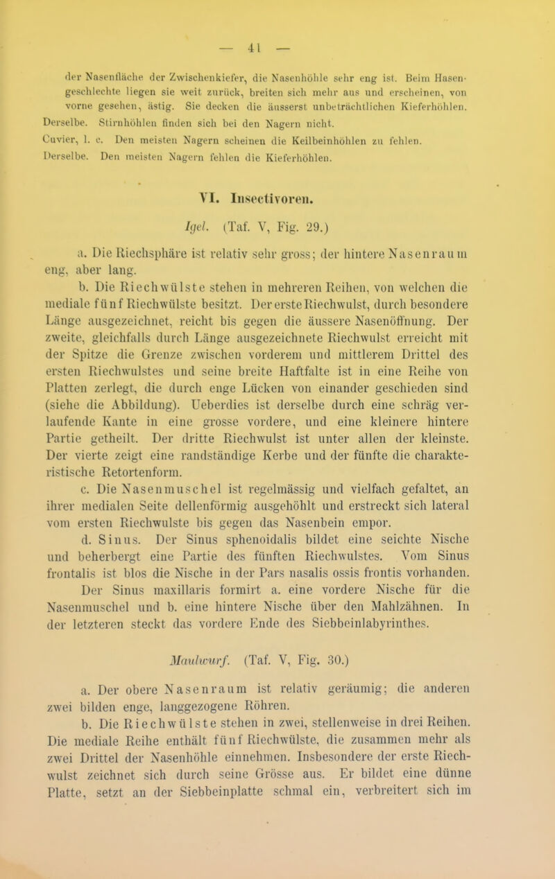 der Nasenfläche der Zwischenkieler, die Nasenhöhle sehr eng ist. Beim Hasen- geschlechte liegen sie weit zurück, breiten sich mehr aus und erscheinen, von vorne gesehen, ästig. Sie decken die äusserst unbeträchtlichen Kieferhöhlen. Derselbe. Stirnhöhlen finden sich bei den Nagern nicht. Cuvier, 1. e. Den meisten Nagern sclieinen die Keilbeinhöhlen zu fehlen. Derselbe. Den meisten Nagern fehlen die Kieferhöhlen. VI. Iiisectivoreii. Igel. (Taf. V, Fig. 29.) a. Die Rieclisphäre ist relativ sehr gross; der hintere Nasenrauin eng, aber lang. b. Die Riechwülste stehen in mehreren Reihen, von welchen die mediale fünf Riechwiilste besitzt. Der erste Riechwulst, durch besondere Länge ausgezeichnet, reicht bis gegen die äussere Nasenöft'nung. Der zweite, gleichfalls durch Länge ausgezeichnete Riechwulst erreicht mit der Spitze die Grenze zwischen vorderem und mittlerem Drittel des ersten Riechwulstes und seine breite Haftfalte ist in eine Reihe von Platten zerlegt, die durch enge Lücken von einander geschieden sind (siehe die Abbildung). Ueberdies ist derselbe durch eine schräg ver- laufende Kante in eine grosse vordere, und eine kleinere hintere Partie getheilt. Der dritte Riechwulst ist unter allen der kleinste. Der vierte zeigt eine randständige Kerbe und der fünfte die charakte- ristische Retortenform. c. Die Nasenmuschel ist regelmässig und vielfach gefaltet, an ihrer medialen Seite dellenförmig ausgehöhlt und erstreckt sich lateral vom ersten Riechwulste bis gegen das Nasenbein empor. d. Sinus. Der Sinus sphenoidalis bildet eine seichte Nische und beherbergt eine Partie des fünften Riechwulstes. Vom Sinus frontalis ist blos die Nische in der Pars nasalis ossis frontis vorhanden. Der Sinus maxillaris formirt a. eine vordere Nische für die Nasenmuschel und b. eine hintere Nische über den Mahlzähnen. In der letzteren steckt das vordere Ende des Siebbeinlabyrinthes. Mauhcurf. (Taf. V, Fig. 30.) a. Der obere Nasenraum ist relativ geräumig; die anderen zwei bilden enge, langgezogene Röhren. b. Die Riechwülste stehen in zwei, stellenweise in drei Reihen. Die mediale Reihe enthält fünf Riechwülste, die zusammen mehr als zwei Drittel der Nasenhöhle einnehmen. Insbesondere der erste Riech- wulst zeichnet sich durch seine Grösse aus. Er bildet eine dünne Platte, setzt an der Siebbeinplatte schmal ein, verbreitert sich im