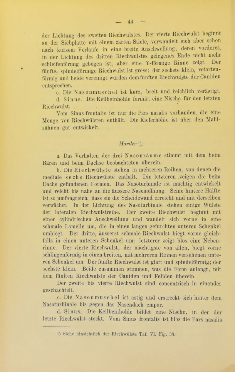 der Lichtung des zweiten Riechwulstes. Der vierte Riechwulst beginnt an der Siebplatte mit einem zarten Stiele, verwandelt sich aber schon nach kurzem Verlaufe in eine breite Anschwellung, deren vorderes, in der Lichtung des dritten Riechwulstes gelegenes Ende nicht mehr •schleifenförmig gebogen ist, aber eine Y-förmige Rinne zeigt. Der fünfte, spindelförmige Riechwulst ist gross; der sechste klein, retorten- förmig und beide vereinigt würden dem fünften Riechwulste der Caniden entsprechen. c. Die Nasenrauschel ist kurz, breit und i^eichlich verästigt. d. Sinus. Die Keilbeinhöhle formirt eine Nische für den letzten Riechwulst. Vom Sinus frontalis ist nur die Pars nasalis vorhanden, die eine Menge von Riechwülsteu enthält. Die Kieferhöhle ist über den Mahl- zähnen gut entwickelt. Mardtr '). a. Das Verhalten der drei Nasenräume stimmt mit dem beim Bären und beim Dachse beobachteten überein. b. Die Riech Wülste stehen in mehreren Reihen, von denen die mediale sechs Riechwülste enthält. Die letzteren .zeigen die beim Dachs gefundenen Formen. Das Nasoturbinale ist mächtig entwickelt und reicht bis nahe an die äussere Nasenöffnung. Seine hintere Hälfte ist so umfangreich, dass sie die Scheidewand erreicht und mit derselben verwächst. In der Lichtung des Nasoturbinale stehen einige Wülste der lateralen Riechwulstreihe. Der zweite Riechwulst beginnt mit einer cylindrischen Anschwellung und wandelt sich vorne in eine schmale Lamelle um, die in einen langen gefurchten unteren Schenkel umbiegt. Der dritte, äusserst schmale Riechwulst biegt vorne gleich- falls in einen unteren Schenkel um; letzterer zeigt blos eine Neben- rinne. Der vierte Riechwulst, der mächtigste von allen, biegt vorne schlingenförmig in einen breiten, mit mehreren Rinnen versehenen unte- ren Schenkel um. Der fünfte Riechwulst ist glatt und spindelförmig; der sechste klein. Beide zusammen stimmen, was die Form anlangt, mit dem fünften Riechwulste der Caniden und Feliden überein. Der zweite bis vierte Riechwulst sind concentrisch in einander geschachtelt. c. Die Nasenmuschel ist ästig und erstreckt sich hinter dem Nasoturbinale bis gegen das Nasendach empor. d. Sinus. Die Keilbeinhöhle bildet eine Nische, in der der letzte Riechwulst steckt. Vom Sinus frontalis ist blos die Pars nasalis I) Siehe hinsichtlich der Riechwülste Taf. VI, Fig. 33.