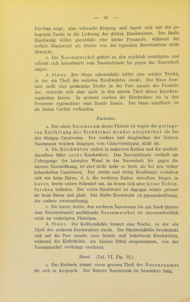 Furchen zeigt, eine schwache Biegung und lagert sich mit der ge- bogenen Partie in die Lichtung des dritten Eiechwulstes. Der fünfte Riecliwulst bildet gleichfalls eine kleine Pyramide, während der sechste Riechwulst als letzter von der typischen Retortenform nicht abweicht. c. Die Nasenmuschel gehört zu den reichlich verästigten und schiebt sich lateralwärts vom Nasoturbinale bis gegen das Nasendach empor. d. Sinus. Der Sinus sphenoidalis bildet eine seichte Nische, in der ein Theil des sechsten Riechwulstes steckt. Der Sinus fron- talis stellt eine geräumige Nische in der Pars nasalis des Frontale dar, erstreckt sich aber auch in den oberen Theil dieses Knochen- segmentes hinein. In ersterer reichen die Riechwülste bis in den Processus zygomaticus ossis frontis hinein. Der Sinus maxillaris ist als kleine Cavität vorhanden. Fisdiotter. a. Der obere Nasen räum dieses Thieres ist wegen der geringe- ren Entfaltung des Siebbeines minder ausgedehnt als bei den übrigen Carnivoren. Der vordere und desgleichen der hintere Nasenraum weichen hingegen vom Carnivorentypus nicht ab. b. Die Riechwülste stehen in mehreren Reihen und die mediale derselben führt sechs Riechwülste. Das Nasoturbinale verläuft am Uebergange der lateralen Wand in das Nasendach bis gegen die äussere Nasenölfnung, ist aber nicht mehr so breit, als bei den bisher behandelten Carnivoren. Der zweite und dritte Riechwulst verhalten sich wie beim Bären, d. h. die vorderen Enden derselben biegen in kurze, breite untere Schenkel um, an denen sich aber keine Neben- furchen befinden. Der vierte Riechwulst ist dagegen relativ grösser als beim Bären und glatt. Der fünfte Riechwulst ist pyramidenförmig, der sechste retortenform ig. c. Die kurze, breite, den vorderen Nasenraum bis ans Dach (hinter dem Nasoturbinale) ausfüllende Nasenmuschel ist ausserordentlich reich an verästigten Plättchen. d. Sinus. Die Keilbeinhöhle formirt eine Nische, in der ein Theil des sechsten Riechwulstes steckt. Die Stirnbeinhöhle beschränkt sich auf die Pars nasalis ossis frontis und beherbergt Riechwülste, während die Kieferhöhle, ein kleines Stück ausgenommen, von der Nasenmuschel verdrängt erscheint. Hund. (Taf. VI, Fig. 32.) a. Das Siebbein nimmt einen grossen Theil des Nasenraumes für sich in Anspruch. Der hintere Nasenraum ist besonders lang.