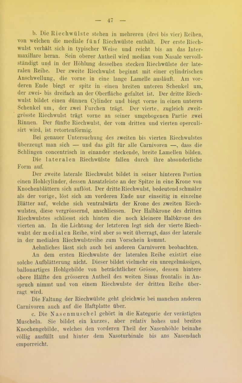 b. Die Riechwülste stehen in mehreren (drei bis vier) Reihen, von welchen die mediale fünf Riechwülste enthält. Der erste Riech- wulst verhält sich in typischer Weise und reicht bis an das Inter- maxillare heran. Sein oberer Antheil wird median vom Nasale vervoll- ständigt und in der Höhlung desselben stecken Riechwülste der late- ralen Reihe. Der zweite Riechwulst beginnt mit einer cylindrischen Anschwellung, die vorne in eine lange Lamelle ausläuft. Am vor- deren Ende biegt er spitz in einen breiten unteren Schenkel um, der zwei- bis dreifach an der Obertiäche gefaltet ist. Der dritte Riech- wulst bildet einen dünnen Cylinder und biegt vorne in einen unteren Schenkel um, der zwei Furchen trägt. Der vierte, zugleich zweit- grösste Riechwulst trägt vorne an seiner umgebogenen Partie zwei Rinnen. Der fünfte Riechwulst, der vom dritten und vierten operculi- sirt wird, ist retortenförmig. Bei genauer Untersuchung des zweiten bis vierten Riechwulstes überzeugt man sich — und das gilt für alle Carnivoren —, dass die Schlingen concentrisch in einander steckende, breite Lamellen bilden. Die lateralen Riechwülste fallen durch ihre absonderliche Form auf. Der zweite laterale Riechwulst bildet in seiner hinteren Portion einen Hohlcylinder, dessen Ansatzleiste an der Spitze in eine Krone von Knochenblättern sich auflöst. Der dritte Riechwulst, bedeutend schmäler als der vorige, löst sich am vorderen Ende nur einseitig in einzelne Blätter auf, welche sich ventralwärts der Krone des zweiten Riech- wulstes, diese vergrössernd, anschliessen. Der Halbkrone des dritten Riechwulstes schliesst sich hinten die noch kleinere Halbkrone des vierten an. In die Lichtung der letzteren legt sich der vierte Riech- wulst der medialen Reihe, wird aber so weit überragt, dass der laterale in der medialen Riechwulstreihe zum Vorschein kommt. Aehnliches lässt sich auch bei anderen Carnivoren beobachten. An dem ersten Riechwulste der lateralen Reihe existirt eine solche Aufblätterung nicht. Dieser bildet vielmehr ein unregelmässiges, ballonartiges Hohlgebilde von beträchtlicher Grösse, dessen hintere obere Hälfte den grösseren Antheil des weiten Sinus frontalis in An- spruch nimmt und von einem Riechwulste der dritten Reihe über- ragt wird. Die Faltung der Riechwülste geht gleichwie bei manchen anderen Carnivoren auch auf die Haftplatte über. c. Die Nasenmuschel gehört in die Kategorie der verästigten Muscheln. Sie bildet ein kurzes, aber relativ hohes und breites Knochengebilde, welches den vorderen Theil der Nasenhöhle beinahe völlig ausfüllt und hinter dem Nasoturbinale bis ans Nasendach emporreicht.