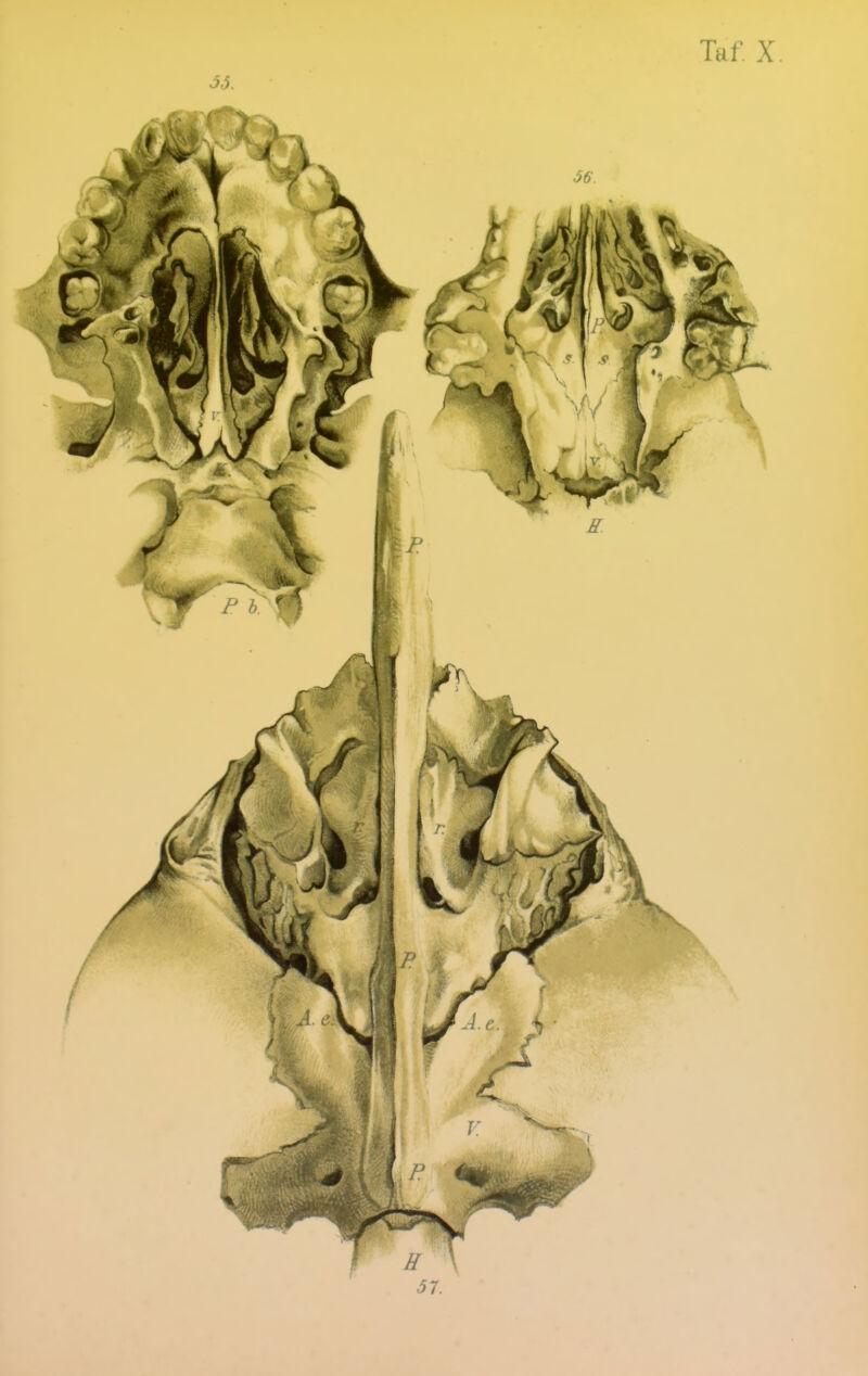 Taf X. 35. 37.