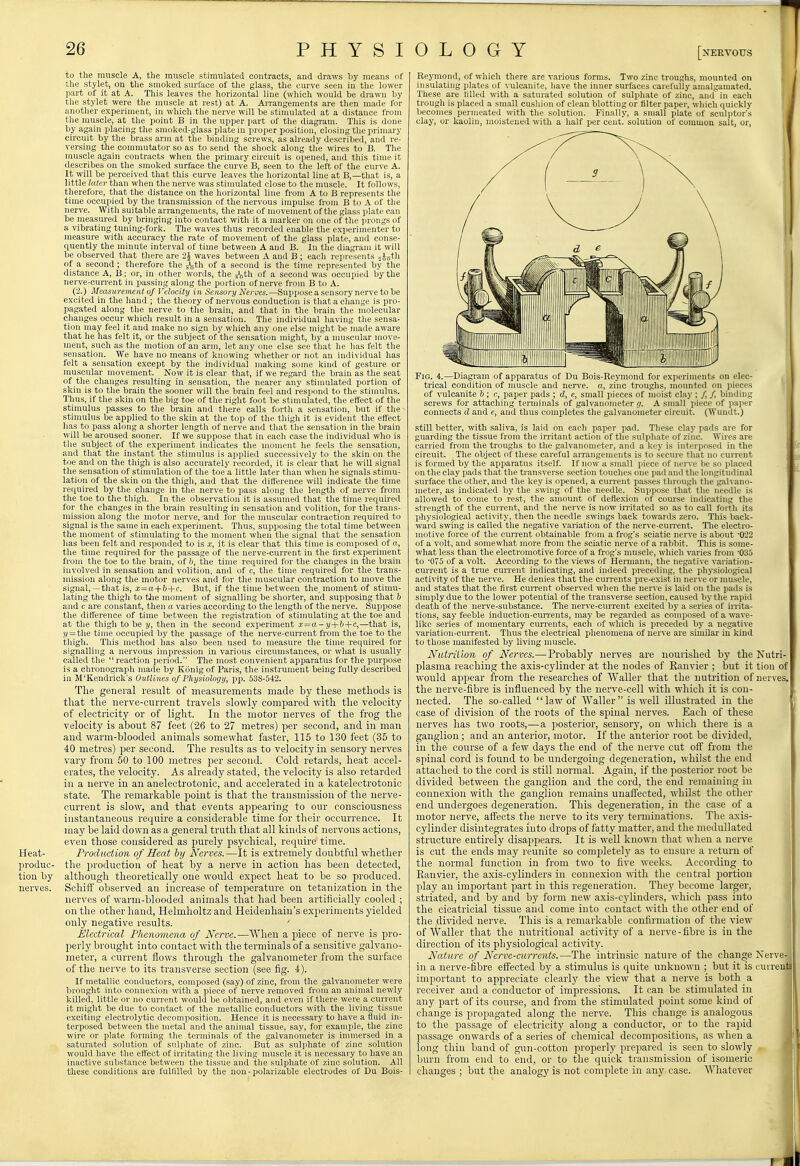 to tlie muscle A, the muscle stimulated contracts, and draws by means of the stylet, on the smoked surface of tlie glass, the curve seen in the lower part of it at A. This leaves the horizontal line (which would be drawn by the stylet were the muscle at rest) at A. Arrangements are then made for another experiment, in which tlie nerve will be stimulated at a distance from the muscle, at the point B in the upper jiart of the diagram. This is done by again placing the smoked-glass plate in proper position, closing the primary circuit by the brass arm at the binding screws, as already described, and re- versing the commutator so as to send the shock along the wires to B. The muscle again contracts when the primary circuit is opened, and tliis time it describes on the smoked surface the curve B, seen to the left of the curve A. It will be perceived that this curve leaves the horizontal line at B,—that is, a little later than when the nerve was stimulated close to the muscle. It follows, therefore, that the distance on the horizontal line from A to B represents the time occupied by the transmission of the nervous impulse from B to A of the nerve. With suitable arrangements, the rate of movement of the glass plate can be measured by bringing into contact with it a marker on one of the prongs of a vibrating tuning-fork. The waves thus recorded enable the experimenter to measure with accuracy the rate of movement of the glass plate, and conse- quently the minute interval of time between A and B. In the diagram it will be observed that there are 2J waves between A and B ; each represents jj^th of a second; therefore the s^jth of a second is the time represented by the distance A, B; or, in other words, the Ath of a second was occupied by the nerve-current in passing along the portion of nerve from B to A. (2.) Measurement of Velocity in Sensory Nerves.—Suppose a sensory nerve to be excited in the hand ; the theory of nervous conduction is that a change is pro- pagated along the nerve to the brain, and that in the brain the molecular changes occur which result in a sensation. The individual having the sensa- tion may feel it and make no sign by which any one else might be made aware that he has felt it, or the subject of the sensation might, by a muscular move- ment, such as the motion of an arm, let any one else see that he has felt the sensation. We have no means of knowing whether or not an individual has felt a sensation except by the individual making some kind of gesture or muscular movement. Now it is clear that, if we regard the brain as the seat of the changes resulting in sensation, the nearer any stimulated portion of skin is to the brain the sooner will the brain feel and respond to the stimulus. Thus, if the skin on the big toe of the right foot be stimulated, the effect of the stimulus passes to the brain and there calls forth a sensation, but if the stimulus be applied to the skin at the top of the thigh it is evident the efleet has to pass along a shorter length of nerve and that the sensation in the brain will be aroused sooner. If we suppose that in each case the individual who is the subject of the experiment indicates the moment he feels the sensation, and that the instant the stimulus is applied successively to the skin on the toe and on the tliigh is also accurately recorded, it is clear that he will signal the sensation of stimulation of the toe a little later than when he signals stimu- lation of the skin on the thigh, and that the difference will indicate the time required by the change in the nerve to pass along the length of nerve from the toe to the thigh. In the observation it is assumed that the time required for the changes in the brain resulting in sensation and volition, for the trans- mission along the motor nerve, and for the muscular contraction required to signal is the same in each experiment. Thus, supposing the total time between the moment of stimulating to the moment when the signal that the sensation has been felt and responded to is x, it is clear that this time is composed of o, the time required for the passage of the nerve-current in the first experiment from the toe to the brain, of b, the time required for the changes in the brain involved in sensation and volition, and of c, the time required for the trans- mission along the motor nerves and for the muscular contraction to move the signal,—that is, x=a+b+c. But, if the time between the moment of stimu- lating the thigh to tlie moment of signalling be shorter, and supposing that h and c are constant, then a varies according to the length of the nerve. Suppose the difference of time between the registration of stimulating at the toe and at the thigh to be y, then in the second experiment x=a-y+h+c,—that is, j/ = the time occupied by the passage of the nerve-current from the toe to the thigh. This method has also been used to measure the time required for signalling a nervous impression in various circumstances, or what is usually called the  reaction period. The most convenient apparatus for the purpose is a chronograph made by Konig of Paris, the instrument being fully described in M'Kendrick's Outlines of Physiology, pp. 538-542. The general result of measurements made by tliese methods is that the nerve-current travels slowly compared with the velocity of electricity or of light. In the motor nerves of the frog the velocity is about 87 feet (26 to 27 metres) per second, and in man and warm-blooded animals somewhat faster, 115 to 130 feet (35 to 40 metres) per second. The results as to velocity in sensory nerves vary from 50 to 100 metres per second. Cold retards, heat accel- erates, the velocity. As already stated, the velocity is also retarded in a nerve in an anelectrotonic, and accelerated in a katelectrotonic state. The remarkable point is that the transmission of the nerve- current is slow, and that events appearing to our consciousness instantaneous require a considerable time for their occurrence. It may be laid down as a general truth that all kinds of nervotts actions, even those considered as purely psychical, require time. Heat- Production of Heat by Nerves. —It is extremely doubtful whether produc- the jsroduction of heat by a nerve in action has been detected, tion by although theoretically one would expect heat to be so produced, nerves. Schiff observed an increase of temjierature on tetanization in the nerves of warm-blooded animals that had been artificially cooled ; on the other hand, Helmholtz and Heideuhain's experiments yielded only negative results. Electrical Phenomena of Nerve.—When a jjiece of nerve is pro- perly brought into contact with the terminals of a sensitive galvano- meter, a current flows through the galvanometer from the surface of the nerve to its transverse section (see fig. 4). If metallic conductors, composed (say) of zinc, from the galvanometer were brought into connexion with a piece of nerve removed from an animal newly killed, little or no current would be obtained, and even if there were a current it might be due to contact of the metallic conductors with the living tissue exciting electrolytic decomposition. Hence it is necessary to have a fluid in- terposed between the metal and the animal tissue, say, for example, the zinc wire or plate forming the terminals of the galvanometer is immersed in a saturated solution of sulphate of zinc. But as sulphate of zinc solution would have the effect of irritating the living muscle it is necessary to have an inactive substance between the tissue and the sulphate of zinc solution. All these conditions are fulfilled by the non-polarizable electrodes of Du Bois- Reymond, of which there are various forms. Two zinc troughs, mounted on insulating plates of ^■ulcanite, liave the inner surfaces carefully amalgamated. These are tilled with a saturated solution of sulphate of zinc, and in each trough is placed a small cushion of clean blotting or filter paper, which quickly becomes permeated with the solution. Finally, a small plate of sculptor's clay, or kaolin, moistened with a half per cent, solution of common salt, or, Fig. 4.—Diagram of apparatus of Du Bois-Reymoiid for experiments on elec- trical condition of muscle and nerve, o, zinc troughs, mounted on pieces of vulcanite b ; c, paper pads ; d, e, small pieces of moist clay ; / /, binding screws for attaching terminals of galvanometer g. A small piece of paper connects d and e, and thus completes the galvanometer circuit. (Wundt.) still better, with saliva, is laid on each paper pad. These clay pads are for guarding the tissue I'rom the irritant action of the sulpliate of zinc. Wires are carried from the troughs to the galvanometer, and a key is interposed in the circuit. The object of these careful arrangements is to secure tliat no current is formed by the apparatus itself. If now- a small piece of nerve lie so placed on the clay pads that the transvei'se section touches one pad and the longitudinal surface the other, and the key is opened, a current passes through the galvano- meter, as indicated by the swing of the needle. Suppose that the needle is allowed to come to rest, the amount of deflexion of course indicating the strength of the current, and the nerve is now in-itated so as to call forth its physiological activity, then the needle swings back towards zero. This back- ward swing is called tlie negative variation of the nerve-cun-ent. Tlie electro- motive force of the current obtainable from a frog's sciatic nerve is about 022 of a volt, and somewhat more from the sciatic nerve of a i-abbit. This is some- what less than the electromotive force of a frog's muscle, which varies from 'OSo to OTo of a volt. According to the views of Hermann, the negative variation- current is a true current indicating, and indeed preceding, the physiological activity of the nerve. He denies that the currents pre-exist in nerve or muscle, and states that the first cuiTent observed when the nerve is laid on the pads is simply due to the lower potential of the transverse section, caused by the rapid death of the nerve-substance. The nerve-current excited by a series of irrita- tions, say feeble induction-cun-ents, may be regarded as composed of a wave- like series of momentary currents, each of which is preceded by a negative variation-current. Thus the electrical phenomena of nerve are similar in kind to those manifested by living muscle. Nutrition of Nerves.— Probably nerves are nourished by the Nutri- plasma reaching the axis-cylinder at the nodes of Ranvier ; but it tion of would ajijiear from the researches of Waller that the nutrition of nerves, the nerve-fibre is influenced by the nerve-cell with wliich it is con- nected. The so-called law of Waller is well illustrated in the ■ case of division of the roots of the spinal nerves. Each of these nerves has two roots,—a posterior, sensory, on which there is a ganglion; and an anterior, motor. If the anterior root be divided, in the course of a few days the end of the nerve cut ofl: from the spinal cord is found to be undergoing degeneration, whilst the end attached to the cord is still normal. Again, if the posterior root be divided between the ganglion and the cord, the end remaining in connexion with the ganglion remains unaffected, whilst the other end undergoes degeneration. This degeneration, in the case of a motor nerve, affects the nerve to its very terminations. The axis- cylinder disintegrates into drops of fatty matter, and tlie medullated structure entirely disappears. It is well known that when a nerve is cut the ends may reunite so completely as to ensure a return of the normal function in from two to five weeks. According to Ranvier, the axis-cylinders in connexion with the central portion play an important part in this regeneration. They become larger, striated, and by and by form new axis-cylinders, which pass into the cicatricial tissue and come into contact with the other end of the divided nerve. This is a remarkable conlirmation of the view of Waller that the nutritional activity of a nerve - fibre is in the direction of its physiological activity. Nature of Nerm-currents.—The intrinsic nature of the change Nerve- in a nerve-fibre effected by a stimulus is quite unknown ; but it is currents important to appreciate clearly the view that a nerve is both a receiver and a conductor of impressions. It can be stimulated in any part of its course, and from the stimulated point some kind of change is propagated along the nerve. This change is analogous to the passage of electricity along a conductor, or to the rapid passage onwards of a series of chemical decompositions, as when a long thin band of gun-cotton properly prepared is seen to slowly bui'n from end to end, or to the quick transmission of isomeric changes ; but the analogy is not complete in any case. Whatever F