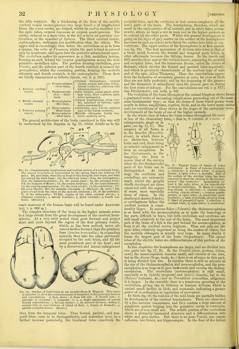 the fifth ventricle. By a tliiekening of the floor of the middle cerebral vesicle {mcscnccplialon) two large bundLs of longitudinal fibres, the crura cerebri, are formed, whilst its roof is modified into the optic lobes, corpora biyemina or corpora quadrigemina. The cavity, reduced to a mere tube, is the iter a tertio ad qiuirtum voi- iriculuni, or the aqueduct of Sylvius. The third cerebral vesicle, mylencephaloii, undergoes less modification than the others. The upper wall is exceedingly thin before the cerebellum so as to form a lamina, the valve of Vieussens, whilst the part behind is covered only by membrane, and opens into the posterior subarachnoid space. The cerebellum makes its appearance as a thin medullary lamina, forming an arch behind the corpora quadrigemina across the wide primitive medullary tube. The portion foi'ming cerebellum, 2>o<if> Varolii, and the anterior part of the fourth ventricle is termed the epencepluiloii, whilst the remaining portion, forming the medulla oblongata and foiu'th ventricle, is the 'iiietencejjhalon. These facts are briefly summarized as follows (Quain, vol. ii. p. 828). (Cerebral lieiiiisplieres, corpora I'd. Prosencephalon ) striata, corpus callosuin, fornix, —Fore-brain, j lateral ventricles, olfactory bulb 1. Anterior cerebral! \ (rhineneeplialon). vesicle. j 6. Thalamenceph- t Optic tlialauii, pineal gland, pitui- alon — Inter- J. tary body, tliird ventricle, optic brain. ( nerve (primarily). 2 Middle cerebral (r IVfesencptibnlnn f Corpora quadrigemina, crura cere- V cle I -MiS^i ain «?«duct of Sylvius, optic I • nerve (secondarily). (d. Epeneephalon ( Cerebellum, pons Varolii, anterior 3. Posterior primary J —Hind-brain. ( part of the fourth ventricle. vesicle. j e. Metencephalon j Medulla oblongata, fourth ven- \ —After-brain. ( triele, auditory nerve. The general architecture of the brain considered in this way will be understood by the diagram in fig. 15, whilst details as to the /•u .^i JV ■^fV^ mr. x> 1 I. >1 Ch VI—'ZH CG ' Fig. 15.—Diagrammatic longitudinal and vertical section of a vertebrate brain. The lamina terminalis is represented by the strong black line between FM and 3. Mb, mid-brain, what lies in front of this being the fore-brain, and what lies behind the hind-brain ; Olf, the olfactory lobes ; Hmp, the hemisplieres ; ThE, the thalamencephalon ; Pn, the pineal gland ; Py, the pituitary body ; FM, tlie foramen of Monro ; CS, the corpus striatum; Tk, the optic tlialamus ; CQ, the corpora quadrigemina; CC, the crura cerebri; Cb, the cerebellum; PV, the pons Varolii; MO, the medulla oblongata ; I, olfactorii; II, optici; III, point of exit from the brain of the motores oculorum ; IV, of tlie pathetici; V, of the abducentes ; VI-XII, origins of the other cerebral nerves ; 1, olfactory ventricle; 2, lateral ventricle; 3, third ventricle; 4, fourth ven- tricle. (Huxley.) exact anatomy of the liuman brain will be found under Anatomy (vol. i. p. 869 sq.). The complex structure of the brain in the higher animals arises to a large extent from the great development of the cerebral hemi- spheres. At a very early period these grow forward and project more and more beyoud the region of the fii-st primary vesicle, . which, as has been noticed, never ad- vances farther forward than the pituitary fossa {lamiiui terminalis); in expanding upwards they take the place previously occupied by the mid-brain, and fill the most prominent part of the head ; and by a downward and lateral enlargement B Fig. 16.—Surface of foetal brain at six months (from R. Wagner). Tliis figure is intended to show the commencement of formation of the principal lissures and convolutions. A, from above ; B, from left side. F, frontal lobe; P, parietal; 0, occijjital; T, temporal; a, a, a, slight appearance of several frontal convolutions ; s, Sylvian Assure; s', its anterior division ; within C, central lobe or convolutions of island of Reil; r, fissure of Rolando; 2h parieto-oeeipital fissure. (Quain.) they form the temporal lobes. Thus frontal, parietal, and tem- poral lobes come to be distinguishable, and somewhat later, by a farther increase posteriorly, the hindmost lobes constitute the occipital lobes, and the cerebrum at last covers completely all the lower pai'ts of the brain. The hemispheres, therefore, which are small in the early embryo of all animals, and in adult fishes perma- nently, attain so large a size in man and in the higher animals as to conceal all the other parts. Whilst this general development is going on the layer of grey matter on the surface of the heuiisiihcres increases to such an extent as to throw the surface into folds or con- volutions. The upper surface of the hemispheres is at first smooth (see fig. 16). The first appearance of division into lobes is that of a blunt notch between the frontal and temporal parts below, in what afterwards becomes the Sylvian fissure. In the fourth and fifth months there appear the vertical fissui-e, separating the parietal and occipital lobes, and the transverse fissure, called the fissure of Rolando, which divides the frontal and parietal lobes sujjeriorly, and which is peculiarly characteristic of the cerebral type of man and of the apes (Allen Thomson). Then the convolutions appear from the formation of secondary grooves or sulci, for even at birth they are not fully perfected ; and by the deepening of the grooves and the formation of subordinate ones the jirocess goes on during the first years of infancy. For the convolutions see vol. i. p. 873 ; also Phrekology, vol. xviii. p. 847. The evolution of the brain throughout the animal kingdom shows Develc a graduated series of increasing complicalion proceeding out of the ment < same fundamental type ; so that the forms of brain found perma- brain i nently in fishes, amphibians, reptiles, birds, and in the lower mam- animal mals are rejjetitions of those shown in the stages of the embryonic series development of the brain of one of the higher animals. In the whole class of fishes the brain retains throughout life more or less of the elementai-y form,— that is, it consists of a scries of enlargements, single or in paii's (see fig. 17, C). The simplest of all forms is in the lancelet {Branchio- stoma), in which there is no distinction between brain and cord, there being no anterior enlargement to form an encephalon. In the Cyclostomata, as the lampreys, the form is nearer that of the embryo when the five fundamental parts of the brain can be distinguished. At this stage the cerebrum and cerebellum are extremely small, wliilst the ganglia chiefly developed are those connected with the organs of sense, more especially those of vision. In the sharks and skaXe,s{Selcu:hii, or cartilaginous fishes) the Fig. 17.—Tj-pical forms of brains of lower vertebrates. A. Brain of tortoise {Tcstudo). 1, olfactory; 2, cerebral lobes ; 3, corpora striata ; 4, optic lobes ; 5, medulla. Part of tlie surface of the cerebral lobes has been removed to show the cavities in tlie interior, termed the ventricles. Immediately be- hind 4, the optic lobes, is the imperfectly^ developed cerebellum. B. Brain of common frog (Italia), a, olfactory; b, cerebral lobes covering corpora sti iata; c, corpora quadri- gemina, or optic lobes; d, cerebellum (rudi- mentary) ; s, back of medulla, showing fossa. C. Brain of gurnard {Trigla). 1, olfactory; 2, cerebral lobes; 3, oijtic lobes; 4, cerebellum. cerebral portion is consi derably larger. In osseous fishes (Tcleostci) the thalamencephalon is so fused with the mesencephalon as to make the homologj' of the parts difficult to trace, but both cerebeUuni and cerebrum are still small relatively to the rest of the brain. The most imjiortant part of the brain of a fish is the part behind the mesencephalon, as from it all the cerebral nerves originate. Thus not only are the optic lobes relatively important as being the centres of vision, but the medulla oblongata is usually very large. In many sharks it forms the largest part of the brain (Gegenbauer). The spinal lobes of the electric fishes are differentiations of this portion of the encephalon. In the Amphibia the hemispheres are larger, and are divided into two parts (see fig. 17, B). In the Urodcla (siren, proteus, triton, newt) the mesencephalon remains small, and consists of one lobe, but in the Anura (frogs, toads, &c.) there is an advance in this part, it being divided into two. In reptiles there is still an advance in the size of the thalamencephalon and mesencephalon, and the pros- encephalon is so large as to pass baticwards and overlap the thalam- encephalon. The cerebellum (metencephalon) is still small, especially so in Opihidii (serpents) and Saurii (lizards), but in the Chelonii (tortoises, &c.) and in Crocodilini (crocodiles, alligators) it is larger. In the crocodile there is a transverse grooving of the cerebellum, giving rise to foliation or laminar division, which is carried much farther in birds and mammals, indicating a greater power of co-ordination or regulation of movement. In birds (fig. 18) the vesicles of the mid-brain are partially hidden by development of the cerebral hemispheres. These are connected by a fine anterior commissure, and they contain a large amount of ganglionic matter bulging into the primitive cavity or ventricles, which are of very small size. The middle portion of the cerebellum shows a distinctly laminated structure and a differentiation into white and grey matter. But there is no pons Varolii, nor corpus callosum, nor forni.x, nor hippocampus. In the floor of the lateral