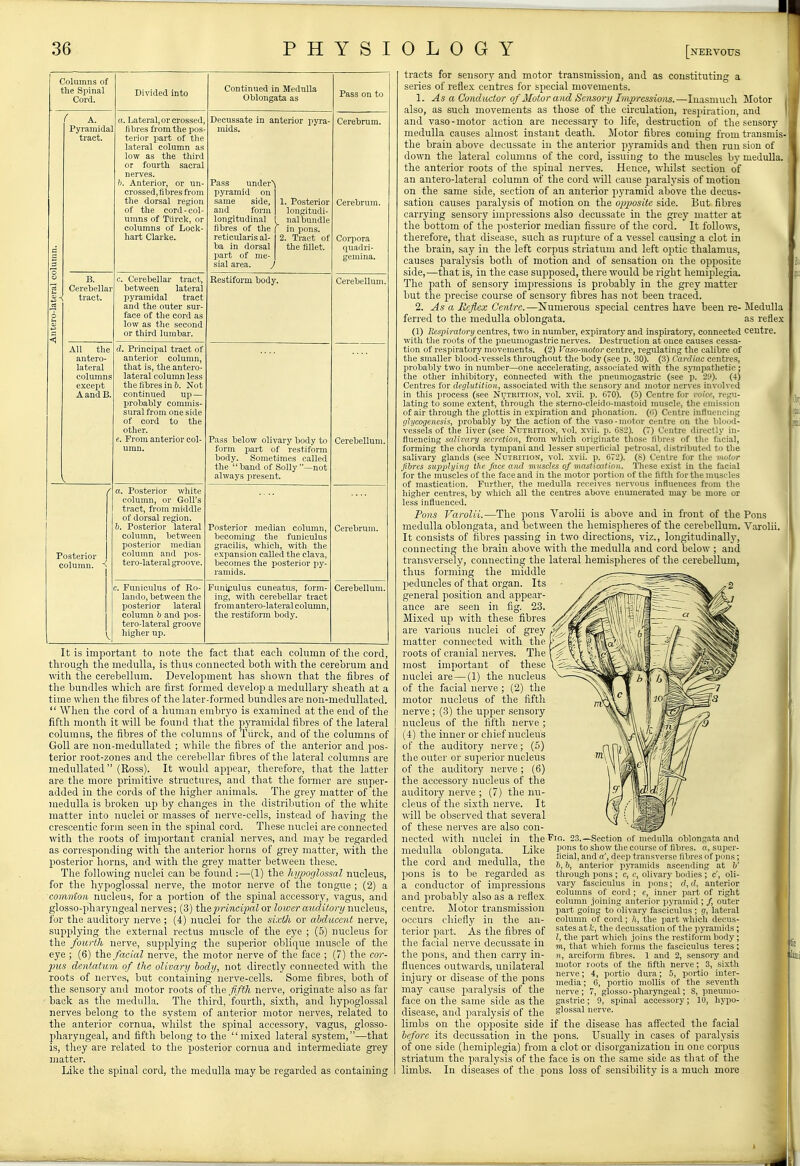 Columns of the Spinal Cord. ( A. Pyramidal tract, B. Cerebellar tract, All the antero- lateral columns except A and B. Posterior column. Divided into a. Lateral, or crossed, fibres from the pos terior part of the lateral column as low as the third or fourth sacral nerves. ft. Anterior, or un crossed,fibres from the dorsal region of the cord-col- umns of Tiirek, or columns of Lock- hart Clarke. . Cerebellar tract, between lateral pyramidal tract and the outer sur- face of the cord as low as the second or third lumbar. (1. Principal tract of anterior column, that is, the antero- lateral column less the fibres in 6. Not continued up — probably commis- sural from one side of cord to the other. c. From anterior col- umn. a. Posterior white column, or Goll's tract, from middle of dorsal region. &. Posterior lateral column, between posterior median column and pos- tero-lateral groove. Funiculus of Ro- lando, between the posterior lateral column b and pes- tero-lateral groove higher up. Continued in Medulla Oblongata as Decussate in anterior pyra- mids. Pass under^ pyramid on same side, and form longitudinal 1. Posterior longitudi nal bundle fibres of tlie f in pons, reticularis al- I 2. Tract of ba in dorsal the fillet, part of me- | sial area. J Restiform body. Pass below olivary body to form part of restiform body. Sometimes called the band of Solly —not always present. Posterior median column, becoming the funiculus gracilis, which, with the expansion called the clava, becomes the posterior py- ramids. Pun^^^ulus cuneatus, form- ing, with cerebellar tract from antero-lateral column, the restiform body. Pass on to Cerebrum. Cerebrum. Corpora quadri- gemina. Cerebellum. Cerebellum. Cerebrum. Cerebellum. It is important to note tlie fact tliat eacli column of the cord, through the medulla, is thus connected both with the cerebrum and with the cerebellum. Development has shown that the fibres of the bundles which are first formed develop a medullar}' sheath at a time when the fibres of the later-formed bundles are non-medullated.  When the cord of a human embryo is examined at the end of the fifth month it will be found that the pyramidal fibres of the lateral columns, the fibres of the columns of Tiirek, and of the columns of GoU are non-medullated ; wdiile the fibres of the anterior and pos- terior root-zones and the cerebellar fibres of the lateral columns are meduUated  (Ross). It would appear, therefore, that the latter are the more primitive structures, and that the former are super- added in the cords of the higher animals. The grey matter of the medulla is broken up by changes in the distribution of the white matter into nuclei or masses of nerve-cells, instead of having the crescentic form seen in the spinal cord. These nuclei are connected with the roots of important cranial nerves, and may be regarded as corresponding with the anterior horns of grey matter, with the posterior horns, and with the grey matter between these. The following nuclei can be found :—(1) the hypoglossal nucleus, for the hypoglossal nerve, the motor nerve of the tongue ; (2) a coninion nucleus, for a portion of the spinal accessory, vagus, and glosso-pharyngeal nerves; (3) t\\%]mndiMlox lower auditory imclevis, for the auditory nerve ; (4) nuclei for the sixth or abditccnt nerve, supplying the external rectus muscle of the eye ; (5) nucleus for the fourth nerve, supplying the superior oblique muscle of the eye ; (6) the facial nerve, the motor nerve of the face ; (7) the cor- 2nis deiitatmn of the olivary body, not directly connected with the roots of nerves, but containing nerve-cells. Some fibres, both of the sensory and motor roots of the ffth nerve, originate also as far back as the medulla. The third, fourth, sixth, and hypoglossal nerves belong to the system of anterior motor nerves, related to the anterior cornua, whilst the spinal accessory, vagus, glosso- pliaryngeal, and fifth belong to the mixed lateral system,—that is, they are related to the posterior cornua and intermediate gi'ey matter. Like the spinal cord, the medulla may be regarded as containing tracts for sensory and motor transmission, and as constituting a series of reflex centres for special movements. 1. As a Conductor of Motor and Sensory Tmprcssions.—Inasmuch Motor also, as such movements as those of the circulation, resjiiration, and and vaso-motor action are necessary to life, destruction of the sensory medulla causes almost instant death. Motor fibres coming from transmis- the brain above decussate in the anterior pyramids and then run sion of down the lateral columns of the cord, issuing to the muscles by medulla, the anterior roots of the spinal nerves. Hence, wliilst section of an antero-lateral column of the cord will cause paralj'sis of motion on the same side, section of an anterior pyramid above the decus- sation causes paralysis of motion on the opjiositc side. But fibres carrying sensory impressions also decussate in the gi-ey matter at the bottom of the posterior median fissure of the cord. It follows, therefore, that disease, such as rupture of a vessel causing a clot in the brain, say in the left corpus striatum and left optic thalamus, causes paralysis both of motion and of sensation on the opposite side,—that is, in the case supposed, there would be right hemiplegia. The path of sensory impressions is probably in the grey matter but the precise course of sensory fibres has not been traced. 2. As a Keflex Centre.—Numerous special centres have been re- Medulla ferred to the medulla oblongata. as reflex (1) ifespirafori/centres, two in number, expiratory and inspii-atory, connected centre, with the roots of the pneumogastric nerves. Destruction at once causes cessa- tion of respiratory movements. (2) I'aio-motor centre, regulating the calibre of the smaller blood-vessels throughout the body (see p. 30). (3) Cardiac centres, probably two in number—one accelerating, assoi'iated with the sjnnpathetic ; the other inhibitory, connected with the pneumogastric (see p. 29). (4) Centres for deglutition, associated with the sensory and motor nerves involved in this process (see Nutrition, vol. xvii. p. 670). (.5) Centre for roice, regu- lating to some extent, through the sterno-cleido-mastoid muscle, the emission of air through the glottis in expiration and plionatioii. (li) Centre inttuencing glycogenesis, probably by the action of the vaso-motor centre on the Vilood- ■\-essels of the liver (see Nutrition, vol. xvii. p. 0S2). (7) Centre directly in- fluencing saUrary secretion, from which originate those fibres of the f;icial, forming the chorda tympani and lesser superficial petro.sal, distributed to tlie salivary glands (see Nutrition, vol. xvii. p. 672). (8) Centre for the iiiutvr fibres supplying the face ami muscles of mastication, 'lliese exist in the facial for the muscles of the face and in the motor portion of the fifth for the muscles of mastication. Further, the medulla receives nervous influences from the higher centres, by which all the centres above enumerated may be more or less influenced. Pons Varolii.—The pons Varolii is above and in front of the Pons medulla oblongata, and between the hemispheres of the cerebellum. Varolii. It consists of fibres passing in two directions, viz., longitudinally, connecting the brain above with the medulla and cord below ; and transversely, connecting the lateral hemisplieres of the cerebellum, thus forming the middle jieduncles of that organ. Its general position and appear- ance are seen in fig. 23. Mixed up with these fibres are various nuclei of grey matter connected with the roots of cranial nerves. The most important of these nuclei are — (1) the nucleus of the facial nerve ; (2) the motor nucleus of the fifth nerve ; (3) the upper sensory nucleus of the fifth nerve ; (4) the inner or chief nucleus of the auditory nerve; (5) the outer or sujierior nucleus of the auditory nerve ; (6) the accessory nucleus of the auditory nerve ; (7) the nu- cleus of the sixth nerve. It will be observed that several of these nerves are also con- nected Avith nuclei in the^'w. 23.—Section of medulla oblongata and medulla oblongata Like pons to show the course of fibres, a, super- ' ficial, and a', deep transverse fibres of pons; 6,6, anterior pjTamids ascending at li' through pons ; c, c, olivary bodies ; c', oli- vary fasciculus in pons; <:', d, anterior columns of cord ; e, inner part of right column .joining anterior pjTamid ; /, outer part going to olivary fasciculus ; g, lateral column of cord ; k, the part which decus- sates at the decussation of the ]iyramiils ; I, the part which .joins the restiform body; m, that which forms the fasciculus teres; n, arciform fibres. 1 and 2, sensory and motor roots of the fifth nerve; 3, sixth nerve; 4, portio dura; 5, portio inter- media ; 6, portio mollis of the seventh nerve; 7, glosso-pharyngeal; 8, pneumo- gastric ; !), spinal accessory; 10, hypo- glossal nerve. the cord and medulla, the pons is to be regarded as a conductor of impressions and probably also as a reflex centre. Jlotor transmission occurs eliiefly in the an- terior part. As the fibres of the facial nerve decussate in the pons, and then carry in- fluences outwards, unilateral injury or disease of the pons may cause paralysis of the face on the same side as the disease, and paralysis of the limbs on the opposite side if the disease has affected the facial before its decussation in the pons. Usually in cases of paralysis of one side (hemiplegia) from a clot or disorganization in one corpus striatum the paralysis of the face is on the same side as that of the limbs. In diseases of the pons loss of sensibility is a much more