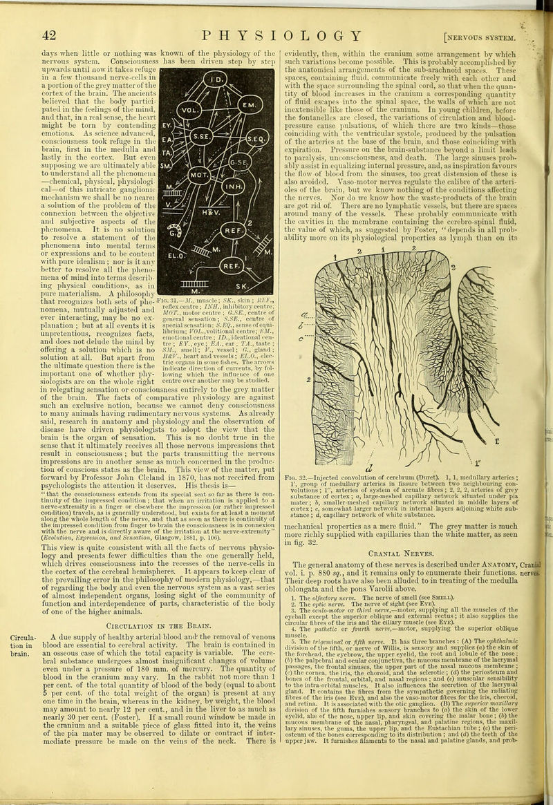 daj's when little or nothing was known of the physiology of the nervous system. Consciousness has been di-iveu step by step upwards until now it takes refuge in a few thousand nerve-cells in a portion of the grey matter of the cortex of the brain. The ancients believed that the body partici- pated in the feelings of the mind, and that, in a real sense, the heart might be torn by contending emotions. As science advanced, consciousness took refuge in the brain, first in the medulla and lastly in the cortex. But eveu supposing we are ultimately able to understand all the phenomena —chemical, physical, pliysiologi^ cal—of this intricate ganglionii mechanism we shall be no nearei a solution of the problem of the connexion between the objective and subjective aspects of the I phenomena. It is no solution to resolve a statement of the phenomena into mental terms or expressions and to be content with pure idealism ; nor is it any better to resolve all the pheno- mena of mind into terms describ- ing physical conditions, as in pure materialism. A philosophy ' that recognizes both sets of j^he- Fic..^3l. nomena, mutually adjusted and ever interacting, may be no ex- planation ; but at all events it is unpretentious, recognizes facts, and does not delude the mind by ofi'ering a solution which is no solution at all. But apart from the ultimate question there is the important one of whether phy Circula- tion in brain. M., musele; SK., skin ; IIKF., reflex centre ; INH., inhibitory centre; MOT., motor centre ; G.SE., centre of general sensation; S.SE., centre of special sensation; 6'. EQ., sense of equi- librium; FOZ,.,volitional centre; KM., emotional centre ; ID., ideational cen- tre ; EY., eye ; EA., ear ; TA., taste ; .SiV., smell; V., vessel; G., gland ; H£-V., heart and vessels ; EL.O., elec- tric organs in some fishes. The arrows indicate direction of currents, by fol- lomng which the influence of one centre over another may be studied. siologists are on the whole riglit in relegating sensation or consciousness entirely to the grey matter of the brain. The facts of comparative physiology are against such an exclusive notion, because we cannot deny consciousness to many animals having rudimentary nei vous systems. As already said, research in anatomy and phj^siology and the observation of disease have driven physiologists to adopt the view that the brain is the organ of sensation. This is no doubt true in the sense that it ultimately receives all those nervous impressions that result in consciousness ; but the parts transmitting the nervous impressions are in another sense as much concerned in the produc- tion of conscious states as the brain. This view of the matter, put forward by Professor John Cleland in 1870, has not received from psychologists the attention it deserves. His thesis is— that the consciousness extends from its special seat so far as there is con- tinuity of the impressed condition; that wlien an irritation is applied to a nerve-extremity in a finger or elsewhere the impression (or rather impressed condition) travels, as is generally understood, but exists for at least a irioment along the whole length of the nerve, and that as soon as there is continuity of the impressed condition from finger to brain the consciousness is in connexion with tlie nerve and is directly aware of the irritation at the nerve-extremity  (Evolution, Expression, and Sensation, Glasgow, 1881, p. 106). This view is quite consistent with all the facts of nervous physio- logy and presents fewer difficulties than the one generally held, which drives consciousness into the recesses of the nerve-cells in the cortex of the cerebral hemispheres. It appears to keep clear of the prevailing error in the philosophy of modern physiology,—that of regarding the body and even the nervous system as a vast series of almost independent organs, losing sight of the community of function and interdependence of parts, characteristic of the body of one of the higher animals. C1RCUL.4.TION IN THE BE-A-IN. A due supply of healthy arterial blood and' the removal of venous blood are essential to cerebral activity. The brain is contained in an osseous case of which the total capacity is variable. The cere- bral substance undergoes almost insignificant changes of volume even under a pressure of 180 mm. of mercury. The quantity of blood in the cranium may vary. In the rabbit not more than 1 per cent, of the total quantity of blood of the body (equal to about 5 per cent, of the total weight of the organ) is present at any one time in the brain, whereas in the kidney, by weight, the blood may amount to nearly 12 per cent., and in the liver to as much as nearly 30 per cent. (Foster). If a small round window be made in the cranium and a suitable piece of glass fitted into it, the veins of the pia mater may be observed to dilate or contract if inter- mediate pressure be made on the veins of the neck. There is evidently, then, within the cranium some arrangement by which such variations become possible. This is probablj' accomplished by the anatomical arrangements of the sub-arachnoid spaces. These spaces, containing fluid, communicate freely with each other and w ith the space surrounding the spinal cord, so that when the quan- tity of blood increases in the cranium a corresponding quantity of fluid escapes into the spinal space, the Avails of which are not inextensible like those of the cranium. In young children, before the fontanelles are closed, the variations of circulation and blood- pressure cause pulsations, of which there are two kinds—those coinciding with the ventricular systole, produced by the i)ulsation of the ai teiies at the base of the brain, and those coinciding with expiration. Pressure on the brain-substance beyond a limit leads to paralysis, unconsciousness, and death. The large sinuses prob- ably assist in equalizing internal pressure, and, as inspiration favours the flow of blood from the sinuses, too great distension of these is also avoided. Vaso-motor nerves regulate the calibre of the arteri- oles of the brain, but we know nothing of the conditions aff'ecting the nerves. Nor do we know how the waste-x^roducts of the brain are got rid of. There are no lymphatic vessels, but there are spaces around many of the vessels. These probabl}' communicate with the cavities in the membrane containing the cerebro-spinal fluid, the value of which, as suggested by Foster, depends in all prob- ability more on its physiological properties as lymph than on its Fig. 32.—Injected convolution of cerebrum (Duret). 1, 1, medullai-y arteries ; 1', gi'oup of medullary arteries in fissm-e between two neighbouring con- volutions ; 1, arteries of system of arcuate fibres; 2, 2, 2, arteries of grey substance of cortex; a, large-meshed capillary network situated under pia mater; 6, smaller-meshed capillary network situated in middle layers of cortex; c, somewhat larger network in internal layers adjoining white sub- stance ; d, capillary network of wliite substance. mechanical properties as a mere fluid. The grey matter is much more richly supplied with cajjillaries than the white matter, as seen in fig. 32. Cranial Nerves. The general anatomy of these nerves is described under Anatomy, Cranial vol. i. p. 880 sq., and it remains only to enumerate their functions, nerves. Their deep roots have also been alluded to in treating of the medulla oblongata and the pons Varolii above. 1. The olfactory nerim. The nerve of smell (see Smell). 2. The op<ic nerve. The nerve of sight (see Bye). 3. The ocnlo-motor or third iieri'e,—motor, snjiplying all the muscles of the eyeball except the superior oblique and external rectus ; it also supplies the circular fibres of the iris and the ciliary muscle (see Eye). 4. The pathetic or fourth nerve,—motor, supplying the superior oblique muscle. 5. The trigeminal or ffth nerve. It has three branches : (A) The opldhabnio division of the fifth, or nerve of Willis, is sensory and supplies (a) the skin of the forehead, the eyebrow, the upper eyelid, the root and lobule of the nose : (h) the palpebral and ocular conjunctiva, the raucous membrane of the lacrymal passages, the frontal sinuses, tlie upper part of the nasal mucous membrane ; (c) the cornea, the iris, the choroid, and the sclerotic ; (d) the periosteum and bones of the frontal, orbital, and nasal regions ; and (c) muscular sensibihty I to the intra-orbital muscles. It also influences the secretion of the lacrymal gland. It contains the fibres from the sympathetic governing the radiating fibres of the iris (see Eye), and also the vaso-motor fibres for the iris, choroid, and retina. It is associated with the otic ganglion. (B) Tlie superior viaxillary division of the fifth furnishes sensory branches to (a) the skin of the lower eyelid, ala; of the nose, upper lip, and skin covering the malar bone; (b) the ^ mucous membrane of the nasal, pharyngeal, and palatine regions, the maxil- lary sinuses, the gums, the upper hp,'and the Eustachian tube; (c) the peri- osteum of the bones corresponding to its distribution ; and (d) the teeth of the upper jaw. It furnishes filaments to the nasal and palatine glands, and prob-