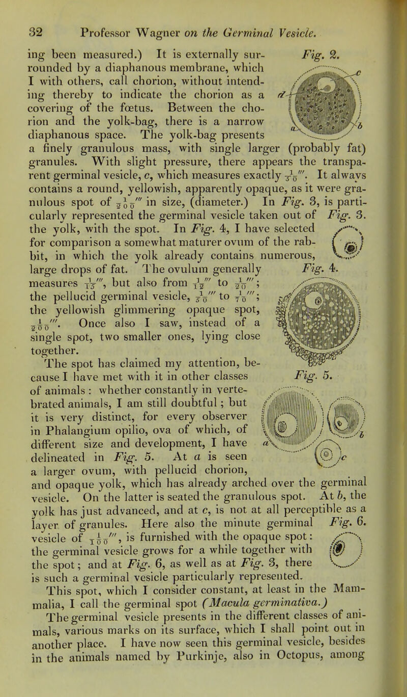 ing been measured.) It is externally sur- Fig. 2. rounded by a diaphanous membrane, which I with others, call chorion, without intend- ing thereby to indicate the chorion as a covering of the foetus. Between the cho- rion and the yolk-bag, there is a narrow diaphanous space. The yolk-bag presents a finely graniilous mass, with single larger (probably fat) granules. With slight pressure, there appears the transpa- rent germinal vesicle, c, which measures exactly xg'. It always contains a round, yellowish, apparently opaque, as it were gra- nnlous spot of 200' size, (diameter.) In Fig. 3, is parti- cularly represented the germinal vesicle taken out of Fig. 3. the yolk, with the spot. In Fig. 4, I have selected /—*^ for comparison a somewhat maturer ovum of the rab- ( ^.j bit, in which the yolk already contains numerous, K.:^' large drops of fat. The ovulum generally Fig. 4. measures jY, but also from ^Y' to ^V' the pellucid germinal vesicle, j^' to 75'; the yellowish glimmering opaque spot, Once also I saw, instead of a single spot, two smaller ones, lying close together. The spot has claimed my attention, be- cause I have met with it in other classes of animals : whether constantly in verte- brated animals, I am still doubtful; but it is very distinct, for every observer in Phalangium opilio, ova of which, of different size and development, I have «V delineated in Fig. 5. At a is seen a larger ovum, with pellucid chorion, and opaque yolk, which has already arched over the germinal vesicle. On the latter is seated the granulous spot. At b, the yolk has just advanced, and at c, is not at all perceptible as a layer of granules. Here also the minute germinal Fig. 6. vesicle of 15/, is furnished with the opaque spot: the germinal vesicle grows for a while together with the spot; and at Fig. 6, as well as at Fig. 3, there is such a germinal vesicle particularly represented. This spot, which I consider constant, at least in the Mam- malia, I call the germinal spot (Macula germinativa.) The germinal vesicle presents in the different classes of ani- mals, various marks on its surface, which I shall point out in another place. I have now seen this germinal vesicle, besides in the animals named by Purkinje, also in Octopus, among '9j