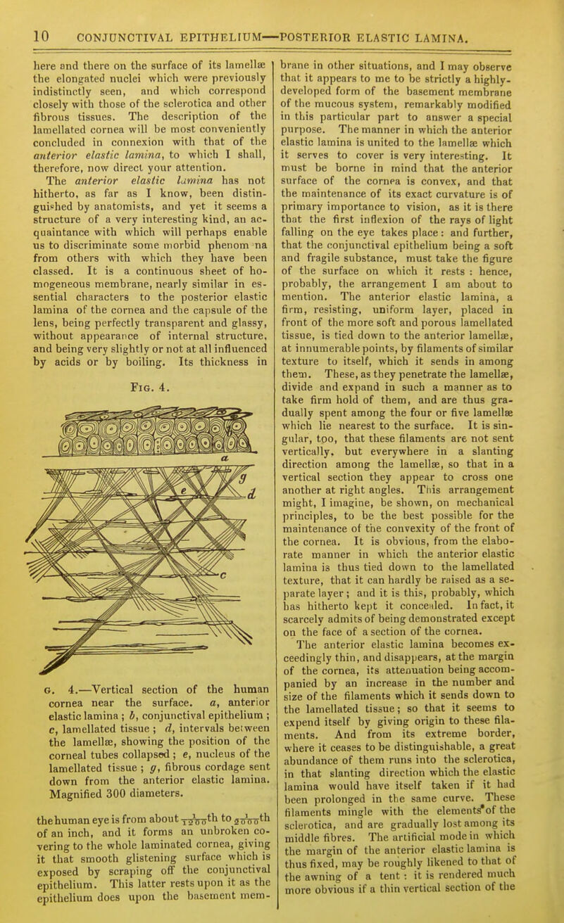 here and there on the surface of its lamellae the elongated nuclei which were previously indistinctly seen, and which correspond closely with those of the sclerotica and other fibrous tissues. The description of the lamellated cornea will be most conveniently concluded in connexion with that of the anterior elastic lamina, to which I shall, therefore, now direct your attention. The anterior elastic lumina has not hitherto, as far as I know, been distin- guished by anatomists, and yet it seems a structure of a very interesting kind, an ac- quaintance with which will perhaps enable us to discriminate some morbid phenom na from others with which they have been classed. It is a continuous sheet of ho- mogeneous membrane, nearly similar in es- sential characters to the posterior elastic lamina of the cornea and the capsule of the lens, being perfectly transparent and glassy, without appearance of internal structure, and being very slightly or not at all influenced by acids or by boiling. Its thickness in Fig. 4. G. 4.—Vertical section of the human cornea near the surface. a, anterior elastic lamina ; b, conjunctival epithelium ; c, lamellated tissue ; d, intervals beiween the lamellte, showing the position of the corneal tubes collapsed ; e, nucleus of the lamellated tissue ; ff, fibrous cordage sent down from the anterior elastic lamina. Magnified 300 diameters. thehuman eye is from about y^^iyth to j^^th of an inch, and it forms an unbroken co- vering to the whole laminated cornea, giving it that smooth glistening surface which is exposed by scrajjing off the conjunctival epithelium. This latter rests upon it as the epithelium does upon the basement mem- brane in other situations, and I may observe that it appears to me to be strictly a highly- developed form of the basement membrane of the mucous system, remarkably modified in this particular part to answer a special purpose. The manner in which the anterior elastic lamina is united to the lamellae which it serves to cover is very interesting. It must be borne in mind that the anterior surface of the cornea is convex, and that the maintenance of its exact curvature is of primary importance to vision, as it is there that the first inflexion of the rays of light falling on the eye takes place: and further, that the conjunctival epithelium being a soft and fragile substance, must take the figure of the surface on which it rests : hence, probably, the arrangement I am about to mention. The anterior elastic lamina, a firm, resisting, uniform layer, placed in front of the more soft and porous lamellated tissue, is tied down to the anterior lamellae, at innumerable points, by filaments of similar texture to itself, which it sends in among them. These, as they penetrate the lamellae, divide and expand in such a manner as to take firm hold of them, and are thus gra- dually spent among the four or five lamellae which lie nearest to the surface. It is sin- gular, too, that these filaments are not sent vertically, but everywhere in a slanting direction among the lamellae, so that in a vertical section they appear to cross one another at right angles. This arrangement might, I imagine, be shown, on mechanical principles, to be the best possible for the maintenance of the convexity of the front of the cornea. It is obvious, from the elabo- rate manner in which the anterior elastic lamina is thus tied down to the lamellated texture, that it can hardly be raised as a se- parate layer; and it is this, probably, which has hitherto kept it concealed. In fact, it scarcely admits of being demonstrated except on the face of a section of the cornea. The anterior elastic lamina becomes ex- ceedingly thin, and disappears, at the margin of the cornea, its attenuation being accom- panied by an increase in the number and size of the filaments which it sends down to the lamellated tissue; so that it seems to expend itself by giving origin to these fila- ments. And from its extreme border, where it ceases to be distinguishable, a great abundance of them runs into the sclerotica, in that slanting direction which the elastic lamina would have itself taken if it had been prolonged in the same curve. These filaments mingle with the element^of the sclerotica, and are gradually lost among its middle fibres. The artificial'mode in which the margin of the anterior elastic lamina is thus fixed, may be roughly likened to that of the awning of a tent: it is rendered much more obvious if a thin vertical section of the