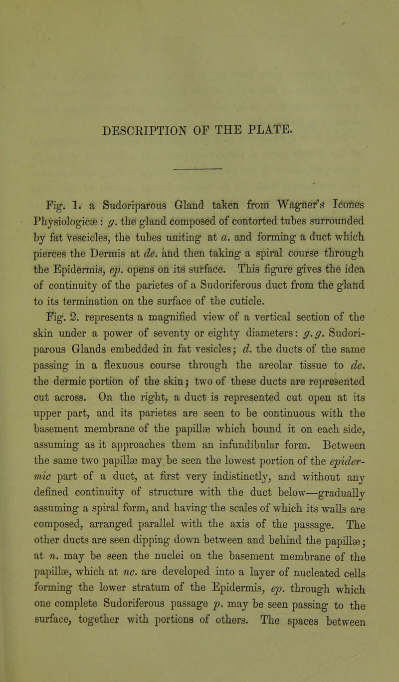 DESCRIPTION OF THE PLATE. Fig. 1. a Sudoriparous Gland taken from 'WagTiei''s Icones Pbysiologicee: ff. the gland composed of contorted tubes surrounded by fat vescicles, the tubes uniting at a. and forming- a duct which pierces the Dermis at de. and then taking a spiral course through the Epidermis, ep. opens on its surface. This figure gives the idea of continuity of the parietes of a Sudoriferous duct from the gland to its termination on the surface of the cuticle. Fig. 2. represents a magnified view of a vertical section of the skin under a power of seventy or eighty diameters: ff. g. Sudori- parous Glands embedded in fat vesicles \ d. the ducts of the same passing in a flexuous course through the areolar tissue to de. the dermic portion of the skin; two of these ducts are represented cut across. On the right, a duct is represented cut open at its upper part, and its parietes are seen to be continuous with the basement membrane of the papillae which bound it on each side, assuming as it approaches them an infundibular form. Between the same two papillae may be seen the lowest portion of the epider- mic part of a duct, at first very indistinctly, and without any defined continuity of structure with the duct below—gradually assuming a spiral form, and having the scales of which its walls are composed, arranged parallel with the axis of the passage. The other ducts are seen dipping down between and behind the papillae; at n. may be seen the nuclei on the basement membrane of the papillae, which at ne. are developed into a layer of nucleated cells forming the lower stratum of the Epidermis, ep. through which one complete Sudoriferous passage p. may be seen passing to the surface, together with portions of others. The spaces between