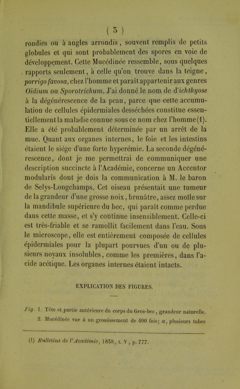 rondies ou à angles arrondis, souvent remplis de petits globules et qui sont probablement des spores en voie de développement. Cette Mucédinée ressemble, sous quelques rapports seulement, à celle qu'on trouve dans la teigne, porrigo favosa, chez l'homme et paraît appartenir aux genres Oïdium ou Sporotrichum. J'ai donné le nom de d'ichthyose à la dégénérescence de la peau, parce que celte accumu- lation de cellules épidermiales desséchées constitue essen- liellementla maladie connue sous ce nom chez rhomme(l). Elle a été probablement déterminée par un arrêt de la mue. Quant aux organes internes, le foie et les intestins étaient le siège d'une forte hyperémie. La seconde dégéné- rescence, dont je me permettrai de communiquer une description succincte à l'Académie, concerne un Accentor modularïs dont je dois la communication à M. le baron de Selys-Longchamps. Cet oiseau présentait une tumeur de la grandeur d'une grosse noix, brunâtre, assez molle sur la mandibule supérieure du bec, qui paraît comme perdue dans cette masse, et s'y continue insensiblement. Celle-ci est très-friable et se ramollit facilement dans l'eau. Sous le microscope, elle est entièrement composée de cellules épidermiales pour la plupart pourvues d'un ou de plu- sieurs noyaux insolubles, comme les premières, dans l'a- cide acétique. Les organes internes étaient intacts. EXPLICATION DES FIGURES. J ig. l. Tête et partie antérieure du corps du Gros-bec, grandeur naturelle. 2. Mucédinée vue à un grossissement de 400 fois; a, plusieurs tubes (1) Bulletins de l'Académie^ 1838, t. V, p. 777.