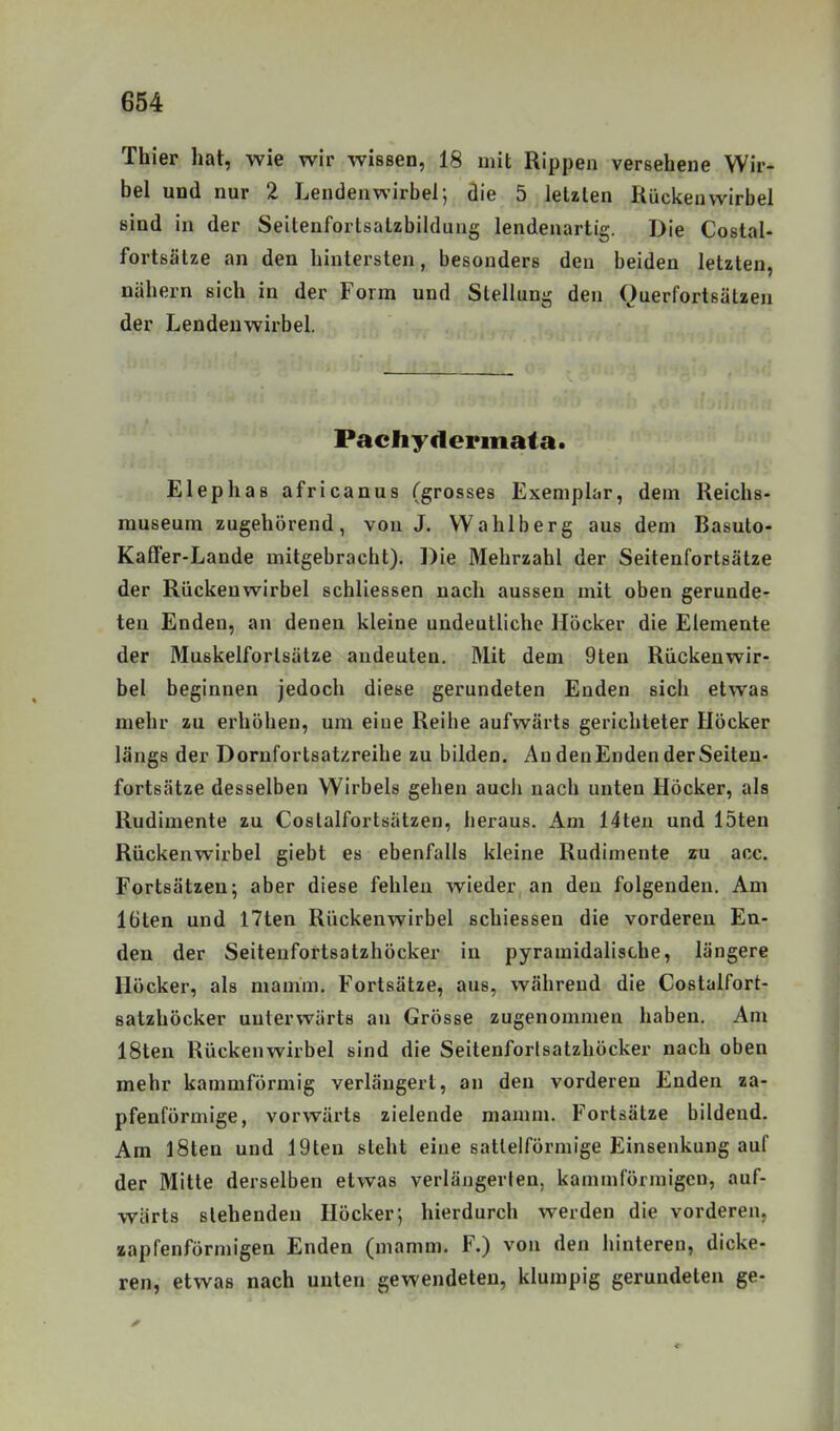Thier hat, wie wir wissen, 18 mit Rippen versehene Wir- bel und nur 2 Lendenwirbel; die 5 letalen Rückenwirbel sind in der Seitenfortsatzbildung lendenartig. Die Costal- fortsätze an den hintersten, besonders den beiden letzten, nahern sich in der Form und Stellung den Querfortsälzen der Lendenwirbel. Pacliydermata. Elephas africanus (grosses Exemplar, dem Reichs- rauseum zugehörend, von J. Wahlberg aus dem Basuto- Kaffer-Lande mitgebracht). Die Mehrzahl der Seitenfortsätze der Rückenwirbel schliessen nach aussen mit oben gerunde- ten Enden, an denen kleine undeutliche Höcker die Elemente der Muskelforlsätze andeuten. Mit dem 9ten Rückenwir- bel beginnen jedoch diese gerundeten Enden sich etwas mehr zu erhöhen, um eine Reihe aufwärts gerichteter Höcker längs der Dorufortsatzreihe zu bilden. An den Enden der Seiten- fortsätze desselben Wirbels gehen aucli nach unten Höcker, als Rudimente zu Coslalfortsätzen, heraus. Am 14ten und loten Rückenwirbel giebt es ebenfalls kleine Rudimente xa acc. Fortsätzen; aber diese fehlen wieder an den folgenden. Am löten und I7ten Rückenwirbel schiessen die vorderen En- den der Seiteufortsatzhöcker in pyramidalische, längere Höcker, als mamm. Fortsätze, aus, während die Costalfort- satzhöcker unterwärts an Grösse zugenommen haben. Am 18ten Rückenwirbel sind die Seitenforlsatzhöcker nach oben mehr kammförmig verlängert, an den vorderen Enden za- pfenförmige, vorwärts zielende mamm. Fortsätze bildend. Am iSten und 19ten steht eine sattelförmige Einsenkung auf der Mitte derselben etwas verlängerten, kammförmigcu, auf- wärts stehenden Höcker; hierdurch werden die vorderen, zapfenförmigen Enden (mamm. F.) von den hinteren, dicke- ren, etwas nach unten gewendeten, klumpig gerundeten ge-