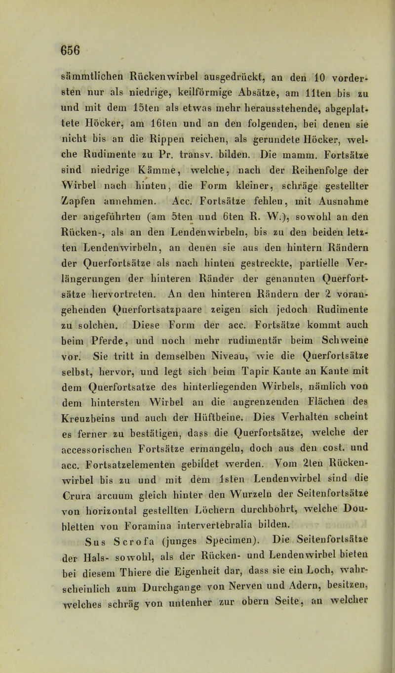 sämmtlichen Rückenwirbel ausgedrückt, an den 10 vorder- sten nur als niedrige, keilförmige Absätze, am Ilten bis zu und mit dem löten als etwas mehr herausstehende, abgeplat- tete Höcker, am 16ten und an den folgenden, bei denen sie nicht bis an die Rippen reichen, als gerundete Höcker, wel- che Rudimente zu Pr, transv. bilden. Die mamm. Fortsätze sind niedrige Kämme, welche, nach der Reihenfolge der Wirbel nach hinten, die Form kleiner, schräge gestellter Zapfen annehmen. Acc. Fortsätze fehlen, mit Ausnahme der angeführten (am 5ten und 6ten R. W.), sowohl an den Rücken-, als an den Lendenwirbeln, bis zu den beiden letz- ten Lendenwirbeln, an denen sie aus den hintern Rändern der Querfortsätze als nach hinten gestreckte, partielle Ver- längerungen der hinteren Ränder der genannten Querfort- sätze hervortreten. An den hinteren Rändern der 2 voran- gehenden Querfortsatzpaare zeigen sich jedoch Rudimente zu solchen. Diese Form der acc. Fortsätze kommt auch beim Pferde, und noch mehr rudimentär beim Schweine vor. Sie tritt in demselben Niveau, wie die Querfortsätze selbst, hervor, und legt sich beim Tapir Kante an Kante mit dem Querfortsatze des hinterliegenden Wirbels, nämlich von dem hintersten Wirbel an die angrenzenden Flächen des Kreuzbeins und auch der Hüftbeine. Dies Verhalten scheint es ferner zu bestätigen, dass die Querfortsätze, welche der accessorischen Fortsätze ermangeln, doch aus den cost. und acc. Fortsatzelementen gebildet werden. Vom 2len Rücken- Wirbel bis zu und mit dem Isten Lendenwirbel sind die Crura arcuum gleich hinter den Wurzeln der Seitenforlsätze von horizontal gestellten Löchern durchbohrt, welche Dou- bletten von Foramiua intervertebralia bilden. Sus Scrofa (junges Specimen). Die Seitenforlsätze der Hals- sowohl, als der Rücken- und Lendenwirbel bieten bei diesem Thiere die Eigenheit dar, dass sie ein Loch, wahr- scheinlich zum Durchgange von Nerven und Adern, besitzen, welches schräg von untenher zur oberu Seite, an welcher