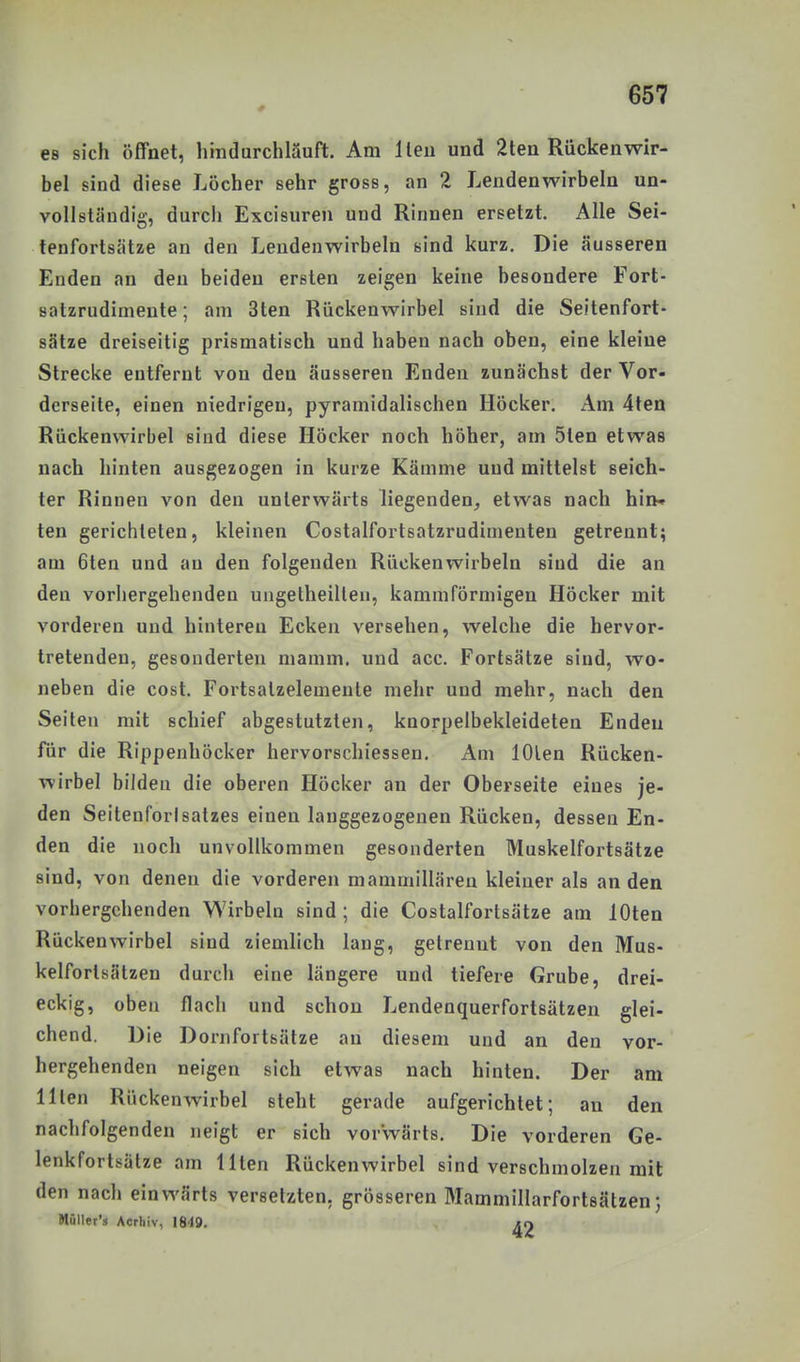 es sich öffnet, hindurchläuft. Am Heu und 2ten Rückenwir- bel sind diese Löcher sehr gross, an 2 Lendenwirbeln un- vollständig, durch Excisuren und Rinnen ersetzt. Alle Sei- tenfortsätze an den Lendenwirbeln sind kurz. Die äusseren Enden an den beiden ersten zeigen keine besondere Fort- satzrudimente ; am 3ten Rückenwirbel sind die Seitenfort- sätze dreiseitig prismatisch und haben nach oben, eine kleine Strecke entfernt von den äusseren Enden zunächst der Vor- derseite, einen niedrigen, pyramidalischen Höcker. Am 4ten Rückenwirbel sind diese Höcker noch höher, am 5ten etwas nach hinten ausgezogen in kurze Kämme uud mittelst seich- ter Rinnen von den unterwärts liegenden^ etwas nach hin» ten gerichteten, kleinen Costalfortsatzrudinieuten getrennt; am 6ten und au den folgenden Rückenwirbeln sind die an den vorhergehenden uugetheillen, kammförmigen Höcker mit vorderen und hintereu Ecken versehen, welche die hervor- tretenden, gesonderten mamm. und acc. Fortsätze sind, wo- neben die cost. Fortsalzelemente mehr und mehr, nach den Seiten mit schief abgestutzten, knorpelbekleideten Enden für die Rippenhöcker hervorschiessen. Am lOlen Rücken- wirbel bildeu die oberen Höcker an der Oberseite eines je- den Seitenforlsatzes einen langgezogenen Rücken, dessen En- den die noch unvollkommen gesonderten Muskelfortsätze sind, von denen die vorderen mammillären kleiner als an den vorhergehenden Wirbeln sind ; die Costalfortsätze am lOten Rückenwirbel sind ziemlich lang, getrennt von den Mus- kelfortsätzen durch eine längere und tiefere Grube, drei- eckig, oben flach und schon Lendenquerfortsätzen glei- chend. Die Dornfortsätze au diesem und an den vor- hergehenden neigen sich etwas nach hinten. Der am Ilten Rückenwirbel steht gerade aufgerichtet; au den nachfolgenden neigt er sich vorwärts. Die vorderen Ge- lenkfortsätze am Ilten Rückenwirbel sind verschmolzen mit den nach einwärts versetzten, grösseren Mammillarfortsätzen; Müller's Acrhiv, ISiO. xn