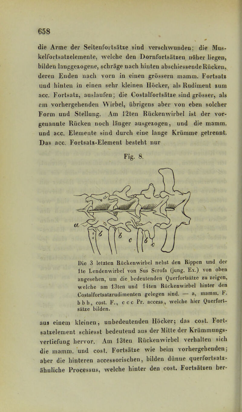 die Arme der Seitenfoitsätze sind verschwunden; die Mus- kelfortsatzeiemente, welche den Dornfortsälzen näher liegen, bilden langgezogene, schräge nach hinten abschiessende Rücken, deren Enden nach vorn in einen grössern mamm. Fortsatz und hinten in einen sehr kleinen Höcker, als Rudiment zum acc. Fortsatz, auslaufen; die Costalfortsätze sind grösser, als cm vorhergehenden Wirbel, übrigens aber von eben solcher Form und Stellung. Am 12ten Rückenwirbel ist der vor- genannte Rücken noch länger ausgezogen, und die mamm. und acc. Elemente sind durch eine lange Krümme getrennt. Das acc. Fortsatz-Element besteht nur Fig. 8. Die 3 letzten Rückenwirbel nebst den Rippen und der Ite Lendenwirbel von Sus Scrofa (jung. Ex.) von oben angesehen, um die bedeutenden Querfortsätze zu zeigen, welche am 13ten und 14ten Rückenwirbel hinter den Costalfortsatzrudimenten gelegen sind. — a, mamm. F. bbb, cost. F., ccc Pr. access, welche hier Querfort- sätze bilden. aus einem kleinen, unbedeutenden Höcker; das cost. Forl- satzelement schiesst bedeutend aus der Mille der Krümmungs- verliefung hervor. Am 13ten Rückenwirbel verhalten sich die mamm. und cost. Fortsätze wie beim vorhergehenden; aber die hinteren accessorischen, bilden dünne querfortsatz- ähnliche Processus, welche hinter den cost. Fortsätzen her-