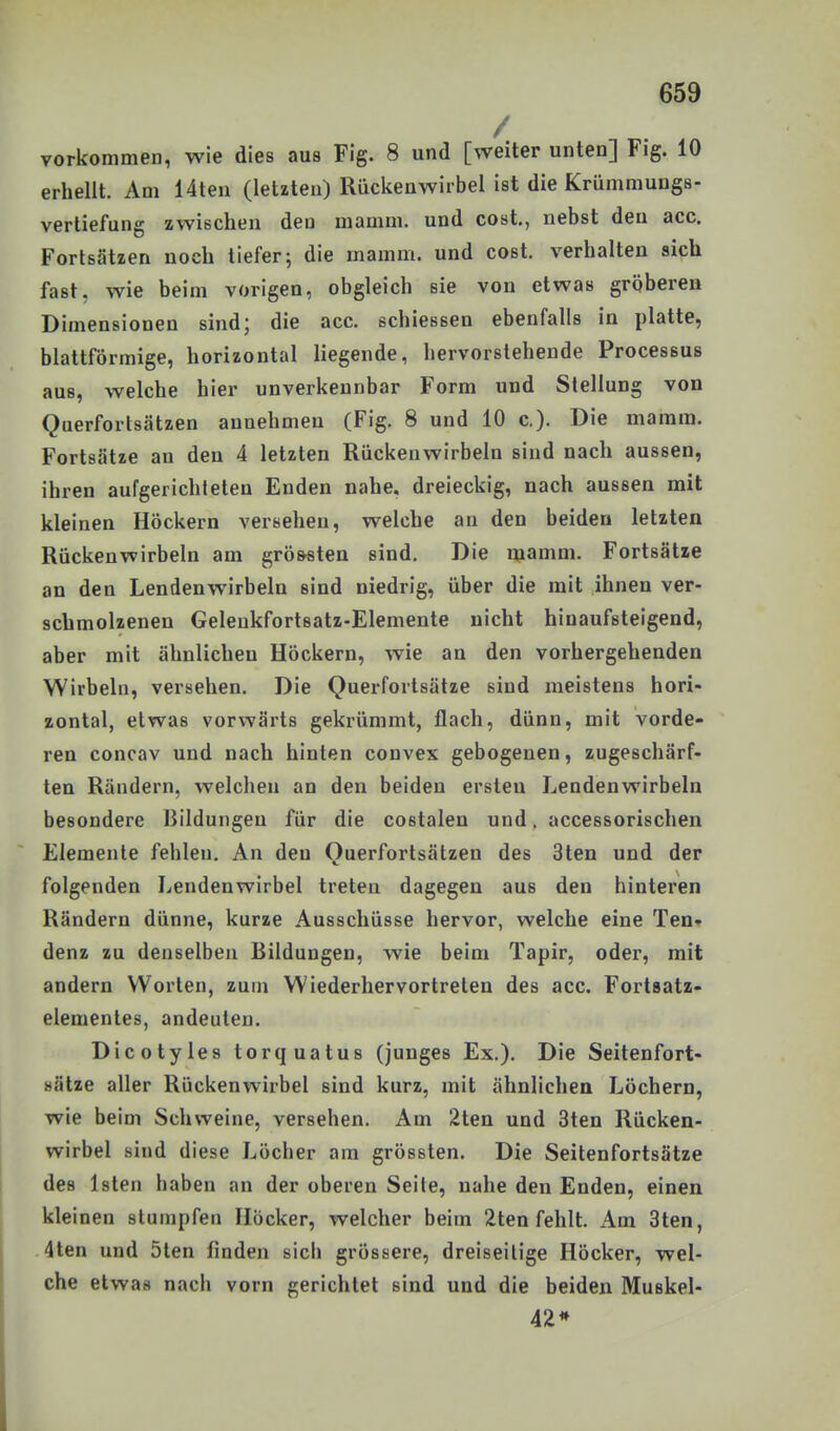 vorkommen, wie dies aus Fig. 8 und [weiter unten] Fig. 10 erhellt. Am 14teii (letzten) Rückenwirbel ist die Krümmungs- vertiefung zwischen den mamm. und cost., nebst den acc. Fortsätzen noch tiefer; die mamm. und cost. verhalten sich fast, wie beim vorigen, obgleich sie von etwas gröberen Dimensionen sind; die acc. schiessen ebenfalls in platte, blattförmige, horizontal liegende, hervorstehende Processus aus, welche hier unverkennbar Form und Stellung von Querfortsätzen annehmen (Fig. 8 und 10 c). Die mamm. Fortsätze an den 4 letzten Rückenwirbeln sind nach aussen, ihren aufgerichteten Enden nahe, dreieckig, nach aussen mit kleinen Höckern versehen, welche an den beiden letzten Rückenwirbeln am grö&sten sind. Die mamm. Fortsätze an den Lendenwirbeln sind niedrig, über die mit ihnen ver- schmolzenen Gelenkfortsatz-Elemente nicht hinaufsteigend, aber mit ähnlichen Höckern, wie an den vorhergehenden Wirbeln, versehen. Die Querfortsätze sind meistens hori- zontal, etwas vorwärts gekrümmt, flach, dünn, mit vorde- ren concav und nach hinten convex gebogenen, zugeschärf- ten Rändern, welchen an den beiden ersten Lendenwirbeln besondere Bildungen für die costalen und. accessorischen Elemente fehlen. An den Querfortsätzen des 3ten und der folgenden Lendenwirbel treten dagegen aus den hinteren Rändern dünne, kurze Ausschüsse hervor, welche eine Ten- denz zu denselben Bildungen, wie beim Tapir, oder, mit andern Worten, zum Wiederhervortreten des acc. Fortsatz- elementes, andeuten. Dicotyles torquatus (junges Ex.). Die Seitenfort- sätze aller Rückenwirbel sind kurz, mit ähnlichen Löchern, wie beim Schweine, versehen. Am 2ten und 3ten Rücken- wirbel sind diese Löcher am grössten. Die Seitenfortsätze des Isten haben an der oberen Seile, nahe den Enden, einen kleinen stumpfen Höcker, welcher beim 2ten fehlt. Am 3ten, .4ten und 5len finden sich grössere, dreiseilige Höcker, wel- che etwas nach vorn gerichtet sind und die beiden Muskel- 42*