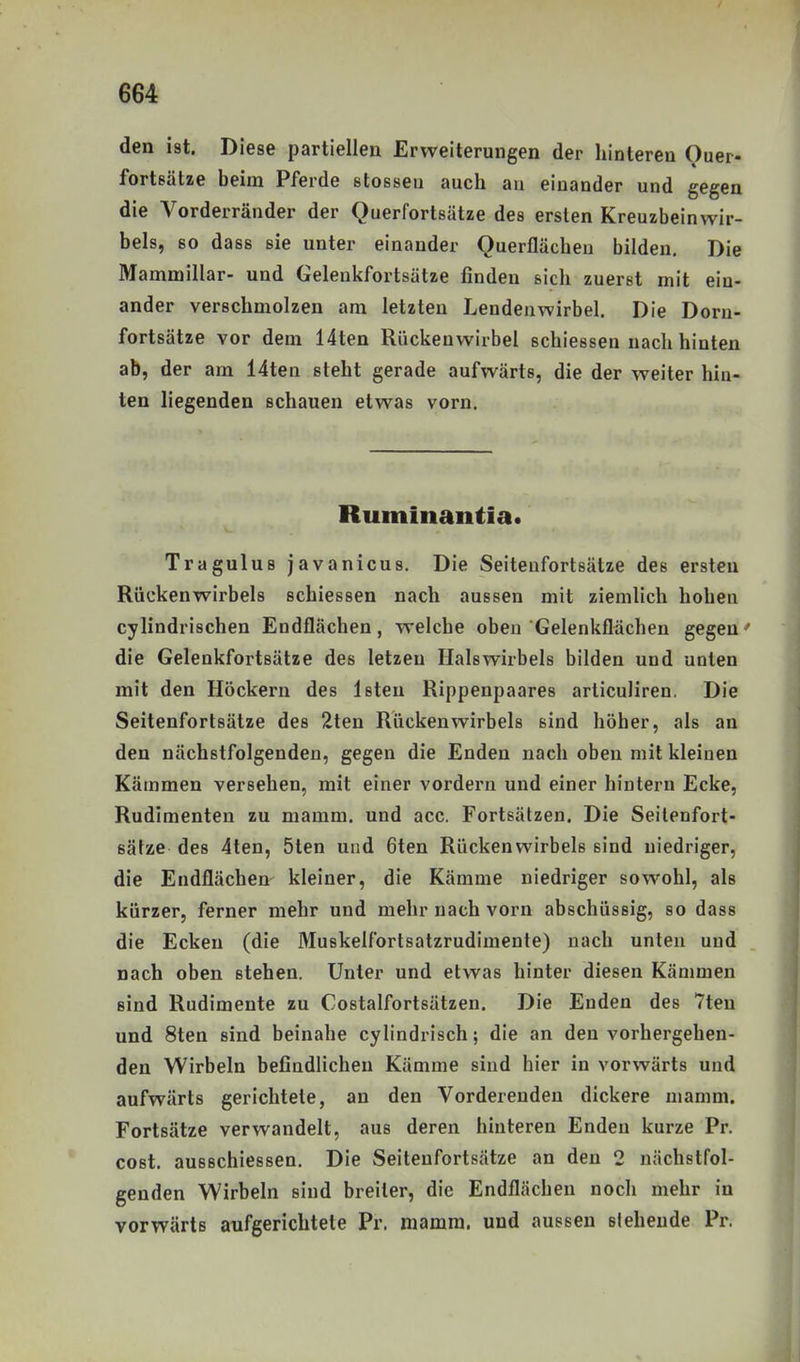den ist. Diese partiellen Erweiterungen der hintereu Ouer- fortsätze beim Pferde stossen auch au einander und gegen die Vorderränder der Querfortsätze des ersten Kreuzbeinwir- bels, 80 dass sie unter einander Querflächen bilden. Die Mammillar- und Gelenkfortsätze finden sich zuerst mit ein- ander verschmolzen am letzten Lendenwirbel. Die Dorn- fortsätze vor dem 14ten Rückenwirbel schiessen nach hinten ab, der am 14ten steht gerade aufwärts, die der weiter hin- ten liegenden schauen etwas vorn. Ruminantia« Tragulus javanicus. Die Seiteufortsätze des ersten Rückenwirbels schiessen nach aussen mit ziemlich hohen cylindrischen Endflächen, welche oben Gelenkflächen gegen' die Gelenkfortsätze des letzen Halswirbels bilden und unten mit den Höckern des Isten Rippenpaares articuliren. Die Seitenfortsätze des 2ten Rückenwirbels sind höher, als an den nächstfolgenden, gegen die Enden nach oben mit kleinen Kämmen versehen, mit einer vordem und einer hintern Ecke, Rudimenten zu mamm. und acc. Fortsätzen. Die Seilenfort- sälze des 4ten, 5ten und 6ten Rückenwirbels sind niedriger, die Endflächen kleiner, die Kämme niedriger sowohl, als kürzer, ferner mehr und mehr nach vorn abschüssig, so dass die Ecken (die Muskelfortsatzrudimente) nach unten und nach oben stehen. Unter und etwas hinter diesen Kämmen sind Rudimente zu Costalfortsätzen. Die Enden des 7ten und 8ten sind beinahe cylindrisch; die an den vorhergehen- den Wirbeln befindlichen Kämme sind hier in vorwärts und aufwärts gerichtete, an den Vorderenden dickere mamm. Fortsätze verwandelt, aus deren hinteren Enden kurze Pr. cost. ausBchiessen. Die Seitenfortsätze an den 2 nächstfol- genden Wirbeln sind breiler, die Endflächen noch mehr in vorwärts aufgerichtete Pr. mamm. und aussen stehende Pr.