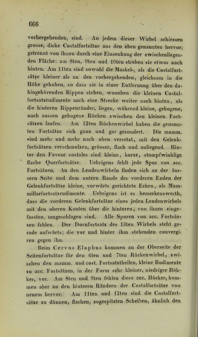 vorhergehenden, sind. An jedem dieser Wirbel schiessen grosse, dicke Costalfortsätze aus den eben genannten hervor, getrennt von ihnen durch eine Einsenkung der zwischenliegen- den Fläche: am 8ten, 9ten und lOten streben sie etwas nach hinten. Am Ilten sind so\yohl die Muskel-, als die Costalfort- sätze kleiner als an den vorhergehenden, gleichsam in die Höhe gehoben, so dass sie in einer Entfernung über den da- hingehörenden Rippen stehen, woneben die kleinen Costal- fortsatzrudimente auch eine Strecke weiter nach hinten, als die hinteren Rippenränder, liegen, während kleine, gebogene, nach aussen gebogene Rücken zwischen den kleinen Fort- sätzen laufen. Am 12ten Rückenwirbel haben die genann- ten Fortsätze sich ganz und gar gesondert. Die mamm. nind mehr und mehr nach oben versetzt, mit den Gelenk- fortsätzen verschmolzen, grösser, flach und anliegend. Hin- ter den Foveae costales sind kleine, kurze, stumpfwinklige flache Quei'fortsätze. Uebrigens fehlt jede Spur von acc. Fortsätzen. An den Lendenwirbeln finden sich an der äus- sern Seite und dem untern Rande der vorderen Enden der Gelenkfortsätze kleine, vorwärts gerichtete Ecken, als Mam- millarfortsatzrudimente. Uebrigens ist es bemerkenswerth, dass die vorderen Gelenkfortsätze eines jeden Lendenwirbels mit den oberen Kanten über die hinteren, von ihnen einge- fassten, umgeschlagen sind. Alle Spuren von acc. Fortsäz- zen fehlen. Der Dornfortsatz des 13ten Wirbels steht ge- rade aufwärts; die vor und hinter ihm stehenden convergi- ren gegen ihn. Beim Cervus Elaphus kommen an der Oberseite der Seitenfortsätze für den 6ten und 7teu Rückenwirbel, zwi- schen den mamm. und cost. Fortsatztheilen, kleine Rudimente zu acc, Fortsätzen, in der Form sehr kleiner, niedriger Hök- ker, vor. Am 8ten und 9teu fehlen diese acc. Höcker, kom- men aber an den hinteren Rändern der Costalfortsätze von neuem hervor. Am Ilten und 12ten sind die Costalfort- sätze zu dünnen, flachen, zugespitzten Scheiben, ähnlich den