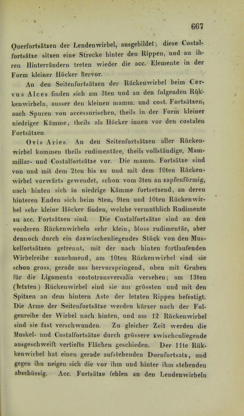 Querfortsätzen der Lendenwirbel, ausgebildet; diese Costal- fortsälze Bitzen eine Strecke hinter den Rippen, und an ih- ren Hinterrändern treten wieder die acc. Elemente in der Form kleiner Höcker Hervor. An den Seitenfortsätzen der Rückenwirbel beim Cer- vus Alces finden sich am 3ten und an den folgenden Riik- kenwirbeln, ausser den kleinen mamm. und cost. Fortsätzen, auch Spuren von accessorischen, theils in der Form kleiner niedriger Kämme, Iheils als Höcker innen vor den costalen Fortsätzen. Ovis Arles. An den Seitenfortsätzen aller Rücken- wirbel kommen theils rudimentäre, theils vollständige, Mani- millar- und Costalfortsätze vor. Die mamm. Fortsätze sind von und mit dem 2ten bis zu und mit dem lOten Rücken- wirbel vorwärts gewendet, schon vom 3ten an zapfenförmig, nach hinten sich in niedrige Kämme fortsetzend, an deren hinteren Enden sich beim 8ten, 9ten und lOteu Rückenwir- bel sehr kleine Höcker finden, welche vermuthlich Rudimente zu acc. Fortsätzen sind. Die Costalfortsätze sind an den vorderen Rückenwirbeln sehr klein, bloss rudimentär, aber dennoch durch ein dazwischenliegendes Stück von den Mus- kelforlsätzen getrennt, mit der nach hinten fortlaufenden Wirbelreihe zunehmend, am lOten Rückenwirbel sind sie schon gross, gerade aus hervorspringend, oben mit Gruben für die Ligamenta costotransversalia versehen; am 13ten (letzten) Rückenwirbel sind sie am grössten und mit den Spitzen an dem hintern Aste der letzten Rippen befestigt Die Arme der Seitenfortsätze werden kürzer nach der Foi- genreihe der Wirbel nach hinten, und am 12 Rückenwirbel sind sie fast verschwunden. Zu gleicher Zeit werden die Muskel- nnd Costalfortsätze durch grössere zwischenliegende ausgeschweift vertiefte Flächen geschieden. Der Ute Rük- kenwirbel hat einen gerade aufstehenden Dornfortsatz, und gegen ihn neigen sich die vor ihm und hinler ihm stehenden abschüssig. Acc. Forlsätze fehlen an den Lendenwirbeln