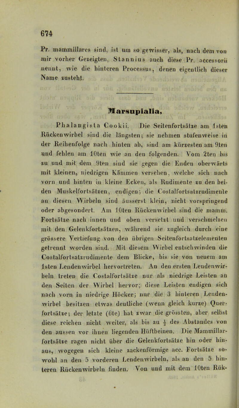 Pr. mammillareB sind, ist um so gewisser, als, nach dem von mir vorher Gezeigten, Stannius auch diese Pr. accessorii nennt, wie die hinteren Processus, denen eigentlich dieser Name zusteht. Iflarsupialia, Phalangista Cookii. Die Seitenfortsätze am Isten Rückenwirbel sind die längsten; sie nehmen stufenweise in der Reihenfolge nach hinten ab, sind am kürzesten am 9ten und fehlen am lOten wie an den folgenden. Vom 2teu bis zu und mit dem 9tpn sind sie gegen die Enden oberwärts mit kleinen, niedrigen Kämmen versehen, welche sich nach vorn und hinten in kleine Ecken, als Rudimente zu den bei- den Muskelfortsätzen, endigen; die Coslalfortsatzrudimenle an. diesen Wirbeln sind äusserst klein, nicht vorspringend oder abgesondert. Am löten Rückenwirbel sind die niamm. Fortsätze nach innen und oben versetzt und verschmelzen mit den Gelenkfortsätzen, während sie zugleich durch eine grössere Vertiefung von den übrigen Seitenfortsatzelenieulen getrennt worden sind. Mit diesem Wirbel entschwinden die Costalfortsatzrudimente dem Blicke, bis sie von neuem am Isten Lendenwirbel hervortreten. An den ersten Lendenwir- beln treten die Costalfortsätze nur als niedrige Leisten an den Seiten der Wirbel hervor; diese Leisten endigen sich nach vorn in niedrige Höcker; nur die 3 hinleren Lenden- wirbel besitzen etwas deutliche (wenn gleich kurze) Quer- fortsätze; der letzte (6te) hat zwar die grössteu, aber selbst diese reichen nicht weiter, als bis zu ^ des Abstandes von den aussen vor ihnen liegenden Hüftbeinen. Die ftLimmillar- fortsätze ragen nicht über die Gelenkfortsätze hin oder hin- aus, wogegen sich kleine zackenförmige acc. Fortsätze so- wohl an den 5 vorderen Lendenwirbeln, als an den 5 hin- teren Rückenwirbeln finden. Von und mit dem lOten Rük-