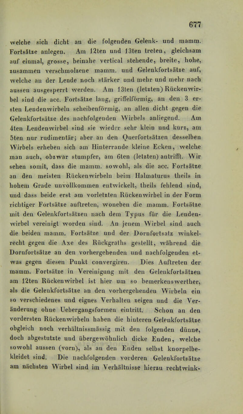 welche sich dicht an die folgenden Gelenk- und mamm. Fortsätze anlegen. Am 12ten und 13ten treten, gleichsam auf einmal, grosse, beinahe vertical stehende, breite, hohe, zusammen verschmolzene mamm. und Gelenkfortsätze auf, welche au der Lende noch stärker und mehr und mehr nach aussen ausgesperrt werden. Am 13ten (letzten) Rückenwir- bel sind die acc. Fortsätze laug, grilfelförmig, an den 3 er- sten Lendenwirbeln scheibenförmig, an allen dicht gegen die Gelenkfortsätze des nachfolgenden Wirbels anliegend. Am 4ten Lendenwirbel sind sie wieder sehr klein und kurz, am 5ten nur rudimentär; aber au den Querfortsätzen desselben Wirbels erheben sich am Hinlerrande kleine Ecken, welche man auch, obzwar stumpfer, am 6ten (letzten) antrifft. Wir sehen somit, dass die mamm. sowohl, als die acc. Fortsätze an den meisten Rückenwirbeln beim Halmaturus theils in hohem Grade unvollkommen entwickelt, theils fehlend sind, und dasB beide erst am vorletzten Rückenwirbel in der Form richtiger Fortsätze auftreten, woneben die mamm. Fortsätze mit den Gelenkfortsätzeu nach dem Typus für die Lenden- wirbel vereinigt worden sind. An jenem Wirbel sind auch die beiden mamm. Fortsätze und der Dornfortsatz winkel- recht gegen die Axe des Rückgraths gestellt, während die Dornfortsälze an den vorhei'gehenden und nachfolgenden et- was gegen diesen Punkt convergiren. Dies Auftreten der mamm. Fortsätze in Vereinigung mit den Gelenkfortsätzen am 12ten Rückenwirbel ist hier um so bemerkenswerther, als die Gelenkfortsätze an den vorhergehenden Wirbeln ein so verschiedenes und eignes Verhalten zeigen und die Ver- änderung ohne Uebergangsformen eintritt. Schon an den vordersten Rückenwirbeln haben die hinteren Gelenkfortsätze obgleich noch verhältnissmässig mit den folgenden dünne, doch abgestutzte und übergewöhnlich dicke Enden, welche sowohl aussen (vorn), als an den Enden selbst knorpelbe- kleidet sind. Die nachfolgenden vorderen Gelenkforlsätze am nächsten Wirbel sind im Verhältnisse hierzu rechtwink-